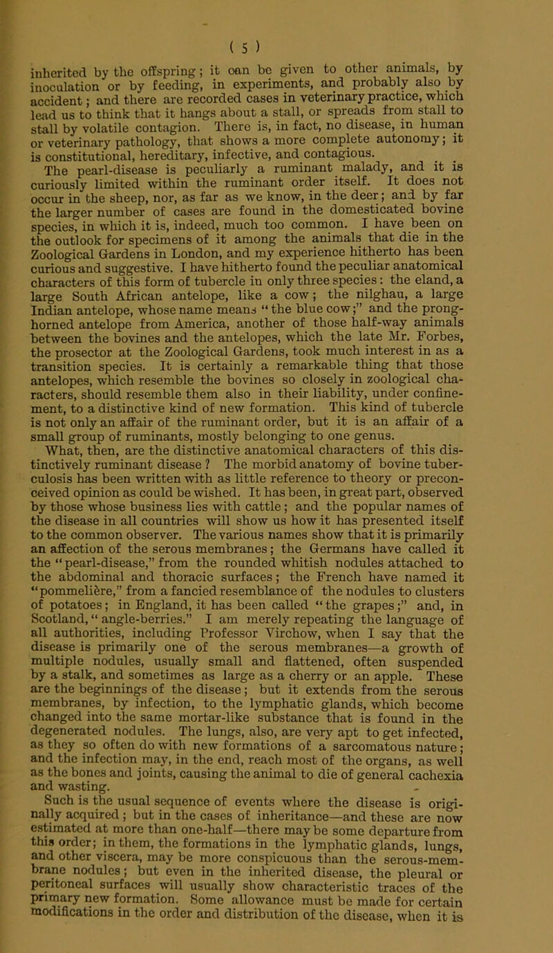 inherited by the offspring; it oan be given to other animals, by inoculation or by feeding, in experiments, and probably also by accident; and there are recorded cases in veterinary practice, which lead us to think that it hangs about a stall, or spreads from stall to stall by volatile contagion. There is, in fact, no disease, in human or veterinary pathology, that shows a more complete autonomy; it is constitutional, hereditary, infective, and contagious. The pearl-disease is peculiarly a ruminant malady, and it is curiously limited within the ruminant order itself. It does not occur in the sheep, nor, as far as we know, in the deer; and by far the larger number of cases are found in the domesticated bovine species, in which it is, indeed, much too common. I have been on the outlook for specimens of it among the animals that die in the Zoological Gardens in London, and my experience hitherto has been curious and suggestive. I have hitherto found the peculiar anatomical characters of this form of tubercle in only three species: the eland, a large South African antelope, like a cow; the nilghau, a large Indian antelope, whose name means “ the blue cowand the prong- horned antelope from America, another of those half-way animals between the bovines and the antelopes, which the late Mr. Forbes, the prosector at the Zoological Gardens, took much interest in as a transition species. It is certainly a remarkable thing that those antelopes, which resemble the bovines so closely in zoological cha- racters, should resemble them also in their liability, under confine- ment, to a distinctive kind of new formation. This kind of tubercle is not only an affair of the ruminant order, but it is an affair of a small group of ruminants, mostly belonging to one genus. What, then, are the distinctive anatomical characters of this dis- tinctively ruminant disease ? The morbid anatomy of bovine tuber- culosis has been written with as little reference to theory or precon- ceived opinion as could be wished. It has been, in great part, observed by those whose business lies with cattle; and the popular names of the disease in all countries will show us how it has presented itself to the common observer. The various names show that it is primarily an affection of the serous membranes; the Germans have called it the “ pearl-disease,” from the rounded whitish nodules attached to the abdominal and thoracic surfaces; the French have named it “pommelifere,” from a fancied resemblance of the nodules to clusters of potatoes; in England, it has been called “ the grapesand, in Scotland, “ angle-berries.” I am merely repeating the language of all authorities, including Professor Yirchow, when I say that the disease is primarily one of the serous membranes—a growth of multiple nodules, usually small and flattened, often suspended by a stalk, and sometimes as large as a cherry or an apple. These are the beginnings of the disease; but it extends from the serous membranes, by infection, to the lymphatic glands, which become changed into the same mortar-like substance that is found in the degenerated nodules. The lungs, also, are very apt to get infected, as they so often do with new formations of a sarcomatous nature ; and the infection may, in the end, reach most of the organs, as well as the bones and joints, causing the animal to die of general cachexia and wasting. Such is the usual sequence of events where the disease is origi- nally acquired ; but in the cases of inheritance—and these are now estimated at more than one-half—there may be some departure from this order; in them, the formations in the lymphatic glands, lungs, and other viscera, may be more conspicuous than the serous-mem- brane nodules; but even in the inherited disease, the pleural or peritoneal surfaces will usually show characteristic traces of the primary new formation. Some allowance must be made for certain modifications in the order and distribution of the disease, when it is