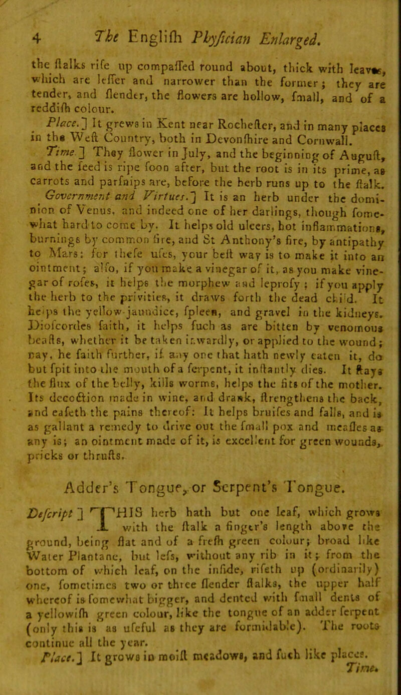 the flalks rife up compared round about, thick with leavae, which arc leffer and narrower than the former; they are tender, and flender, the flowers are hollow, fniall, and of a rcddifh colour. Place.~\ It grews in Kent near Rochefter, and in many places in tha Weft Country, both in Dcvonfhire and Cornwall. Ttme '\ They flower in July, and the beginning of Auguft, and the feed is rijie foon after, but the root is in its prime, as carrots and parfaips are, before the herb runs up to the ftalk. ^ Government and Virtues.'] It is an herb under the domi- niop. of Venus, and indeed one of her darlings, though fome- what hard to come by. It helps old ulcers, hot inflammations, burnings by common (ire, and St Anthony’s fire, by antipathy to Mars: for thefe ufes, your belt way is to make it into an ointment; alfo, if you make a vinegar of it, as you make vine- gar of rofes, it helps the morphew and leprofy ; if you apply the herb to the privities, it draws forth the dead child. It helps the yellow-jaundice, fpleen, and gravel in the kidneys. I3iolcordc8 faith, it helps fuch as are bitten by venomous Ireafts, whether it be taken inwardly, or applied to the wound; nay, he faith further, if. any one that hath newly eaten it, do but fpit into the mouth of a fei'pent, it inftantiy dies. It ftays the flux of the belly, kills worms, helps the fits of the mother. Its dccoftion made in wine, and drank, ftrengthens the back, and eafeth the pains thereof; It helps bruifes and falls, and is as gallant a remedy to drive out the fmall pox and mcaflesa*. any is; an ointment made of it, is excellent for green wounds,, pricks or thrufts. Adder’s Tongue, or Serpent’s Tongue. Defeript ] herb hath but one leaf, which grows -L with the ftalk a finger’s length above the ground, being flat and of a frefh green colour; broad like Water Plantane, but Icfs, without any rib in it; from the bottom of v/hich leaf, on the infide, rifeth up (ordinarily) one, fometimes two or three flender ftalks, the upper half whereof is fomewliat bigger, and dented with fmall dents of a ycliowilh green colour, like the tongue of an adder ferpent (only this is as ufeful as they are formiilable). 'Ihe roots continue all the year. Place.'] It grows in molll meadows, and fuch like places. ^ Tine,