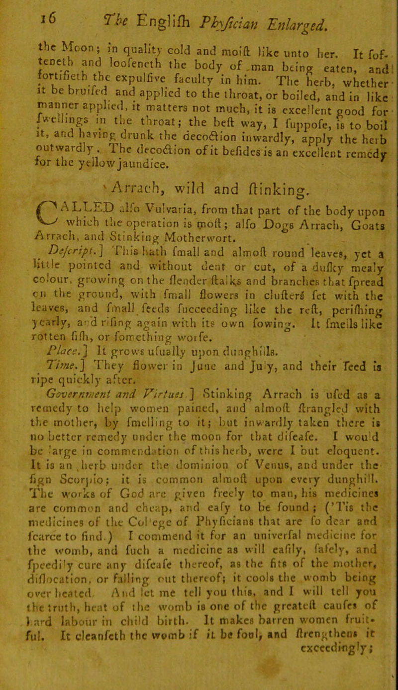 the Moon; in quality cold and moift like unto her. It fof- teneih and loofeneth the body of,man being eaten, and: fortifieth the expulfive faculty in him. The herb, whether It be bruifed and applied to the throat, or boiled, and in like inanner applied, it matters not much, it is excellent good for Iwellings III the throat; the beft way, I fuppofe, is to boil It, and having drunk the decoftion inwardly, apply the herb outwardly . The decodion of it befides is an excellent remedy for the yellow jaundice. 'Arrach, wild and [linking. /CALLED aI.''o Vulvaria, from that part of the body upon which the operation is molt; alfo Dogs Arrach, Goats Arrach, and Slinking Motherwort. Deferipi.^ This haih fmall and almoll round leaves, yet a little pointed and without dent or cut, of a diiflcj' mealy colour, growing on the flendcr ftalk.6 and branches thatfpread cn the ground, with fmall flowers in clufterS fet with the leaves, and fmall feeds fucceeding like the reft, peridiing yearly, a^ 'd rTing again with its own fowing. It fmeils like rotten fillr, or fomething wotfe. Place.'\ It grows ufually ujion dunghills. lime.] They flower in June and Ju y, and their Teed is ripe quickly after. Governvient and Virtues 1 Stinking Arrach is ufed as a remedy to help women pained, and almoft flrangled with the mother, by fmdiing to it; but inwardly taken there is no better remedy under the moon for that difeafe. I wou d be large in commendation of this herb, were I but eloquent. It is an ,hcib under the dominion of Venus, and under the fign Scorpio; it is common almoft upon every dunghill. The works of God are given freely to man, his medicines are common and cheap, and eafy to be found ; (’I’is the medicines of the Col'egc of Phyficians that are fo dear and fcarcc to find.) I commend it for an univerfal medicine for the womb, and fuch a medicine as will cafily, fafely, and fpeedily cure any difeafe thereof, as the fits of the mother, diflocation. or falling out thereof; it cools the womb being overheated And let me tell you this, and 1 will tell you the truth, heat of the womb is one of the grcatdl caufes of hard labour in child birth. It makes barren women fruit- ful. It cicanfeth the womb if it be fool, and ftrcngtheiu it cxccedifigly;