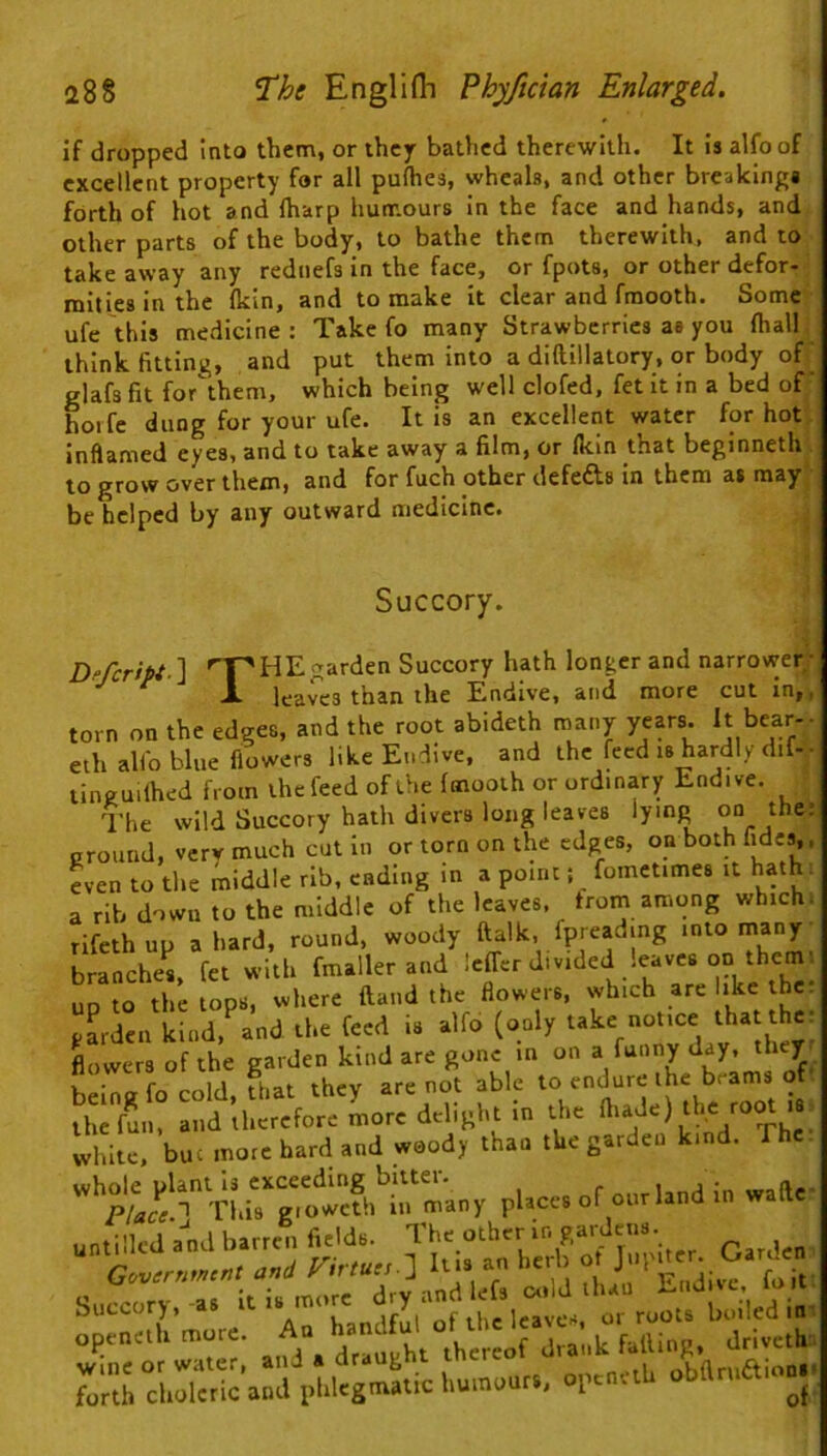 if dropped into them, or ihcjr bathed therewith. It is alfo of excellent property for all pulhes, wheals, and other breakings forth of hot and lharp humours in the face and hands, and other parts of the body, to bathe them therewith, and to take away any rednefs in the face, or fpots, or other defor- mities in the Ikin, and to make It clear and fmooth. Some ufe this medicine : Take fo many Strawberries as you (hall think fitting, and put them into a diftillatory, or body of glafs fit for'them, which being well clofed, fet it in a bed of ’ horfe dung for your ufe. It is an excellent water for hot inflamed eyes, and to take away a film, or (kin that beginneth to grow over them, and for fuch other defefts in them as may be helped by any outward medicine. Succory. Dffcript \ '■p HE garden Succory hath longer and narrower; ^ i- leaves than the Endive, and more cut in,, torn on the edges, and the root abideth many years. It bear-- eth alfo blue flowers like Endive, and the feed u hardly dif-- tinguilhed from the feed of the Imooth or ordinary Endive. The wild Succory hath divers long leaves lying the: eround, verv much cut in or torn on the edges, on both lides,, even to the middle rib, ending In a point j fometimes it hath: a rib down to the middle of the leaves, trorn among whichi rifeth up a hard, round, woody ftalk, fpreading into many branches, fet with fmaller and Icffcr divided .eaves on them; up to the tops, where ftand the flowers, which are like the: pLden kind, and the feed is alfo (only white, buc more hard and woody than the garden kind. Th whole plant Is exceeding bitter. l-nd in wade• Plact.l This giowcth 111 many places of our land in watte Succory, -a. ir i. m.- ;'r,oSl l,oiird i..