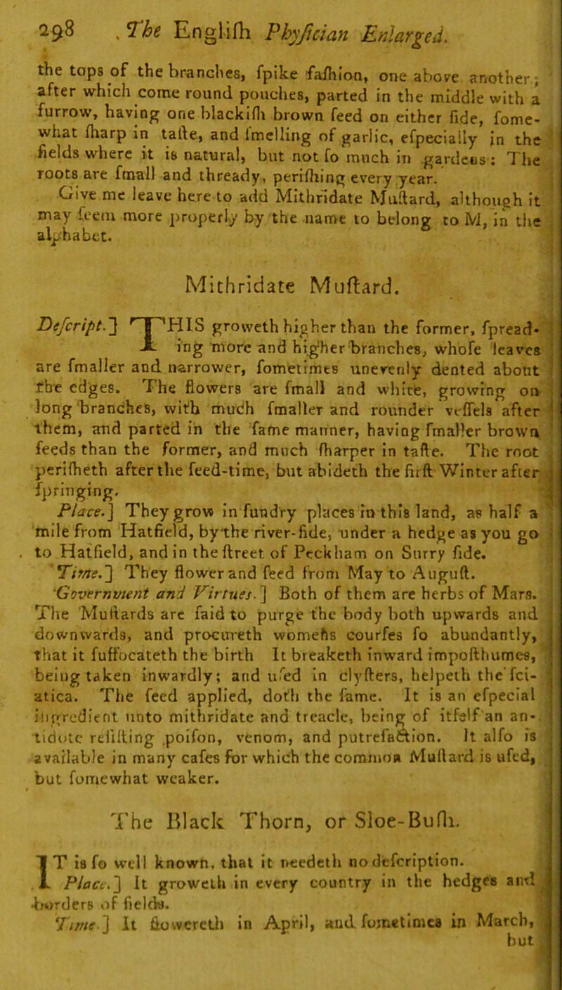 the tops of the brandies, fpike fafliion, one above another; after whidi come round pouches, parted in the middle with a furrow, having one blackifli browu feed on either fide, fome- what fitarp in tafte, and Imelling of garlic, efpecially in the ^ fields where it is natural, but not fo much in gardcos': The roots are ftnall and thready, perifhing every year. j Give me leave here to add Mithfidate Mudard, although it ' may feem more properly by the name to belong to M, in the ! alphabet. ! I Mithridate Muftard. Defcript.'] groweth higher than the former, fpread- 1 X ing more and higher branches, whofe leaves | are fmaller and narrower, fometimes unevenly dented about | the edges. The flowers are fmall and white, growing oiv j long‘branches, with mudi fmaller and rounder veflels after ^ them, and parted in the fame manner, having fmaller brown ’ feeds than the former, and much fharper in tafte. The root j perilheth after the feed-time, but abideth the firft Winter after J fpringing. _ ^ ^ 1 Place.\ They grow In fun dry places in this land, as half a , mile from Hatfield, bythe river-fide, under a hedge as you go i to Hatfield, and in theftreet of Peckham on Surry fide. , Ttf/je.2 They flower and feed from May to Auguft. ‘Government and Virtues.'] Both of them arc herbs of Mars. ; The 'Muitards arc faid to purge the body both upwards and ; downwards, and procureth womehs courfes fo abundantly, that it fuffocateth the birth It breaketh inw’ard impofthumes, being taken inwardly; and ufed in clyfters, helpeih the fci- ' atica. The feed applied, doth the fame. It is an efpeclal ingredient unto mitliridate and treacle, being of itfelf an an>. tidutc refilling .poifon, venom, and putrefaftion. It alfo is j available in many cafes for whiuh the common Muftard is ufed, j but fomewhat weaker. The Black Thorn, or SIoe-Bufli. | IT Is fo well known, that it needeth no defeription. Place,] It groweth In every country in the hedges ^ .IwrOcrs of fields. Time ] It fioweretli In April, and fometimes in March, but ,