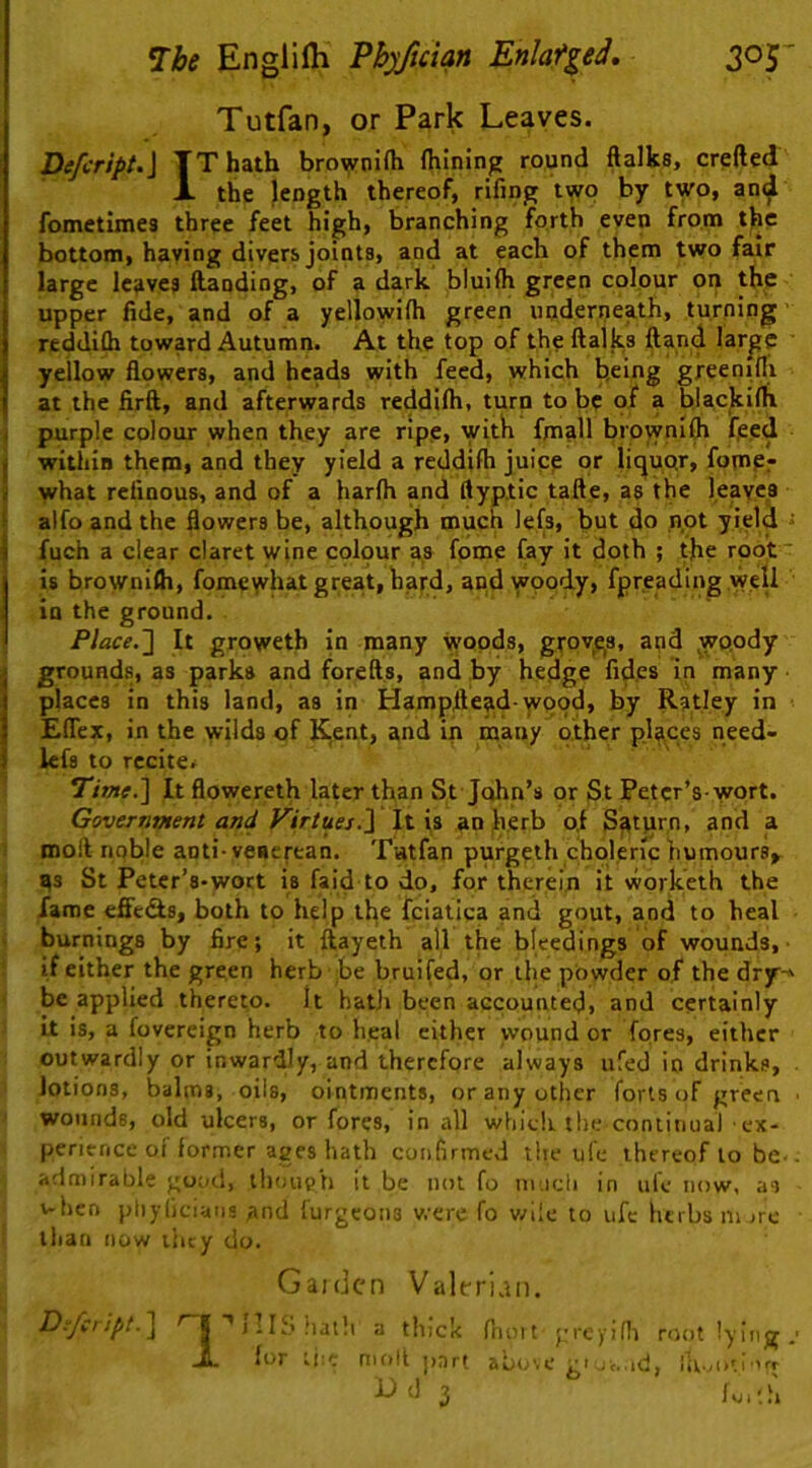 Tutfan, or Park Leaves. Defcript.\ TThath brownifli flilning round ftalks, crefted 1. the length thereof, rifing two by two, an<^ fometimes three feet high, branching forth even from the bottom, having divers joints, and at each of them two fair large Iciives Handing, of a dark bluifh green colour on the upper fide, and of a yellowifh green underneath, turning reddiOi toward Autumn. At the top of the ftalks Hand lar^e yellow flowers, and heads with feed, which being greeniili at the firft, and afterwards reddilh, turn to be pf a hlackifli I purple colour when they are ripe, with fmall brownl^ feed j within them, and they yield a reddifti juice or liquor, fomPr I what rcfinous, and of a harih and ftyptic tafte, as the leaves [ alfo and the flowers be, although much lefs, but do not yield i i fuch a clear claret wine colour as feme fay it doth ; the roof is brownifti, fomc^hat great, hafd, and wpody, fpreading well in the ground. Place.'} It groweth in many woods, groyqs, and lyo.ody grounds, as parks and forefts, and by hedge fid.es in many places in this land, as in Hampflead-^qod, by Ratley in Eflex, in the wilds of K,ent, and in many other places need- lefs to recite* Time.] It flowereth later than St John’s or St Petcr’s wort. Government and Virtues.} jt is an herb o.f S^tqrn, and a ' moll noble anti-veaerean. Tatfan purgeih choleric humours, ^s St Petcr’s-woct is faid to do, for therein it vvorketh the fame cffei&s, both to help the fclatlca and gout, and to heal burnings by fire; it ftayeth all the bleedings of wounds,- if either the green herb ;be bruifed, or the powder of the dry-' be applied thereto. It hatli been accounted, and certainly it is, a fovereign herb to heal cither yvpund or fores, either outwardly or inwardly, and therefore always ufed in drinks, lotions, balms, oils, ointments, or any other forts of green - wounds, old ulcers, or fores, in all whieh the continual • ex- perience offormer ages hath confirmed tlte ufe thereof to be-, admirable good, tli(uieh it be not fo nuidi in ufe now, as v-hen phyliciatis and furgeons were fo v/i!e to ufe herbs m jre than now ilu y do. Gaider) Valerian. D:Jcript.] ) iIS lialh a thick fruntyrcyini root lying ,■ jL lor tj;-, nifilt part above gi .jt..id, ih-joti-irr