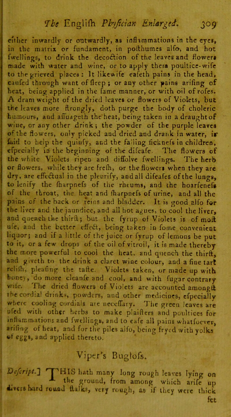 either inwardly or outwardly, as inflimmations in the cyci, in the matrix or fundament, in pollhumes alfcr, and hot fwelHngs, to drink the decoftion of the leaves and flower* made with water and wine, or to apply them poultice-wife to the grieved places: It likewife cafeth pains in the head, caufed through want of fleep ; or any other pains arifing of heat, being applied in the fame manner, or with oil of rofes. A dram weight of the dried leaves or flowers of Violets, but the leaves more ftrongly, doth purge the body of choleric humours, and affuageth the heat, being taken in adraughtof wine, or any other drink; the powder of the purple leaves of the flowers, only picked and dried and drank in water, ir laid to help the quiiify, and the falling lichnefs in children, efpecially ia the beginning of the difeafe. The flowers of the white Violets ripen and diffolvc fwellings. The herb or flowers, while they are frelh, or the flowers when they are dry, are effectual in the pleurify, and all difeafes of the lungs, to lenify the fharpnefs of the rheums, and the hoarfenef* of the throat, the heat and fharpnefs of urine, and all the pains of the back or reins and bladder. It is good alfo for the liver and the jaundice, and all hot agues, to cool the liver, and quench the third; but the fyrup of Violets is of moil ufc, and the better effedt, being taken in fome convenient liquor; and If a httle of the juice or fyrup of lemons be put to it, or a few drops of the oil of vitroii, it is made thereby the more powerful to cool the heat, and quench the third, and giveth to the drink a claret wine colour, and a fine tart rdifli, plcafing the tafte. Violets taken, or made up with honey, do more cleanfe and cool, and with fugar contrary wile. The dried flowers of Violets are accounted amongll the cordial drinks, powders, and other medicines, efpecially where cooling cordials are neceffary. The green leaves are ufed with other herbs to make plaiflers and poultices for inflammations and fwellings, and to eafe all pains whatfoever, arifing of heat, and for the piles aifo, being fryed with yolks aucl applied thereto. Viper's Biiglofs. J^cfcript.~\ ' I 'HIS hath many long rough leaves lying on the ground, from among which arife up divers hard round ftalks, very rough, as if they were thick fet