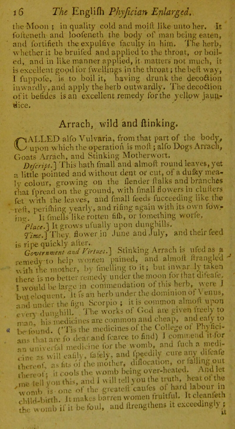 the Moon ; in quality cold and moift like unto her. It rortenetli and loofeneth the body of man being eaten, and tbvtifieth theexpuUive faculty in him. The herb, ^^•hether it be bruifed and applied to the throat, or boil- ed, and in like manner applied, it matters not much, it is excellent good for fvvelUngs in the throat; the bell M'ay, 1 fuppofe, is to boil it, having drunk the decoftion iiuvardly,and apply the herb outwardly. The decodlloii of it befides is an excellent remedy for the yellow jaua- dice. Arrach, wild and (linking, CALLED alfo Vulvaria, from that part of the body, upon which the operation is moft; alfo Dogs Arracli, Goats Arrach, and Stinking Motherwort. Dejeript.^ This hathfmall and almoft round leaves, yet a little pointed and w ithout dent or cut, of a dufky mea- ly colour, growing on the {lender ftalks and branches that fpread on the ground, w^ith fmall flowers in cluliers fet with the leaves, and fmall feeds fucceeding like the reft, perilhing > early, and rifmg again with its ow;n fowr ing. It fmells like rotten filh, or fomething worfe. '^Place.'X It grows ufually upon dunghills. TV/sw-.] They, flower in June and July, and their feed is ripe quickly after, , . , , - , Government and Virtues.^ Stinking Arrach IS ufed as a remedy-to help women jiained, and almoft Itrangled ' with the mother, Ij}' ImcHing to it; but inwai 1\ taken there is no better remedy under the moon tor that dilealc, ! rvould be large in commendation ol this herb, were J but eloquent. -It fs an herb under the dominion of V eiius, and unl-r the fign Scorpio ; it is c«..mmon almoft upon S'' man, his medicines are common and cheap, and ealy to be found. (’Tisihe medicines ol thcCollegeot I hyfici- ans that arc fo dear and fearce to find) 1 conm.end it lor an univerfai medicine lor the womb, and fuch a llne ns will eafily, lafely, and ipeeddy cure any dilbale thereof, as fits bi the mother, diflocation, or tailing out thereof: it cools the womb being over-heated. And let ncTcll ym. this, and 1 w ill tell you the truth, heat ol the * . is one of the grcatcll caufes ol haid labour m ebUd-birth. it makes barren women fruitlul. Itcleanleth Sc w !>tub if it be foul, and llrengihens it exceedingly,;