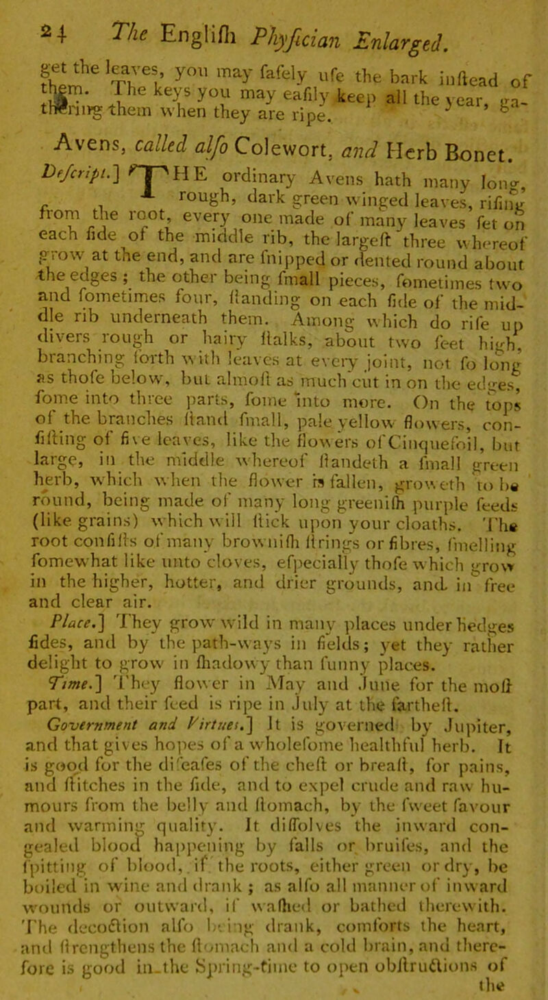 bark inftead of P* eafily keep all the year, lm- tWnirg them when they are ripe. ^ Avens, called alfo Colewort, and Herb Bonet. De/cripi.-] npHE ordinary Avens hath many lono-, ■*■ rough, dark green winged leaves, rifiiur from the root every one made of many leaves fet on each fide of the middle rib, the largeft three whereof giOW at the end, and are fnipped or dented round about the edges ; the other being fmall pieces, fometimes two and fometimes four. Handing on each fide of the mid- dle rib underneath them. Among which do rife up divers rough or hairy llalks, about two feet high, branching forth with leaves at eveiy joint, not fo long as thofe below% but almoft as much cut in on the edges, fome into thiee parts, fome into mtire. On the tops of the branches Hand fmall, pale yellow flowers, con- fiding of five leaves, like the flo\\ers of Cinquefoil, but large, in the middle whereof Handeth a fmall green herb, which w hen the flower rs fallen, groweth to b« round, being made of many long greenifli purple feeds (like grains) which w ill Hick upon your cloaths. Th« root confiHs of many brow nidi llrings or fibres, fmelling fomew-hat like unto cloves, ef])ecially thofe w hich grow in the higher, hotter, and drier grounds, and, in free and clear air. Place.'] They grow wild in many places under hedges fides, and by the path-ways in fields; yet they rather delight to grow in ftiadowy than funny places. Time.] 'They flower in May and .lune for the mod part, and their feed is ripe in July at the farthefl. Government and Virtues.] It is governed by Jupiter, and that gives ho^tes of a wholefome healthfid herb. It is good for the di'eafes of the cheH or bread, for pains, ami Hitches in the fide, and to expel crude and raw hu- mours from the belly and Homach, by the fweet favour and warming qualit}’. It dilTolves the inward con- gealed blood haiii'ening by falls or bruifes, and the (pitting of blood, , if the roots, either green or dry, be boiled in wine and drank ; as alfo all manner of inward w'ounds or outward, if waflied or bathed therewith. The decoiHion alfo I,-. i;ig drank, comforts the heart, and Hrengthens the Homach and a cold brain, and there- fore is good iii-the bpring-fime to tipen obilrudfions of