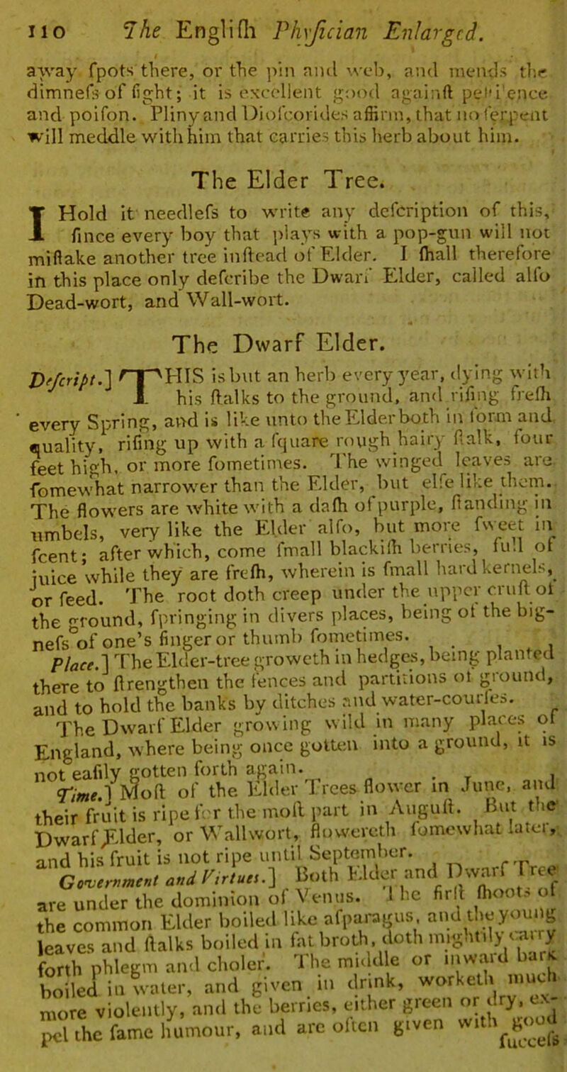 a>vay fpots there, or the ]>in ami web, ami meiuls tlie dimnefs of fight; it is excellent good againfl pel'i'ence and poifon. Pliny and Diofeorides affirm, that no fer45eiu will meddle withhim that carries this herb about him. The Elder Tree. Hold it needlefs to write any defeription of this, fince every boy that plays with a pop-gun will not miftake another tree inftead of Elder. I (hall therefore in this place only deferibe the Dwarf Elder, called alfo Dead-wort, and Wall-wort. I The Dwarf Elder. T)efcript.] 'T^HIS is but an herb every year, (lying with J. his ftalks to the ground, and rifing frelh every Spring, and is like unto the Elder both in lorm and. «uality, rifing up with a fquare rough hairy flalk, four feet high, or more fometintes. The winged leaves are. fomewhat narrower than the Elder, but elfe like them. The flowers are white with a da(h of purple, ftanding in umbels, very like the Elder alfo, but more fweet in feent; after which, come fmall blackiffi berries, full of iuice while they are frefh, wherein is fmall hard kernels, or feed. The root doth creep under the upper cruft ot - the (^round, fpringing in divers places, being ot the big- nefs'^of one’s finger or thumb fometimes. , , , Place.'X TheE-lder-tree groweth in hedges, being plantctl there to ftrengthen the fences and partitions ol giound, and to hold the banks by ditches and water-courles. _ The Dwarf Elder growing w ild in many places ol England, where being once gotum into a ground, it is not eafily gotten forth again. _ <rime ]Mo{i of the lilder Trees flower in June, and their fruit is ripe fer the moll part in Aiiguft. But the Dwarf ,Elder, or Wall wort, flowereth lomewhat latei and his fruit is not ripe until September. T,>/««.] Both Elder and Dwarf Free are under the dominion of Venus. 1 he fir ft (hoot, o the common Elder boiled like afpai-agus and the young leaves and (lalks boiled in fat broth. doth forth phlegm and choler'. The middle or inw.md ban. boded in tater, and given in drmk, worketh much more violently, and the berries, either green or dry, e.\ ™ Uhc ftmc lut’mour. and are often given witb^^md ^