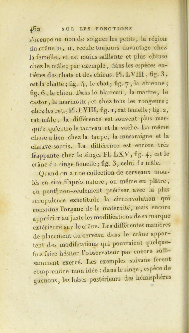 s’occupe ou non (le soigner les petits, la région du crâne 11, 11, recule toujours davantage chez la femelle , et est moins saillante et plus obtuse chez le mâle; par exemple, dans les espèces en- tières des chats et des chiens. PI. LVIII, tig. 3, est la chatte ; fig. 4, le chat; fig. 7 , la chienne ; fig. G, le chien. Dans le blaireau , la martre, le castor, la marmotte, et chez tous les rongeurs ; chez les rats;PI.LVIII, fig. 1, rat femelle; fig. 2, rat mâle , la différence est souvent plus mar- quée qu’entre le taureau et la vache. La même chose a lieu chez la taupe, la musaraigne et la chauve-souris. La difiérence est encore très frappante chez le singe. PL LXV, fig. 4 5 es* crâne du singe femelle; fig. 3, celui du mâle. Quand on a une collection de cerveaux mou- lés en cire d’après nature, ou même en plâtre, on peuD non-seulement préciser avec la plus scrupuleuse exactitude la circonvolution qui constitue l’organe de la maternité, mais encore apprécier au juste les modifications de sa marque extérieure sur le crâne. Les différentes manières de placement du cerveau dans le crâne appor- tent des modifications qui pourraient quelque- fois faire hésiter l’observateur pas encore suffi- samment exercé. Les exemples suivans feront comprendre mon idée : dans le singe , espèce de guenons, les lobes postérieurs des hémisphères