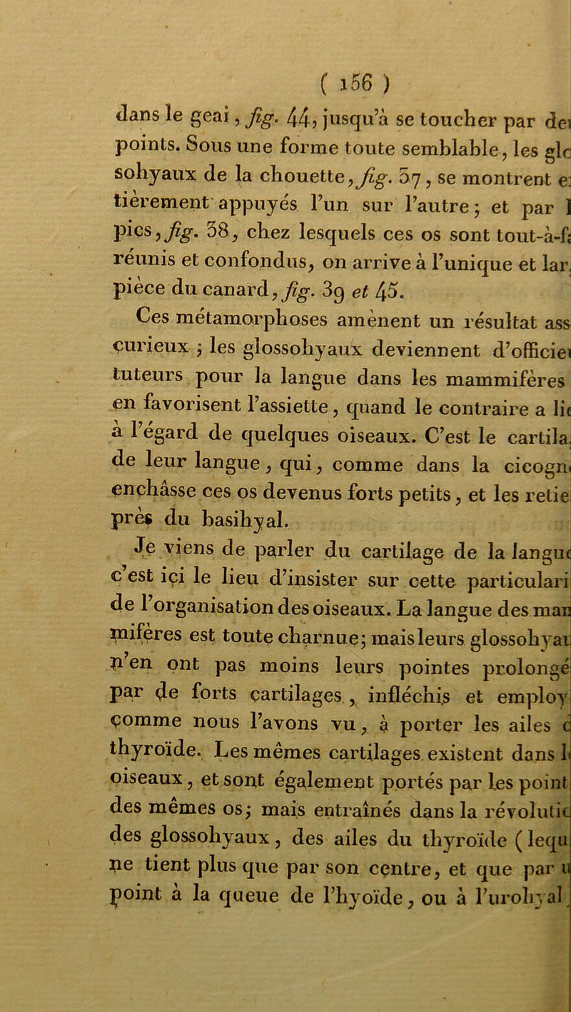 Jans le geai, fig. 44, jusqu’à se toucher par dei points. Sous une forme toute semblable , les glc sohyaux de la chouette,07, se montrent e: tièrement appuyés l’un sur l’autre j et par 1 piçs,^^. 58, chez lesquels ces os sont tout-à-fj réunis et confondus, on arrive à l’unique et lar. pièce du canard, 3q et 45. Ces métamorphoses amènent un résultat ass çurieux j les glossohyaux deviennent d’officiei tuteurs pour la langue dans les mammifères en favorisent l’assiette, quand le contraire a lie à l’égard de quelques oiseaux. C’est le cardia, de leur langue, qui, comme dans la cicogn* enchâsse ces os devenus forts petits, et les relie près du basihyal. Je viens de parler du cartilage de la langue c est ici le lieu d’insister sur cette particulari de 1 organisation des oiseaux. La langue des man naiferes est toute charnue; mais leurs glossohyar P en ont pas moins leurs pointes prolongé par de forts cartilages , infléchis et employ çomme nous l’avons vu, à porter les ailes d thyroïde. Les mêmes cartilages existent dans I« oiseaux, et sont également portés par les point, des mêmes os; mais entraînés dans la révoluticj des glossohyaux, des ailes du thyroïde ( lequi tie tient plus que par son centre, et que par u point a la queue de l’hyoïde, ou à l’uroIi}aI ;