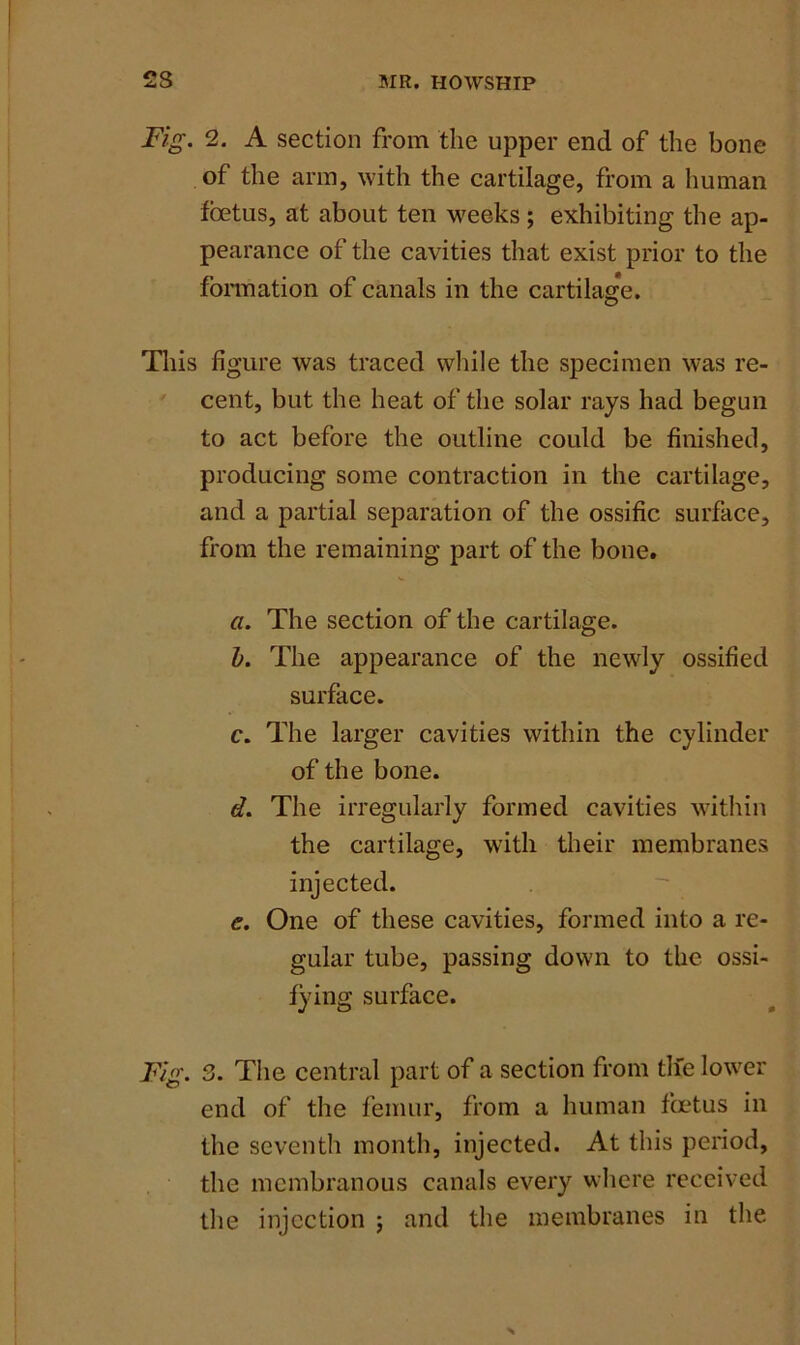 Fig. 2. A section from the upper end of the bone of the arm, with the cartilage, from a human foetus, at about ten weeks; exhibiting the ap- pearance of the cavities that exist prior to the formation of canals in the cartilage. This figure was traced while the specimen was re- cent, but the heat of the solar rays had begun to act before the outline could be finished, producing some contraction in the cartilage, and a partial separation of the ossific surface, from the remaining part of the bone. a. The section of the cartilage. b. The appearance of the newly ossified surface. c. The larger cavities within the cylinder of the bone. d. The irregularly formed cavities within the cartilage, with their membranes injected. e. One of these cavities, formed into a re- gular tube, passing down to the ossi- fying surface. Fig. 3. The central part of a section from tile lower end of the femur, from a human foetus in the seventh month, injected. At this period, the membranous canals every where received the injection ; and the membranes in the