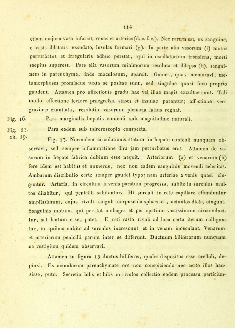 etiam majora vasa infarcit, venas et arterias (d. c. f. e.). Nec rarum est, ex sanguine, e vasis dilatatis exsudato, insulas formari (g). In paite alia vasorum (i) motus perturbatus et irregularis adhuc perstat, qui in oscillatorium transiens, morti saepius superest. Pars alia vasorum minimorum resoluta et dilapsa (h), sangui- nem in parenchyma, inde maculosum, sparsit. Omnes, quas memoravi, me- tamorphoses promiscue juxta se positae sunt, sed singulae quasi foco proprio gaudent. Attamen pro affectionis gradu hae vel illae magis excultae sunt. Tali modo affectione leviore praegrefsa, stases et insulae parantur; aff ctio ie vere graviore exantlata, resolutio vasorum plenaria latius regnat. l(j. Pars marginalis hepatis cuniculi sub magnitudine naturali. 17. Pars eadem sub mircroscopio conspecta. Fig. 17. Normalem circulationis statum in hepate cuniculi nunquam ob- servavi, sed seinper inflammatione dira jam perturbatus erat. Attamen de va- sorum in hepate fabrica dubium esse nequit. Arteriarum (a) et venarum (b) fere idem est habitus et numerus, nec non eadem sanguinis movendi celeritas. Ambarum distributio certo semper gaudet typo; nam arteriae a venis quasi cin- guntur. Arteria, in circulum a venis paratum progressa, subito in surculos mul- tos dilabitur, qui penicilli salutantur. Hi surculi in rete capillare effunduntur amplissimum, cujus rivuli singuli corpuscula sphaerica, acinulos dicta, cingunt. Sanguinis motum, qui per tot ambages et per spatium vastissimum circumduci- tur, sat lentum esse, patet. E reti vasto rivuli ad loca certa iterum colligun- tur, in quibus subito ad surculos increscunt et in venam inosculant. Venarum et arteriarum penicilli parum inter se differunt. Ductuum biliferorum nunquam ne vestigium quidem observavi. Attamen in figura 18 ductus biliferos, quales dispositos esse credidi, de- pinxi. Ex acinulorum parenchymate ore non conspiciendo nec certo illos hau- sisse, puto. Secretio bilis et bilis in rivulos collectio eodem processu perficiun-