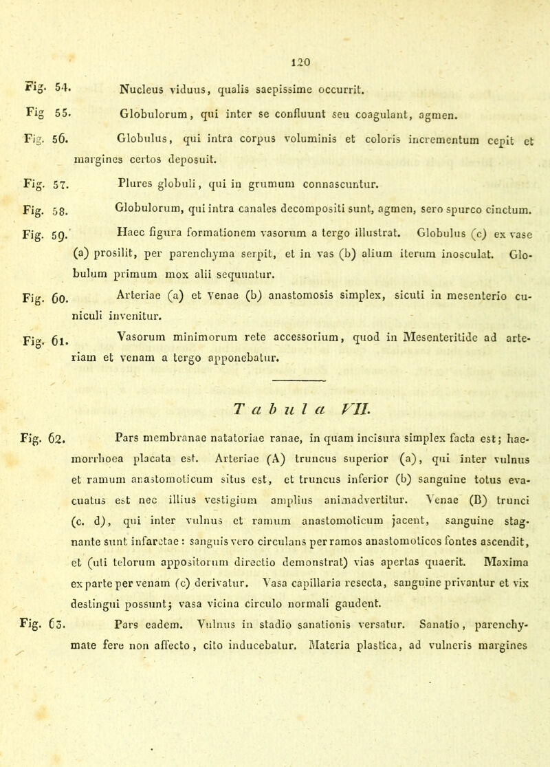 t'1o‘ 54. Nucleus viduus, qualis saepissime occurrit. Fig 55. Globulorum, qui inter se confluunt seu coagulant, agmen. Fig. 56. Globulus, qui intra corpus voluminis et coloris incrementum cepit et margines certos deposuit. Fig. 57. Plures globuli, qui in grumum connascuntur. Fig. 58. Globulorum, qui intra canales decompositi sunt, agmen, sero spurco cinctum. Fig. 59. Fig. 6o. Fig. 6l. Haec fig\ira formationem vasorum a tergo illustrat. Globulus (c) ex vase (a) prosilit, per parenchyma serpit, et in vas (b) alium iterum inosculat. Glo- bulum primum mox alii sequuntur. Arteriae (a) et Venae (b) anastomosis simplex, sicuti in mesenterio cu- niculi invenitur. Vasorum minimorum rete accessorium, quod in Mesenteritide ad arte- riam et venam a tergo apponebatur. Tabula VII. Fig. 62. Pars membranae natatoriae ranae, in quam incisura simplex facta est; hae- morrhoea placata est. Arteriae (A) truncus superior (a), qui inter vulnus et ramum anastomoticum situs est, et truncus inferior (b) sanguine totus eva- cuatus e&t nec illius vestigium amplius animadvertitur. Venae (B) trunci (c. d), qui inter vulnus et ramum anastomoticum jacent, sanguine stag- nante sunt infarctae: sanguis vero circulans per ramos anastomoticos fontes ascendit, et (uti telorum appositorum directio demonstrat) vias apertas quaerit. Maxima exparte per venam (c) derivatur. Vasa capillaria resecta, sanguine privantur et vix destingui possuntj vasa vicina circulo normali gaudent. Fig. 63. Pars eadem. Vsilnus in stadio sanationis versatur. Sanatio, parenchy- mate fere non affecto, cito inducebatur. Materia plastica, ad vulneris margines