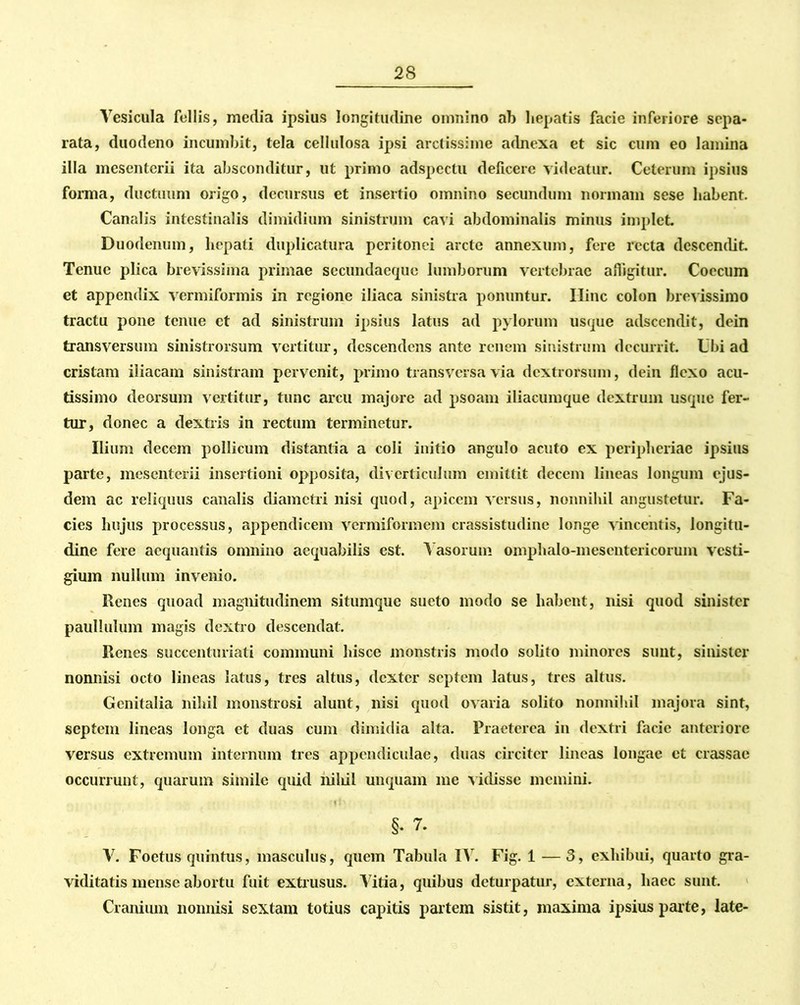 Vesicula fellis, media ipsius longitudine omnino ab hepatis facie inferiore sepa- rata, duodeno incumbit, tela cellulosa ipsi arctissime adnexa et sic cum eo lamina illa mesenterii ita absconditur, ut primo adspectu deficere videatur. Ceterum ipsius forma, ductuum origo, decursus et insertio omnino secundum normam sese habent. Canalis intestinalis dimidium sinistrum cavi abdominalis minus implet Duodenum, hepati duplicatura peritonei arcte annexum, fere recta descendit Tenue plica brevissima primae secundaequc lumborum vertebrae afligitur. Coccum et appendix vermiformis in regione iliaca sinistra ponuntur. Ilinc colon brevissimo tractu pone tenue et ad sinistrum ipsius latus ad pylorum usque adseendit, dein transversum sinistrorsum vertitur, descendens ante renem sinistrum decurrit. Ubi ad cristam iliacam sinistram pervenit, primo transversa via dextrorsum, dein flexo acu- tissimo deorsum vertitur, tunc arcu majore ad psoam iliacumque dextrum usque fer- tur, donec a dextris in rectum terminetur. Ilium decem pollicum distantia a coli initio angulo acuto ex peripheriae ipsius parte, mesenterii insertioni opposita, diverticulum emittit decem lineas longum ejus- dem ac reliquus canalis diametri nisi quod, apicem versus, nonnihil angustetur. Fa- cies hujus processus, appendicem vermiformem crassistudine longe vincentis, longitu- dine fere aequantis omnino aequabilis est. Vasorum omphalo-mesentericorum vesti- gium nullum invenio. Renes quoad magnitudinem situmque sucto modo se habent, nisi quod sinister paullulum magis dextro descendat. Renes succenturiati communi hisce monstris modo solito minores sunt, sinister nonnisi octo lineas latus, tres altus, dexter septem latus, tres altus. Genitalia nihil monstrosi alunt, nisi quod ovaria solito nonnihil majora sint, septem lineas longa et duas cum dimidia alta. Praeterea in dextri facie anteriore versus extremum internum tres appendiculae, duas circiter lineas longae et crassae occurrunt, quarum simile quid niliil unquam me vidisse memini. §- 7. V. Foetus quintus, masculus, quem Tabula IV. Fig. 1 — 3, exhibui, quarto gra- viditatis mense abortu fuit extrusus. Vitia, quibus deturpatur, externa, haec sunt. Cranium nonnisi sextam totius capitis partem sistit, maxima ipsius parte, late-