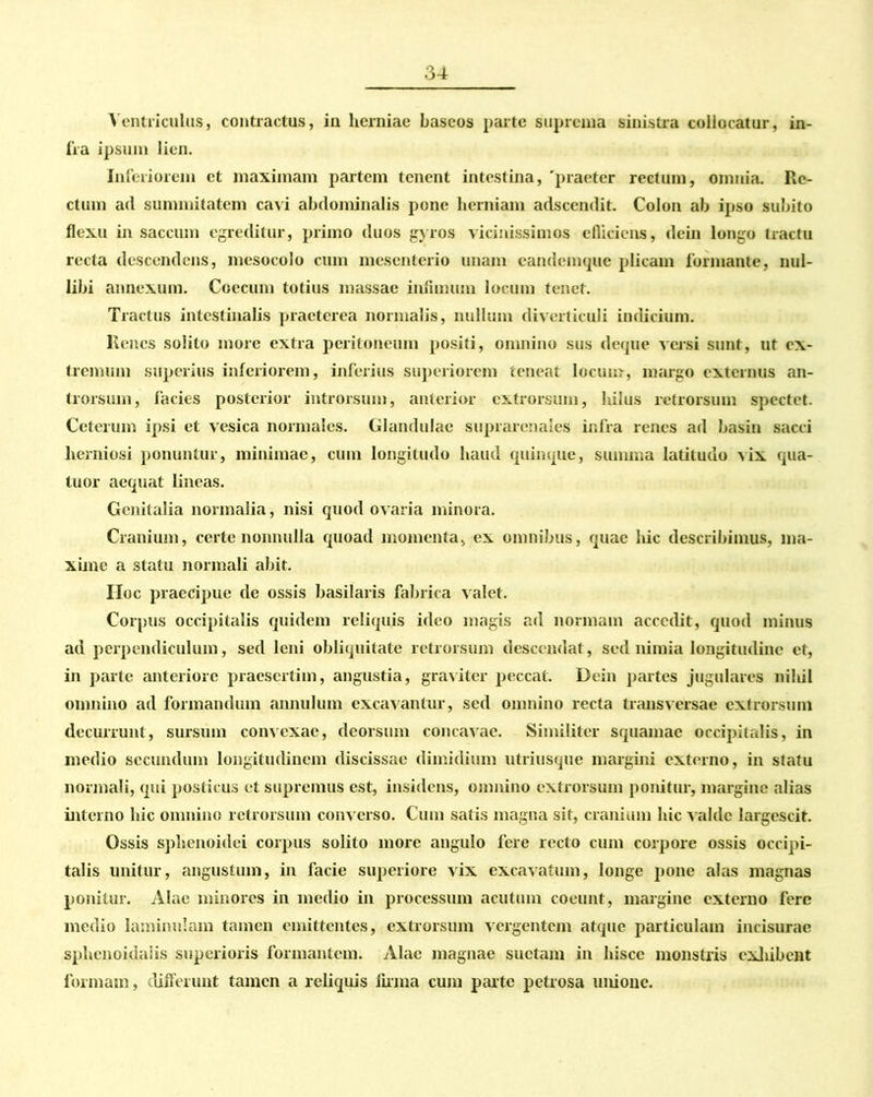 Ventriculus, contractus, in herniae baseos parte suprema sinistra collocatur, in- fra ipsum lien. Inferiorem et maximam partem tenent intestina, 'praeter rectum, omnia. Re- ctum ad summitatem cavi abdominalis pone herniam adseendit. Colon ab ipso subito flexu in saccum egreditur, primo duos gyros vicinissimos efiiciens, dein longo tractu recta descendens, mesocolo cum mesenterio unam eandemque plicam formante, nul- libi annexum. Coccum totius massae infimum locum tenet. Tractus intestinalis praeterea normalis, nullum diverticuli indicium. Renes solito more extra peritoneum positi, omnino sus deque versi sunt, ut ex- tremum superius inferiorem, inferius superiorem teneat locum, margo externus an- trorsmn, facies posterior introrsum, anterior extrorsum, hilus retrorsum spectet. Ceterum ipsi et vesica normales. Glandulae suprarenales infra renes ad basin sacci herniosi ponuntur, minimae, cum longitudo haud quinque, summa latitudo vix qua- tuor aequat lineas. Genitalia normalia, nisi quod ovaria minora. Cranium, certe nonnulla quoad momenta, ex omnibus, quae hic describimus, ma- xime a statu normali abit. Hoc praecipue de ossis basilaris fabrica valet. Corpus occipitalis quidem reliquis ideo magis ad normam accedit, quod minus ad perpendiculum, sed leni obliquitate retrorsum descendat, sed nimia longitudine et, in parte anteriore praesertim, angustia, graviter peccat. Dein partes jugulares niliil omnino ad formandum annulum excavantur, sed omnino recta transversae extrorsum decurrunt, sursum convexae, deorsum concavae. Similiter squamae occipitalis, in inedio secundum longitudinem discissae dimidium utriusque margini externo, in statu normali, qui posticus et supremus est, insidens, omnino extrorsum ponitur, margine alias interno hic omnino retrorsum converso. Cum satis magna sit, cranium hic valde largescit. Ossis sphenoidei corpus solito more angulo fere recto cum corpore ossis occipi- talis unitur, angustum, in facie superiore vix excavatum, longe pone alas magnas ponitur. Alae minores in medio in processum acutum coeunt, margine externo fere medio laminulam tamen emittentes, extrorsum vergentem atque particulam incisurae sphenoidalis superioris formantem. Alae magnae suctam in hisce monstris exhibent formam, differunt tamen a reliquis firma cum parte petrosa unione.