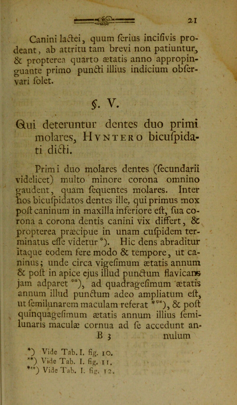 Canini ladei, quum ferius incifivis pro- deant , ab attritu tam brevi non patiuntur, & propterea quarto aetatis anno appropin- guante primo pun&i illius indicium obfer- vari lolet. §. v. Qni deteruntur dentes duo primi molares, Hvntero bicufpida- ti dicii. Primi duo molares dentes (fecundarii videlicet) multo minore corona omnino gaudent, quam fequentes molares. Inter hos bicufpidatos dentes ille, qui primus mox poli caninum in maxilla inferiore eft, fua co- rona a corona dentis canini vix differt, & propterea praecipue in unam cufpidem ter- minatus effe videtur *). Hic dens abraditur itaque eodem fere modo & tempore, ut ca- ninus ; unde circa vigefimum tetatis annum & poft in apice ejus illud punftum flavicar» jam adparet ad quadragefimum 'aetatis annum illud pun&um adeo ampliatum eft, ut femilunarem maculam referat ***), & poft quinquagelimum aetatis annum illius femi- lunaris maculae cornua ad fe accedunt an- B i nulum Vide Tab. I. fig. io. **) Vide Tab. I. fig. 11.