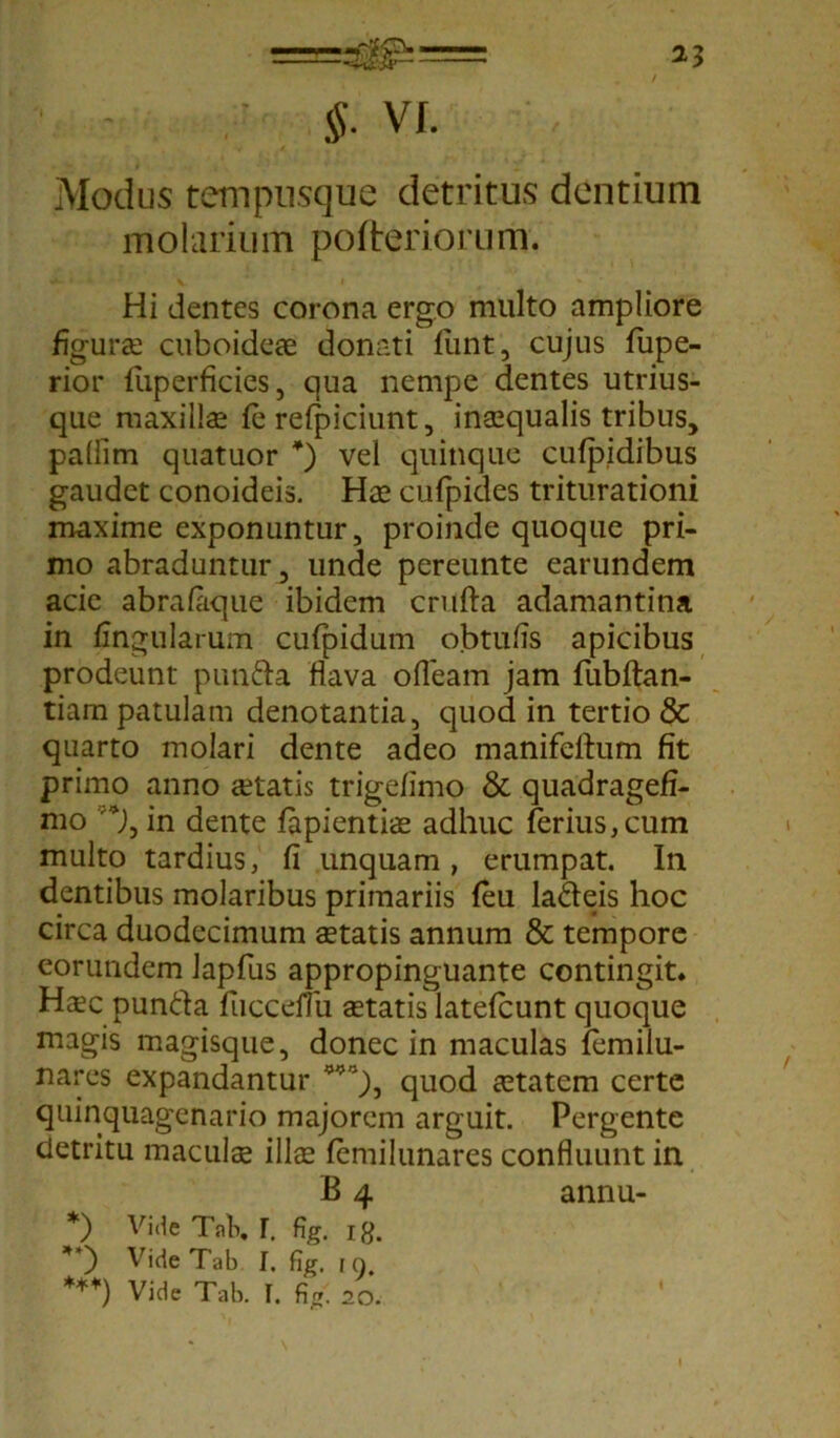 §■ vi. Modus tempnsque detritus dentium molarium pofteriorum. Hi dentes corona ergo multo ampliore figurae cuboideae donati funt, cujus fupe- rior lliperficies, qua nempe dentes utrius- que maxilla fe relpiciunt, inaequalis tribus, pallim quatuor *) vel quinque cufpidibus gaudet conoideis. Hae cufpides triturationi maxime exponuntur, proinde quoque pri- mo abraduntur, unde pereunte earundem acie abralaque ibidem crufta adamantina in lingularum cufpidum obtulis apicibus prodeunt punfta flava ofTeam jam fubftan- tiam patulam denotantia, quod in tertio & quarto molari dente adeo manifeftum fit primo anno aetatis trigefimo & quadragefi- mo v*j, in dente lapientis adhuc ferius,cum multo tardius, li unquam, erumpat. In dentibus molaribus primariis feu ladeis hoc circa duodecimum statis annum & tempore eorundem lapfus appropinguante contingit* Hsc punda fliccemi statis latefcunt quoque magis magisque, donec in maculas femilu- na.^es expandantur quod statem certe quinquagenario majorem arguit. Pergente detritu maculs ilis femilunares confluunt in B 4 annu- *) Vide TaK I. % i#. Vide Tab I, fig. io. ***) Vide Tab. I. figi 20. I