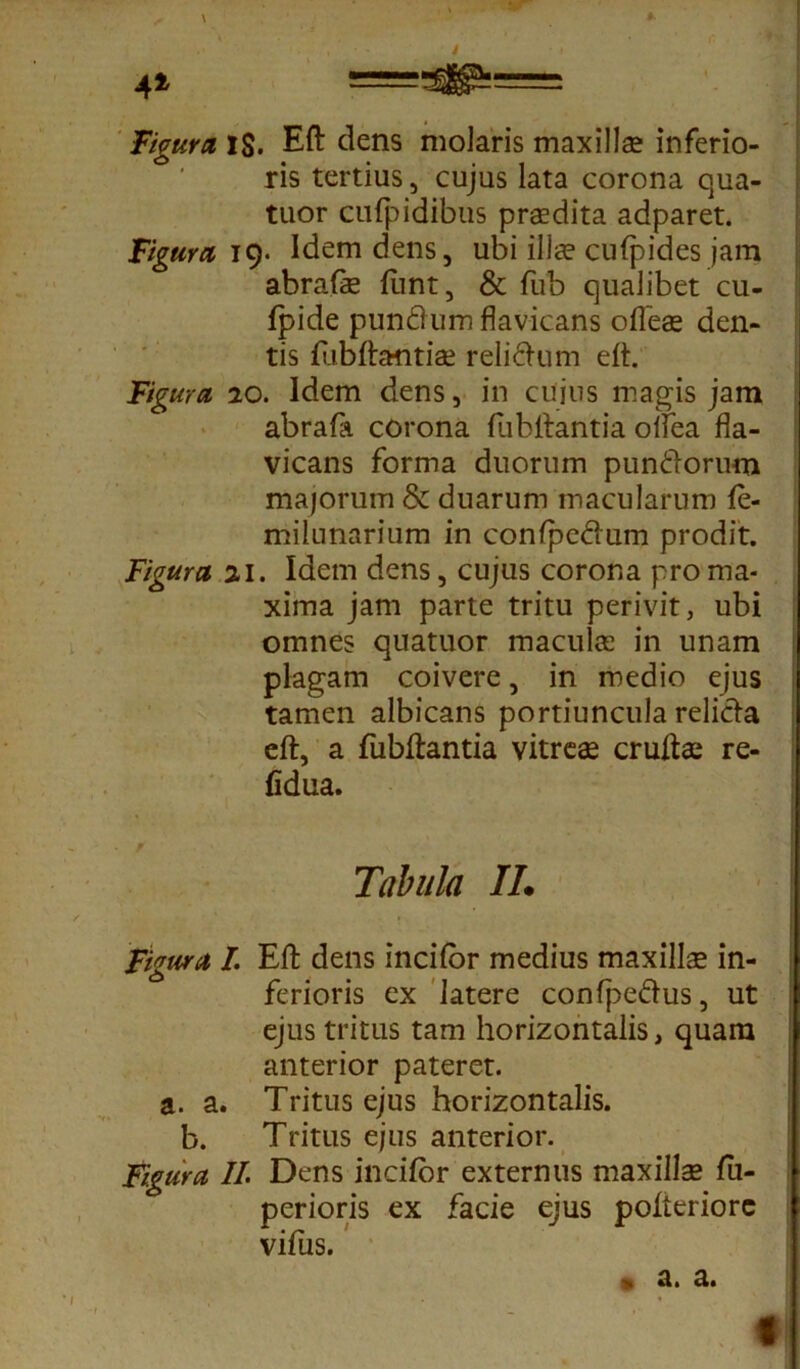 i 41 Figura 1$. Eft dens molaris maxillas inferio- ris tertius, cujus lata corona qua- tuor cufpidibus praedita adparet. Figura 19. Idem dens, ubi illae cufpides jam abrafae funt, & fub qualibet cu- fpide pundum flavicans oileas den- tis fiibftantiae relidum eit. Figura 20. Idem dens, in cujus magis jam abrafa corona fu bitant i a oifea fla- vicans forma duorum pundorum majorum & duarum macularum fe- milunarium in confpedum prodit. Figura 21. Idem dens, cujus corona pro ma- xima jam parte tritu perivit, ubi omnes quatuor macula: in unam plagam coivere, in medio ejus tamen albicans portiuncula relicta eit, a fubftantia vitreas cruftas re- fidua. Tabula II. Figura I. Eit dens incifor medius maxillae in- ferioris ex latere confpedus, ut ejus tritus tam horizontalis, quam anterior pateret, a. a. Tritus ejus horizontalis, b. Tritus ejus anterior. Figura II Dens incifor externus maxillae fii- perioris ex facie ejus poiteriorc vifus. > a. a. 1