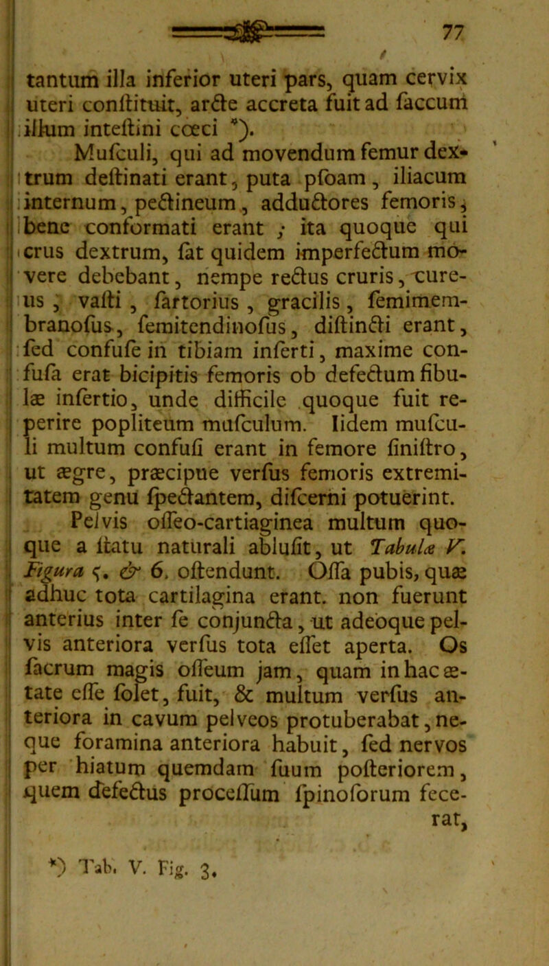 tantum illa inferior uteri pars, quam cervix uteri conllituit, arde accreta fuit ad faecum illum inteftini cceci *). Mufculi, qui ad movendum femur dex* : trum deftinati erant, puta pfoam , iliacum internum, pedineum, addudores femoris, bene conformati erant ; ita quoque qui , crus dextrum, fat quidem imperfedum mo- vere debebant, nempe redus cruris, cure- us , vafti , fartorius , gracilis, femimem- branofus, femitendinofus, diftindi erant, fed confufe in tibiam inferti, maxime con- fufa erat bicipitis femoris ob defedum fibu- : lae infertio, unde difficile quoque fuit re- i perire popliteum mufculum. Iidem mufcu- li multum confufi erant in femore finiftro, ut segre, praecipue verfus femoris extremi- tatem genu fpedantem, difeerni potuerint. Pelvis offeo-cartiaginea multum quo- que a itatu naturali ablufit, ut Tabula Figura & 6. oftendunt. Offa pubis, qute adhuc tota cartilagina erant, non fuerunt anterius inter fe conjunda, ut adeoque pel- vis anteriora verfus tota effiet aperta. Os facrum magis offeum jam, quam in hac ae- tate effe folet, fuit, & multum verfus an- teriora in cavum pelveos protuberabat, ne- que foramina anteriora habuit, fed nervos per hiatum quemdam fuum pofteriorem, quem defedus proceffum fpinoforum fece- rat,