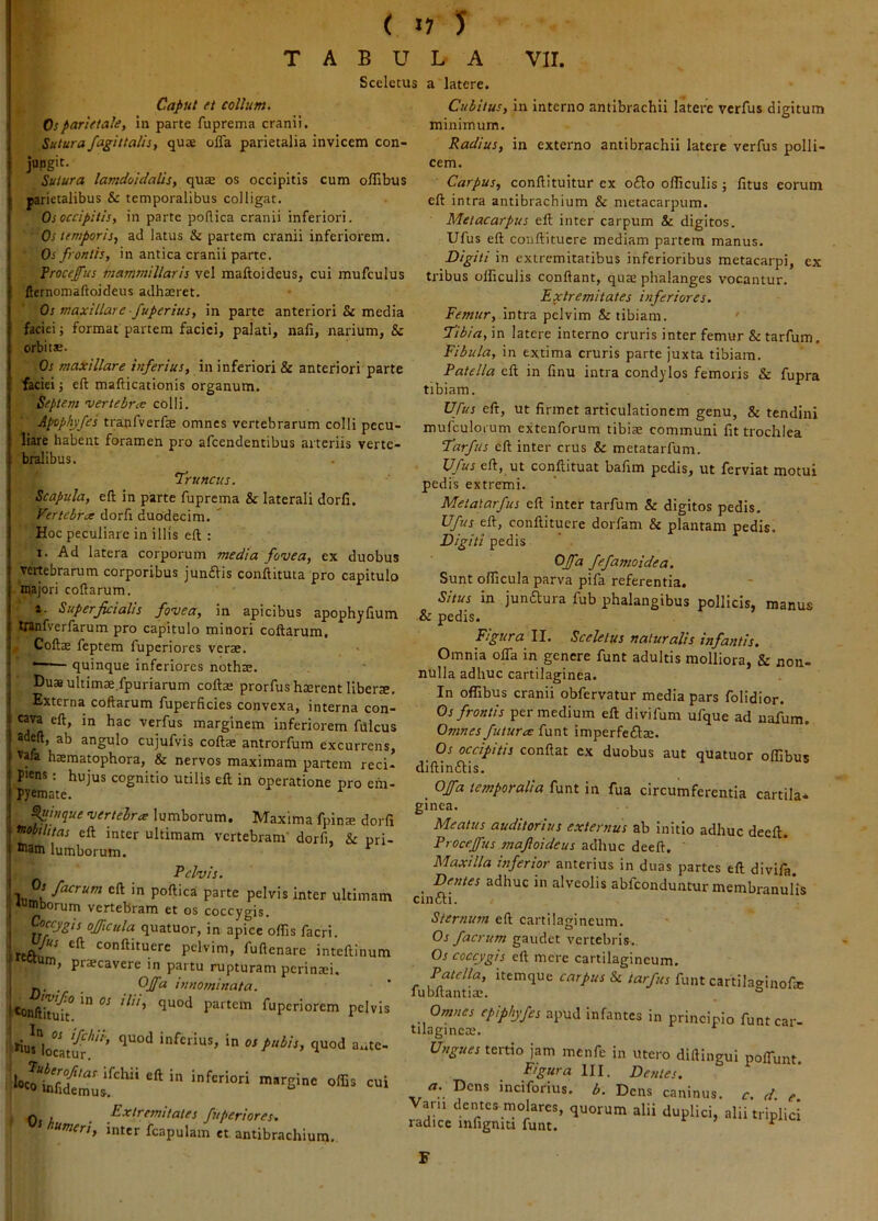 ( «7 J TABULA VII. Sceletus a latere. Caput et collum. I Ospurietale. In parte fuprema cranii. Sutura fagittalis, quae olTa parietalia invicem con- jungit. Sutura lamcioitlalis, qa:£ os occipitis cum olTibus parietalibus & temporalibus colligat. Os occipitis, in parte poftica cranii inferiori. Os temporis, ad latus & partem cranii inferiorem. Os frontis, in antica cranii parte. Vrocejfus mammillaris vel maftoideus, cui mufculus fternomaftoideus adhaeret. Os maxillare fuperius, in parte anteriori & media faciei j format partem faciei, palati, nafi, narium, & orbitae. Os maxillare inferius, in inferiori & anteriori parte faciei j eft mafticationis organum. Septem vertebrce colli. Apophyfes tranfverfae omnes vertebrarum colli pecu- liare habent foramen pro afcendentibus arteriis verte- bralibus. Truncus. \ Scapula, eft in parte fuprema & laterali dorfi. Vertebra dorft duodecim. Hoc peculiare in illis eft : I. Ad latera corporum media fovea, ex duobus j vertebrarum corporibus junfVis conftituta pro capitulo i majori coftarum. 1. Superficialis fovea, in apicibus apophyfium I tranfverfarum pro capitulo minori coftarum. i Coftze feptem fuperiores verse. ? ' quinque inferiores nothae. . Duas ultimae.fpuriarum cofts prorfus haerent liberae. ! Externa coftarum fuperficies convexa, interna con- I cava eft, in hac verfus marginem inferiorem fdlcus 1 adeft, ab angulo cujufvis coftae antrorfum excurrens, I ^afa haeraatophora, & nervos maximam partem reci- < Piens; hujus cognitio utilis eft in operatione pro em- I pyemate. ^ Cubitus, in interno antibrachli latere verfus digitum minimum. Radius, in externo antibrachii latere verfus polli- cem. Carpus, conftituitur ex oflo olTicuIis; litus eorum eft intra antibrachium & metacarpum. Metacarpus eft inter carpum & digitos. Ufus eft conftitucre mediam partem manus. Digiti in extremitatibus inferioribus metacarpi, ex tribus officulis conflant, quae phalanges vocantur. Extremitates inferiores. Femur, Intra pelvim & tibiam. Tibia, in latere interno cruris inter femur & tarfum. Fibula, in extima cruris parte juxta tibiam. Patella eft in finu intra condylos femoris & fupra tibiam. Ufus eft, ut firmet articulationem genu, & tendini mufculoium extenforum tibiae communi fit trochlea Tarfus eft inter crus & metatarfum. Ufus eft, ut conftituat bafim pedis, ut ferviat motui pedis extremi. Metalarfus eft inter tarfum & digitos pedis, Ufus eft, conftituere dorfam & plantam pedis. Digiti pedis OJfa fefamoidea. Sunt olTicula parva pifa referentia. Situs in junftura fub phalangibus pollicis, manus & pedis. Figura II. Sceletus naturalis infantis. Omnia olTa in genere funt adultis molliora, & non- nulla adhuc cartilaginea. In offibus cranii obfervatur media pars folidior. Os frontis per medium eft divifum ufque ad nafum. Omnes futurce funt imperfefta:. Os occipitis conflat ex duobus aut quatuor olfibus diftin£lis. _ Offa temporalia funt in fua circumferentia cartila* • 'vertelra lumborum. Maxima fpinse dorfi ' fnobihtas eft inter ultimam vertebram' dorfi, & pri- I ttam lumborum. ^ Pelvis. Inmk poftica parte pelvis inter ultimam ^wmborum vertebram et os coccygis. ■ Coccygis ojficula quatuor, in apice olfis facri. oonftituere pelvim, fuftenarc inteftinum 07, praecavere in partu rupturam perinaei, , . . Cffa innominata. portem fuperiorem pelvis *^^“us, in os pubis, quod aute- inferiori margine olfis cui infidemus-. I ^cri, inter fcapulam et antibrachium. Oj hunr^- Meatus auditorius externus ab initio adhuc deeft. Proceffus mafloideus adhuc deeft. Maxilla inferior anterius in duas partes eft divifa _ Dentes adhuc in alveolis abfeonduntur membranuHs cinai. Sternum eft cartilagineum. Os faerum gaudet vertebris. Os coccygis eft mere cartilagineum. Patella, itemque carpus & tarfus funt cartilaginofie fubftantiae. ° Omnes epiphyfes apud infantes in principio funt car- tilaginea;. Ungues tertio jam menfe in utero diftingui polfunt. Figura III. Dentes. a. Dens inciforius. b. Dens caninus, c. d. e. Vani dentes molares, quorum alii duplici, alii triplici radice infignm funt. ^ F