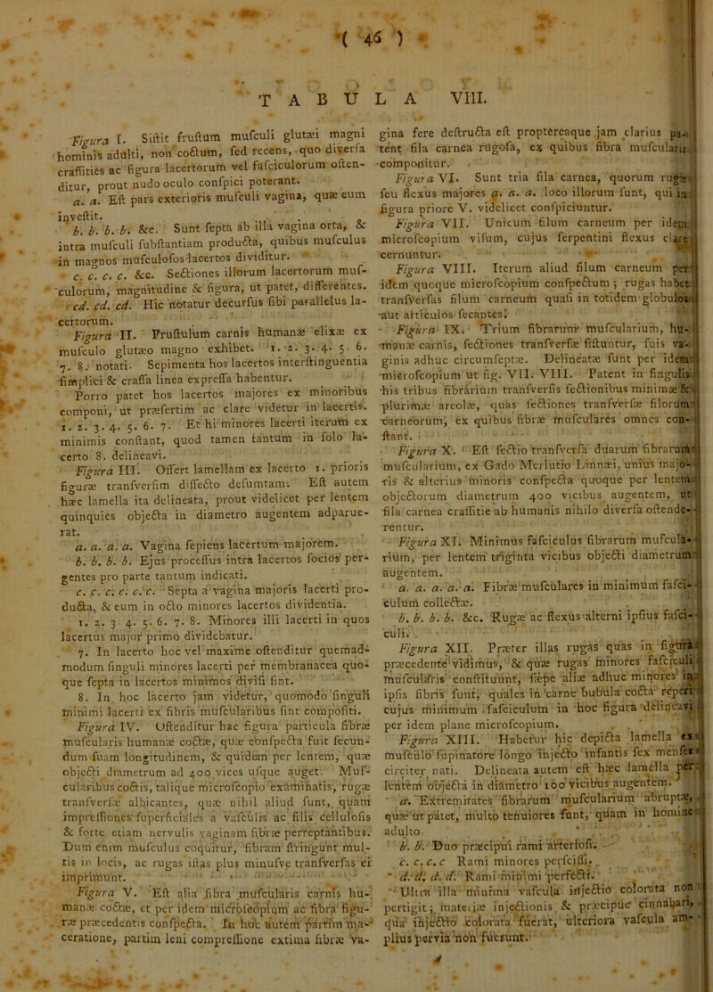 ( 4-5 ) tabula VIII. Phtira I. Siftlt fruftum mufcuU glutai magni hominis adulti, non coftum, fed recens,-quo diverfa craflities ac figura lacertorum vel fafciculorum often- ditur, prout nudo oculo confpici poterant. a. a. Eft pars exterioris mufCuli vagina, quae eum inveftit. ' . b. b. b. b. &c. Sunt fepta ab illa vagina orta, & intra mufculi fubftantiam produfta, quibus mufculus in mao^nos mufculofosdacertos dividitur. c. c. c. c. &c. Seftiones illorum lacertorum muf- 'culorum, magnitudine & figura, ut patet, differentes. cd. cd. cd. Hic notatur decurfus fibi parallelus la- certorum. Figura II. Fruftulum carnis humanae elixae ex mulculo glutaeo magno exhibet, 't. 2. 3. 4. 5- 6. 7. 8. notati. Sepimenta hos lacertos interftinguentia fimplici & craffa linea expreffa habentur. Porro patet hos lacertos majores ex minoribus componi, ut praefertim ac clare videtur in- lacertis, i. 2. 3. 4. 5. 6. 7. Et hi minores lacerti iterum ex minimis conflant, quod tamen tantum in folo la- certo 8. delineavi. Figura III. Offert lamellam ex lacerto i. prioris figurae tranfverfim diffeflo defumtamv Eft autem haec lamella ita delineata, prout videlicet per lentem quinquies objefta in diametro augentem adparue- rat. a. a. a. a. Vagina fepieiTS lacertum majorem. b. b. b. b. Ejus proceffus intra lacertos foeios per- gentes pro parte tantum indicati, c. c. c. r. c.c. Septa a vagina majoris lacerti pro- du6la, & eum in o£lo minores lacertos dividentia. 1. 2. 3 4. 5. 6. 7. 8. Minores illi lacerti in quos lacertus major primo dividebatur. 7. In lacerto hoc vel maxime oftenditur quemad- modum finguli minores lacerti per membranacea quo- que fepta in lacertos minimosj divifi fint. 8. In hoc lacerto jam videtur, quomodo finguli minimi lacerti ex fibris mufcularibus fint compofiti. Figura IV. Oftenditur hac -figura particula fibrre mufcularis humanre coftre, quae cbnfpedla fuit fecun- dum fuam longitudinem, & quidem per lentem, quae objccjti diametrum ad 400,vices ufque a_uget. Muf- cularibus coftis, talique microfeopio examinatis, rugm tranfverfae albicantes, quae nihil aliud funt,. quam imprelfiones'fupcrficialcs a vafcUlrs ac filis cellulofis & forte etiam nervulis vaginam fibrae perfeptantibus.- Duni enim mufculus coquitur, fibram ftvingunt mul- tis ip locis, ac rugas illas plus minufvc tranfverfas ei imprimunt. ■ ‘ ■ ■ Figura V. Eft alia fibra mufcularis carnis hu-, manae coftae, et per idem itlidfbfcbpiqm ac fibra'Rgu- rK praecedentis conffiefla. In hoc autem ]^arti'm ma-* ccratione, paitim leni comprelfione extima fibra: va- gina fere deftru£la eft proptereaque ,]am clarius pa- tent fila carnea rugofa, ex quibus fibra mufcularii: •componitur. i Figura VI. Sunt tria fila carnea, quorum rugie-? feu flexus majores q, a. a, loco illorum funt, qui iu figura priore V. videlicet confpiciuntur. Figura VII. Unicum-filum carneum per idepi microfeopium vifum, cujus ferpentini flexus clare cernuntur. Figura VIII. Iterum aliud filum carneum per- idem quoque microfeopium confpeflum ; rugas habet tranfverfas filum carneum quali in totidem globulos 1 -aut afticulos fecantesi • ' - Figura- IX. Trium fibrarum* mufcularium, hu- i -manse carnis, fe£liones tranfverfae fiftuntur, fuis va ginis adhuc circumfeptre. Delineatae funt per idem! -mierofeopium ut fig. VIL Vlll. Patent in fingulis i •his tribus fibririum tranfverfis feflionibus minima; plurimae areolae, quas feflioncs tranfverfie filorumi •carneorum, ex quibus fibrae mufculares omnes con-1 liant, i ' Figura X. ' -Eft feftio tranfverfa duarum fibrarum mufcularium, ex Gado Mcrlutio Linnaei, u-nihs majo--?. •ris fb alterius minoris confpedla quoque per lenteniq| objcftorum diametrum 400 vicibus augentem, uti fila carnea craffitie ab humanis nihilo diverfa oftende- j rentur. 'I Ftgura'^\. Minimus fafciculus fibrarum mufcnla-j rium, per lentem triginta vicibus objcfti diametrum-j augentem. a. a. a. a.-a. Fibrae mufculares in minimum fafei- culum collefta;. b. b. b. b. &c. Rugae ac flexus alterni ipfius fafei- 'culi. . Figura XII. Praeter illas rugas quas in fighri praecedente'vidimfis, & quae rugas fninores fafcfculi^ mufcularis' conftiluunt, faepe alia; adhuc minores’i% ipfis fibris funtj quales in'carne bubilia co6la r^pri*! cujus minimum ifafciculum in hoc figura‘delindavi per idem plane microfeopium. Figura XIII. Habetlir hic depifta lamella ex mufciilb'fiipinatore longo ihjeflo infantis fex menfe* circiter nati, Delineata autem'eft haec lamella |)cr lenterri ohjefta in diametro 100 vicibus augeutem. ^^. E^tfrenriirates fibrarum rnufcularium abrupt», J qiiae ut patet, multo tenuiores funt, qiiam in homine^ adulto. ^ ' <5“. Duo praecipui fami aVterlofi. - c. c. c.c Rami minores perlcifll. ■ d.'d',d.d. Rami fnitiimi'pcrfcEli. *• Ultrn illa minfma vafcula iiijeftio colorata non pertigitmateiiae injeftionis, & praecipue cinnaljar'» • qua' ihjdflfb 'colorata fuerat, ulteriora vafcula ain-• piius pervia ’noh fuerunt.-