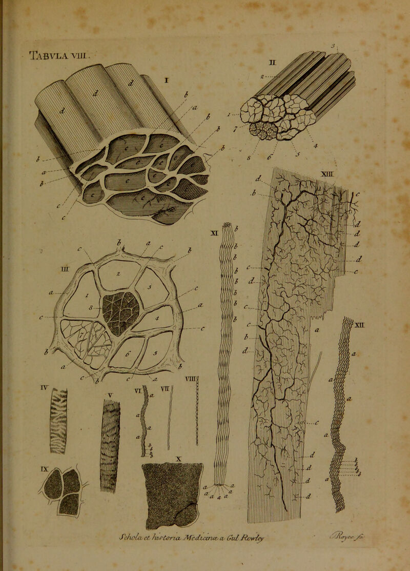 Schola et hxrtorta Medicina^ a (dul Jiow/ey