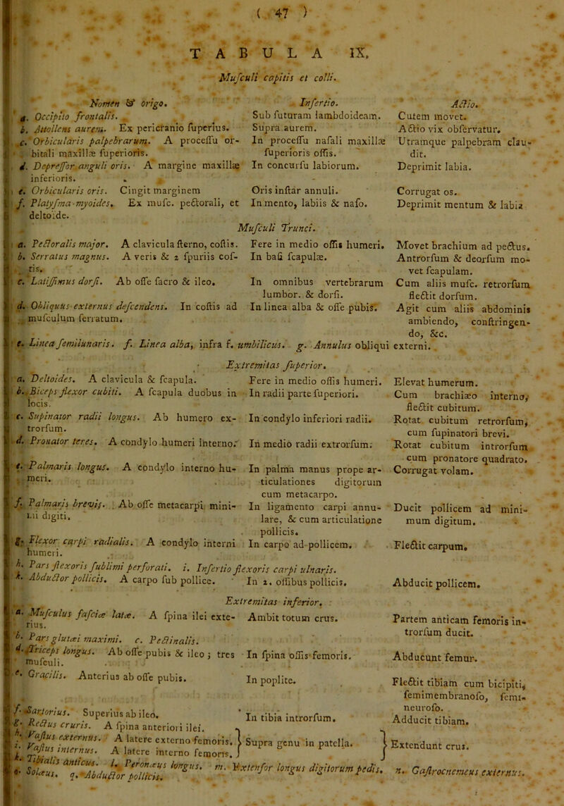 ( 47 ) TABULA IX. MufcuH capitis et colli. Nofrtett ^ origo, 0. Occipito frontalis. b. Pttollens aurem. Ex pericranio fupcrlus. Infertio. Sub futaTam lambdoideam. Supra.aurem. Aaio. Cutem movet. Aftiovix obfervatur. v> c. Orbicularis palpehraruni. A procelTu or- In procelTu nafali maxillae Utramque palpebram clau* 1 bitali maxillae fuperiorrs. fuperioris offis.  dit. d. Deprejfor^anguli oris. A margine maxillae In concurfu labiorum. Deprimit labia, i inferioris. ^ e. Orbicularis oris. Cingit marginem Gris inftar annuli. Corrugatos, l /, Platyfma-myoides, Ex mufc. peftorali, et In mento, labiis & nafo. Deprimit mentum & labia b deltoide. Mufculi Trunci. i a. PeHoraUs major. A clavicula fterno, coftis. Fere in medio offis humeri. Movet brachium ad pe£tus. i b. Serratus magnus. A veris & z fpuriis cof- In bali fcapulae. Antrorfum & deorfum rao- ^ ’ vet fcapulam. S' c. Latijpmus dorfi. Ab ofle facro & ileo. In omnibus vertebrarum Cum aliis mufc. retrorfum . lumbor. & dorfi. fledlit dorfum. I d. Obliquus-externus dejceridens. In coftis ad In linea alba & ofle pubis'. Agit cum aliis abdominis || mufculum feiiatum, ambiendo, conftringen- do, &c. J ' t. Linea femilunaris. f. Linea alba, infra f. umbilicus, g. Annulus ohliqui externi. , • Extremitas fuperior, a. Deltoides, A clavicula & fcapula. Fere in medio offis humeri. Elevat humerum. Ii b. iBiceps flexor cubiti. A fcapula duobus in In radii parte fuperiori. Cum brachiao interna,> . locis. fleftit cubitum. 1 t. Supinator radii longus. Ab humero ex- In condylo inferiori radii. Rotat cubitum retrorfum,  trorfum - ’ cum fupinatori brevi. f d. Pronator teres, A condylo humeri Interno.'' In medio radii extrorfum; Rotat cubitum introrfutn i „ cum pronatore quadrato. H t. ratmans longus. A condylo interno hu- In palma manus prope ar- Corrugat volam. |n meri. ticulationes digitorum i _ _ cum metacarpo. IA ^ulmaris brevi}. _ Ah oiPc metzczrpi mlm-- In ligamento carpi annu- Ducit pollicem ad minl- u ui digiti. lare, & cum articulatione mum digitum. pollicis. f. Flexot carpi radialis. A condylo interni In carpo ad-pollicem. humeri. b. Pars flexoris fublimi perforati, i. Infertio flexoris carpi ulnaris, k. Abduaorpollicis. A carpo fub pollice. ' In z. olfibuspollicis. Extremitas inferior, ■ u. Mufculus fafcice lati£. A fpina ilei cxte- Ambit totum crus, nus. b. Pars glutei maximi, c. PeBinalis. .fTriceps longus. Ab olfe pubis & iJeo j tres In fpina offis-femoris. mufculi. Gracilis. Anterius ab offie pubis. In poplite. ■ Fleflit carpum. Abducit pollicem. Partem anticam femoris in- trorfum ducit. Abducunt femur. In tibia Introrfum. Fleftit tibiam cum bicipiti, femimembranofo, femi- neurofo. . Adducit tibiam. ! /’ '^^Klorius. Superius ab ileo. I S- Reaus cruris. A fpina anteriori ilef, .. • raflus externus. A latere externo-femoris, l ! «• Solxusl pedis, n. Caflrocnemeus externu.