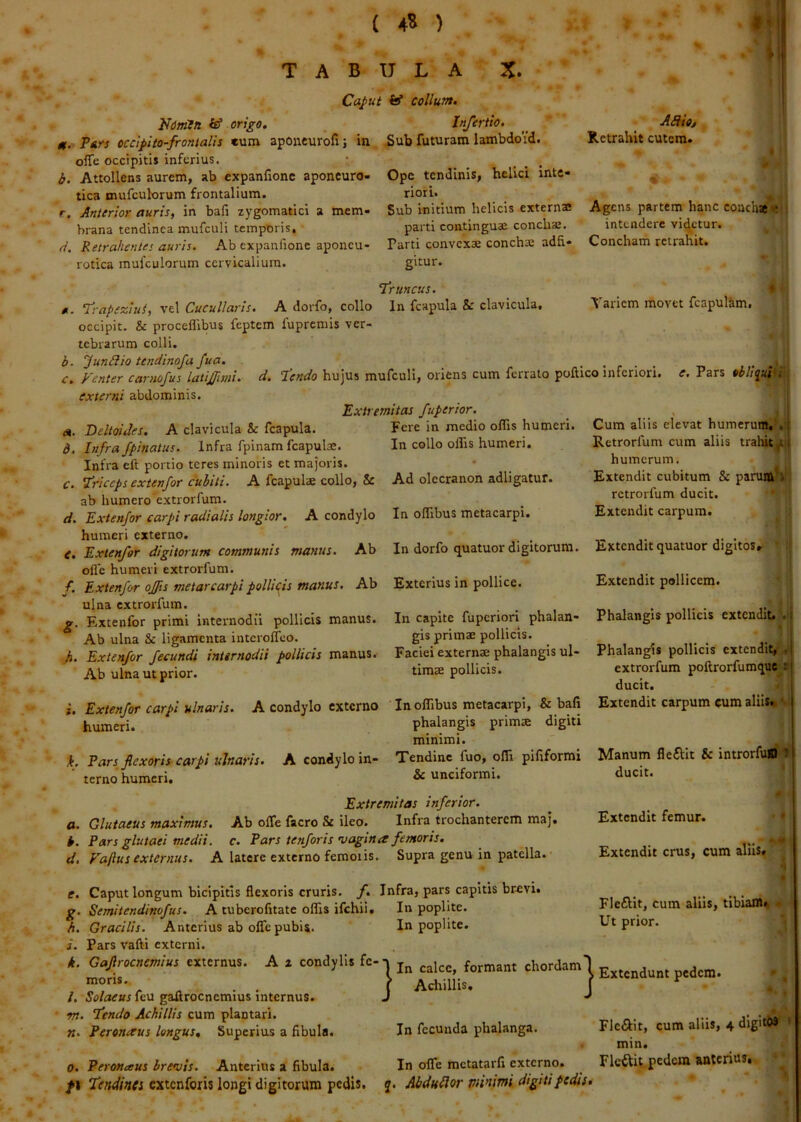 ( 4« ) TABULA X. *♦ i Caput colluTn. Ifomtn origo. Infertio. 0. Pars occipito-frontalis cum aponcurofi; in 5ub futuram lambdoid. offe occipitis inferius. • _ _ _ _ b. Attollens aurem, ab expanfione aponeuro- Ope tendinis, helici mte- tica mufculorum frontalium. riori. r. Anterior auris, in bafi zygomatici a mem- Sub initium helicis externas hrana tendinea mufculi temporis, parti contingua; concha?. ri. Retrahentes auris. Ab expanfione aponcu- Parti convexae conchs adfi* rotica mufculorum cervicalium. gitur. AbHoj Retrahit cutem. « % Agens partem hanc coachje<'i intendere videtur. Concham retrahit. truncus. ». trapeziui, vel Cucullaris. A dorfo, collo In fcapula & clavicula, occipit. & proceflibus feptem fupremis ver- tebrarum colli. b. Jungito tendinofa fua. 4-. p'enter carnofus latiffmi. d. tendo hujus mufculi, oriens cum ferrato poftico inferiori, e. Pars obliiuini externi abdominis. « Variem movet fcapulam. Extremitas fuperior. ek. Deltoides. A clavicula & fcapula. Fere in medio offis humeri. d. Infra fphiatus. Infra fpinam fcapulse. In collo offis humeri. Infra eft portio teres minoris et majoris. c. triceps extenjor euhiti. A fcapulae collo, & Ad olecranon adligatur. ab humero extrorfum. d. Extenjor carpi radialis longior. A condylo humeri externo. e. Extenjor digitorum communis manus. Ab ofle humeri extrorfum. /. Extenjor ojfts metarcarpi pollicis manus. Ab ulna extrorfum. g. Extenfor primi internodii pollicis manus. Ab ulna & ligamenta intcrolfeo. h. Extenjor fecundi internodii pollicis manus. Ab ulna ut prior. In offibus metacarpi. In dorfo quatuor digitorum. Exterius in pollice. In capite fuperiori phalan- gis primae pollicis. Faciei externae phalangis ul- timae pollicis. i. Extenjor carpi ulnaris. A condylo externo humeri. Pars flexoris carpi ulnaris. A condylo in- terno humeri. In offibus metacarpi, & bafi phalangis primae digiti minimi. Tendine fuo, offi pififormi & unciformi. Cum aliis elevat humerunu*^ Retrorfum cum aliis trahit humerum. Extendit cubitum & paruarf^'; retrorfum ducit. Extendit carpum. Extendit quatuor digitos» • :j I I Extendit pollicem. ' ■ Phalangis pollicis extendit.'. Phalangis pollicis extendit, extrorfum poftrorfumque^d ducit. V Extendit carpum cum aliis» *.! Manum fle£Ut & introrfuC t ducit. ' Extremitas inferior. a. Glutaeus maximus. Ab olfe facro & ileo. Infra trochanterem maj. b. Pars glutaei medii, c. Pars tenjoris nsagina femoris, d. Vafius externus. A latere externo femoiis. Supra genu in patella. Extendit femur. • Extendit crus, cum allis^ e. Caput longum bicipitis flexoris cruris, f. g. Semitendinofus. A tubcrofitate offis ifchii. h. Gracilis. Anterius ab olfe pubis. 3. Pars vafli externi. k, Gaflrocnemius externus. A z condylis fe- moris. /. Solaeus feu gaflrocnemius internus. m. tendo Achillis cum plantari. n. Peronaus longus. Superius a fibula. Infra, pars capitis brevi. In poplite. In poplite. } In calce, formant chordam f Adiillis. In fecunda phalanga. 1 0. Peronaus brevis. Anterius a fibula. In ofle metatarfi externo. /I tendinei extenforis longi digitorum pedis, j. Abducor minimi digiti pedis. Fleftit, cum aliis, tibiam» • Ut prior. Extendunt pedem. Flc&it, cum aliis, 4 digitW • min. Flcitit pedem anterius,. ^^ ; It ? 1