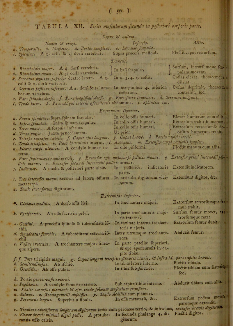 _ ^ ( 50 ) TABULA XII. Series mufcnlorum fecunda in peferiori corporis parte, Nomen ^ origo A/Iio, FIc6lit caput retrorfum. Sf1 Caput S” collum Infertio. a. '1’emporalis. b. Maffeter. d. Porlio complexi, e. Levator fdapula;. c. Splenius. A 3. colli & 5 dorfi vertebris. Supra procefs. maftoid. ‘Truncus. a. Rhomboides major. A 4. dorfi vertebris. ] fcapula;. b, Rhomboides miner. A 3. colli vertebris. • J r ^ C. Serratus pojlicus fuperior dextro latere. A3. In z.3. 4. 5. collis. colli & z. dorfi vertebris. _ _ _ _ _ ^ d. Serratus pojlicus inferior. A z. dorfi & 3* marginibus 4. inferior. Collas deprimit, tlroracen^ borum yertebris. collarum. contrahit, &c. e. Pars/pinalis dorfi. {. Pars loHgiJfmi dorfi. g- Pars facro lumbaris, h. Serratus magnus. '?] /, Tendo latus, k. Pars obliqui interni ajcendentis abdominis, l. SphinBer ani. , . Extremitas fuperior, . a. Supra fpinatus, fupra fpinam fcapulae.' In collo olfis humeri. ‘ Elevat humerum cum aliis.T b. Infra fpinatus. Infra fpinam fcapulse. In cpllo olfis humeri. Retrorfum trahit humerura.h^i: Surfum, introrfumque fc^ pulam movent. Collas elevat, thoracemqueT dilatat. Extrorfum retrorfum& de-- orfuin humerum trahk. c. Teres minor. A fcapula inferius. In collo ollis humeri. d. Teres major. Juxta praecedentem. Ut prior. e. Triceps extenfor cubiti, f. Caput ejus longum, g. Caput breve, h. Portio capitis tertii, i. Tendo tricipitis, k. Pars brachialis l. Anconeus, m. Extenfor carpi radiaUs longior. Plexor carpi ulnaris. A condylo humeri in- In olle pififormi. _ Fledlit manum cum aliis. o. Pars fupinatoris radii brevis, p. Extenfor offis metacarpi pollicis manus, q. Exienjor primi internodii ptU licis manus, r. Extenfor fecundi internodii pollicis manus, s. Indicator. A media & polteriori parte ulnae. In pofteriori indicatoris ' • parte. /. Tres inieroffei manus externi ad latera offium In articulo digitorum vici- metacarpi. i horum. K. Tendo exienjorum digitorum. Extremitas inferior, Gluteeus medius. A dorfo olfis ilei. In trochantere majori. Extendit indicatorem. Extendunt digitos, &c. b. Pyriformis. Ab olTe facro in pelvi. Extrorfum retrorfumque fe« mur trahit. Surfum femur movet, ejf< trorfumque rotat. Extrorfum femur ducit. ' j Abducit femur. In parte trochanteris majo- ris interna. *. Gemini. A procelTu fpinofo & tuberbfitate if- In cavitate interna trochan- chii, teris majoris. d. Pluadratns femoris. A tuberofitate externa if- Inter utrumque trochante- chii. tem. e. Faftus externus. A trochantere majori linea- In parte patellas fuperiori, que afpera. & ope aponeurofis in ca- pite tibiae. f. f. Pars tricipitis magni, g. Caput longum tricipitis flexoris cruris, infra id, pars capitis brevis. k. Semitendinofus. Ab ifchio. In tibiae latere interno. i. Gracilis, Ab olTe pubis. In tibia LxPofartorio, Fleftit tibiam. Fledit tibiam cum fartorip^ ! &c. i. Portio parva vafii externi: l. Popliteeus. A condylo femoris externo. Sub capite tibia: interno m. Venter carnofus plantaris IsS ejus tendo foleetim mufculum tranfiens. n. Solceus. 0. Tendo gemelli abfcijfus. p. Tendo Achillis cum plantari. q. Peronceus longus. Superius a fibula. In ofla metatarfi, &c. Abducit tibiam cum aliil» | ■ Extrorfum pedem parumque extendit. '* r. Tendines extenforum longorum cUgitorum pedis cum peronaeo tertio, & infra hos, e.xtenfor brevis digitoeuM^ !j s. Flexor brevis minimi digiti pedis. A protube- . In fecunda phalanga 4, di« Fleilit digitos. . rantia oflis calcis. . gitorum. >■ '31