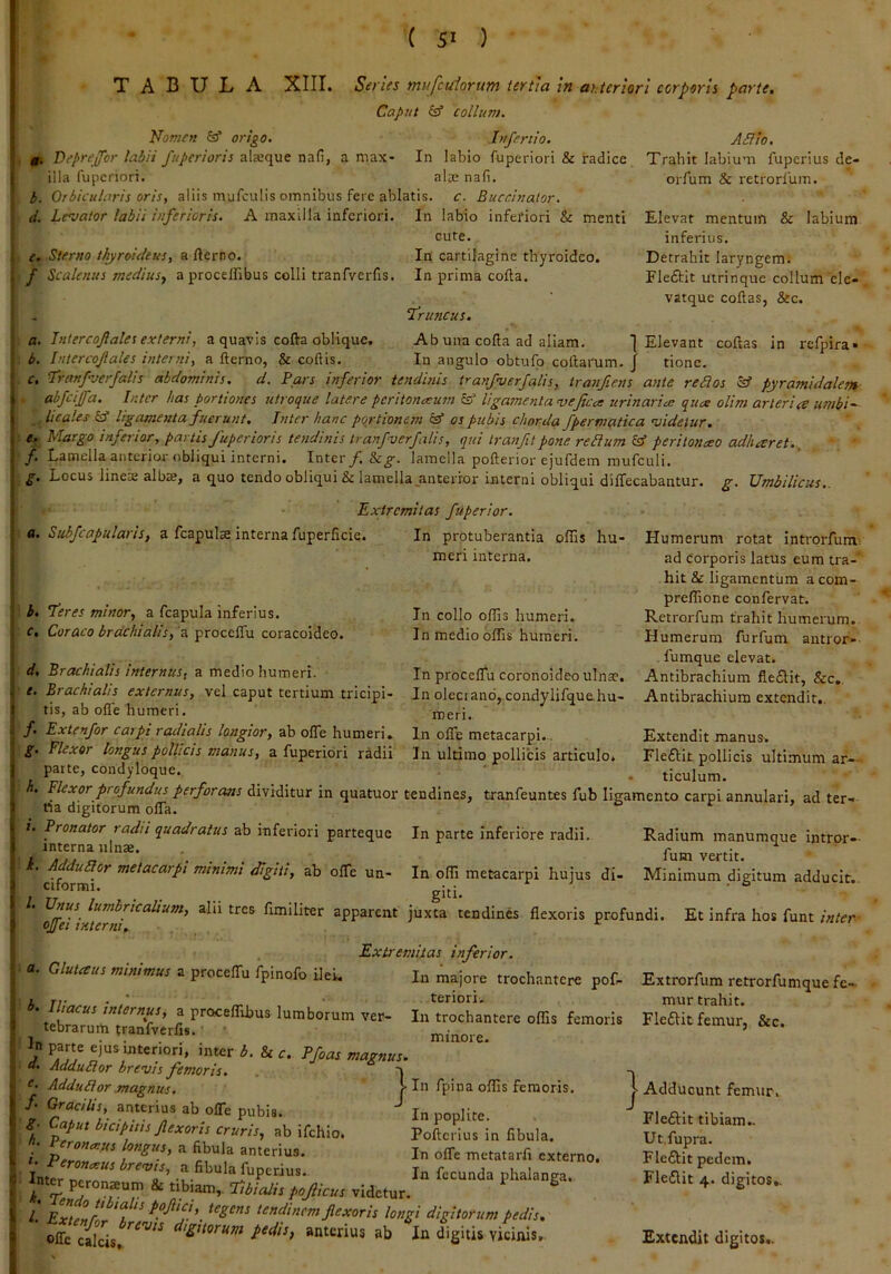 TABULA XIII. Series mufctdorum tertia in arteriori corporis parte Caput collum. Nomen origo. Jnfertio. 0. Deprejfor labii fuperioris al^eque nafi, a max- In labio fuperiori & radice illa fuperiori. alje nafi. b. Orbicularis oris, aliis mufculis omnibus fere ablatis, c. Buccinator, d. Lrvator labii inferioris. A maxilla inferiori. AN io. Trahit labium fuperius de- orfum & rctrorfum. e. Sterno thyroideus, a fterro. f Scalenus mediusy a procelfibus celli tranfverfis. a. Jntercoftales externi b. Intercojiales interni. a quavis cofta oblique, a fterno, & coftis. In labio infefiori & menti cute. In cartilagine thyroideo. In prima cofta. truncus. Ab una cofta ad aliam. In angulo obtufo coftaimm. Elevat mentum & labium inferius. Detrahit laryngem. Fleftit utrinque collum cle- vatque coftas, &c. in refpira < 1 Elevant coftas ^ J tione. c. tranfverfalis abdominis. d. Pars inferior tendinis tranfverfalis, tranfiens ante reNos pyramidalem abfcijfa. Inter has portiones utroque latere peritoneum cf ligamenta vejica urinarie que olim arteria umbi^ hcales ligamenta fuerunt. Inter hanc portionem fef os pubis chorda fpermatica videtur, e. Margo inferior, partis fuperioris tendinis tranfverfalis, qui tranfit pone redum & peritoneo adharet., /. Lamella anterioi-obliqui interni. Inter/. lamella pofterior ejufdem mufculi. g. Locus lineae albae, a quo tendo obliqui & lamella^anterror interni obliqui diffecabantur. g. Umbilicus.. Extremitas fuperior. a. Subfcapularis, a fcapulae interna fuperficie. b. teres minor, a fcapula inferius. c. Cor aco brachialis, 'a proceflu coracoideo. In protuberantia offis hu- meri interna. In collo offis humeri. In medio offis humeri. In proceffu coronoideo ulna?. In olectand, condylifque.hu- meri. In olfe metacarpi... In ultimo pollicis articulo. Humerum rotat introrfum> ad corporis latus eum tra-' hit & ligamentum a com- preffione confervat. Retrorfum trahit humerum. Humerum furfum autror- fumque elevat. Antibrachium flefUt, &c. Antibrachium extendit.. Extendit manus. Fleftit pollicis ultimum ar- ticulum. d. Brachialis internus, a medio humeri. e. Brachialis externus, vel caput tertium tricipi- tis, ab ofle humeri. /. Extenfor carpi radialis longior, ab ofle humeri. g. Flexor longus pollicis manus, a fuperiori radii parte, condyloque. h. Flexor profundus perforans dividitur in quatuor tendines, tranfeuntes fub ligamento carpi annulari, ad ter na digitorum ofla. ». Pronator radii quadratus Bh mhnon parteque In parte inferiore radii. Radium manumque intror interna ulnae. r ~ 'cifor^^^ mtnimi digiti, ab oflTe un- In offi metacarpi hujus di- Minimum digitum adducit l. Unus lumbrtcaUum, alii tres fimiliter apparent juxta tendines flexoris profundi. Et infra hos funt intei ojjet interni, ^ Extremitas inferior. a. Gluiaus mimmus a proceffu fpinofo ilei. In majore trochantere pof- Extrorfum retrorfumque fe- 1 Ti- . ' • teriori. mur trahit. In trochantere offis femoris Flcait femur, &c. i 'n*er b. & r. Pfoas magnus. «• Adductor brevis femoris. T /• In fpina offis femoris. In poplite. Pofterius in fibula. In offe metatarfi externo In fecunda phalanga. f, AdduNor .magnus, /• Gracilis, anterius ab offe pubia. g- Caput bicipitis flexoris cruris, ab ifchlo. ^roneus longus, a fibula anterius. Peroneus brevis, a fibula fuperius. ^nt« peroneum & tibiam,, tibialis pojlicus videtur.^ l, Extenlrr ‘a tendinem flexoris longi digitorum pedis. offe cilcis. ‘^‘ddorum pedis, anterius ab In digitis vicinis. ^ Adducunt femur. Fleftit tibiam.. Ut.fupra. Fleffit pedem. Fleflit 4. digitos..