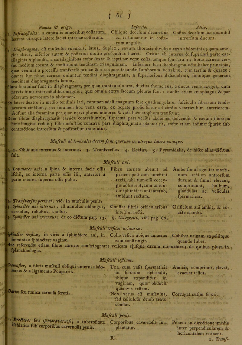 ( y Homen 6^ origo. , InfracoftaUi ; a capitulis minoribus coftarum, bserent utroque latere faciei interna coftarum. c; )ii«t Injertio. A£Ho. Oblique deorfum decurrunt Coftas deorfura ac nonnihil & tertninantur in cofta- introrfum ducunt, rum angulis. i|. Diaphragma, eft mufculus robuft^us, latus, duplex; cavum thoracis dividit a cavo abdominis; pars ante- rior altius, inferior autem & pofterior multo profundius haeret. Oritur ab interna & fuperiori parte car- tilaginis xiphoidis, a cartilaginibus coftae fextae & feptims veraj coftarumque fpuriarum ;■ fibrae carneae ver- fus medium coeunt & conftituunt tendinem triangularem. Inferiori loco diaphragma ofto habet principia, quae veniunt a procelTu tranfverfo primae & a corpore fecundae lumborum vertebrae, tum tertiae & quartae : omnes hae fibrae carneae uniuntur tendini diaphragmatis, a fuperioribus delcendenti, fimulque generant tendinem diaphragmatis latum. ?lura foramina'funt in diaphragmate, per quae tranfeunt aorta, duflus thoracicus, truncus venae azygos, cum nervis binis intercoftalibus magnis; quae omnia extra faecum pleurae funt ; tranfit etiam cefophagus & par oftavum nervorum in abdomen, rix latere dextro in medio tendinis lati, foramen adefl; magnum fere quadrangulare, fafciculis fibrarum tendi- nearum cinftum ; per foramen hoc vena cava, ex hepate proficifeitur ad cordis ventriculum anteriorem. Adfunt alia foramina per quae nervi plures minores & vafa haematopliora tranfeunt. Dum fibrae diaphragmatis carrieaE-contrahuntur,' fuprema pars verfus abdomen defeendit & cavum thoracis hinc longius reddit; fub motu hoc concava pars diaphragmatis planior fit, coftae etiam infimae fpuriae fiib contra61ione introrfum & poftrorftlm trahuntur. ij® |B'( Mufculi abdominales decem funt quorum ex utroq^ue latere quinque. ii, 1. Obliquus externus; & internus; 3 . Tranfverfus. 4. Re£lus; 5, fuit. Pyramidalis, de hifce alias^diAura fir. • ■ Mufculi ani. 1. Levatores ani; a fpina & interna facie offis ifchii, ac interna parte offis ilii, anterius a parte interna fuperna offis pubis. t. Tranfvtrfusperineei, vid. in mufculis penis, j. SphinSer ani internus ; eft annulus oblongus^ carnofus, robuftus, craffus. p SphinSer ani externus; de eo diftura pag. 5 3. Fibrae carneae abeunt ad partem pofticam inteftini refti, ubi tum offi coccy- gis adhaerent, tum uniun- tur fphinfteri ani interno, ambiunt reftum. Conftat fibris orbicularibus inteftini re£li. 5, Coccygeus, vidi pag. 60., Ambo fimul agentes intefti- num re£lum antrorfum ducunt & fimul elevant, comprimunt, bulbum,, glandulas ac veficula» . fpermaticas. Orificium dnl'ambit, & ex- afte claudit. Mufculi'veficae urinaria. ‘•id* >\pftin5er vefica, in viris a fphin£lere ani, in Collo veficae ubique annexus Cohibet urinam expellitquc t foeminis a fphinftere vaginae. eam conftringit. quando lubet. duc referendae etiam fibrae carneae conftringentes velicam ejufque-cavum minuentes j de quibus plura in fplanchnologia. Mufculi tejlium. ..y a fibris mufculi obliqui interni abdo- , Una cum vafis fpermaticis Amicite comprimit, elevat, nunis & a ligamento Poupartii- *■ r— -„/i 'Dartos feu tunica, carnofa feroti. in ferotum defeendit, evacuat teftes. ibique expanditur in vaginam, quae’' obducit' quemvis teftem. Non. verus . eft mufculus, . Corrugat cutim feroti. fed tellulofo denfo . textu . . conftat. Mufculi penis. '; a tuberofitate Corporibus caternofiis<iia- ^Mcniatica fub corporibus cavernofis penis. plantatur. Penem' in direftione media inter perpendicularem & horizontalem retinent. z. Tranf-