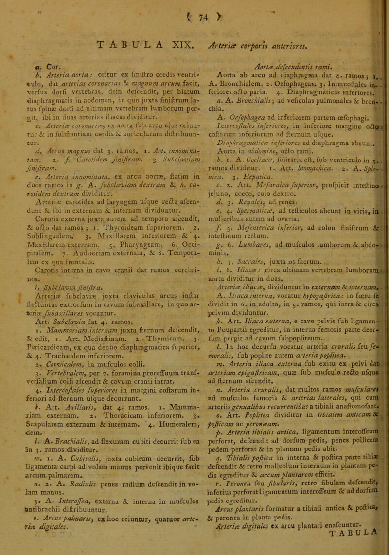 t H >, T A B U L A XIX. Arteria corporis anteriores. n. Cor; b. Arteria aorta : oritur ex (inillro cordis ventri- culo, dat arterias coronarias magnum arcum facit, verfus dorli vertebras, dein delccndit, per hiatum diaphragmatis in abdomen, in quo juxta finiftrum la- tus fpinae dorli ad ultimam vertebram lumborum per- iiit, ibi in duas arterias iliacas dividitur. c, Arterice cvronatice, cx aorta lub arcu ejus oriun- tur &: in fubftantiam csrdis auricularum dillribuun- mr. cl. Arcus magnus dat 3. ramos, i. Art. innomina- tam. 2. f. Carotidem finijlram. 3. Subclaviam finijiram. c. Arteria innominata, ex arcu aortae, llatim in duos ramos in A. fubclaviam dextram h. ca- rotidem dextram dividitur. Arteria; carotides ad laryngem ufque re£\a afeen- dunt & ibi in externam & internam dividuntur. Carotis externa juxta aurem ad tempora aicendit, i: o£io dat ramos j i. Thyroideam fuperiorem. 2. Sublingualem.' 3. Maxillarem inferiorem & 4. IvIaxHlarem externam. 5. Pharyngeam. 6. Occi- pitalem. 7. Auditoriam externam, & 8. Tempora- lem ex qua frontalis. Carotis interna in cavo cranii dat ramos cerebri- pos. /'. Subclavia finijira. ArteritE fubclaviae juxta claviculas arcus inftar fleftuntur extrorfum in cavum 1'abaxillare, in quo ar- teria; Jubaxillares vocantur. Art. Subclavia dat 4. ramos, 1. Mammariam internam juxta llernum defccndit, Sc edit, j. Art. Mediallinam. 2.-Thymicam. 3. Pcricardicam, ex qua denuo diaphragmatica fuperior, S)C 4. Tracha;alem inferiorem. 2. Cervicalem, in mufculos colli. 3. Vertebralem, per 7. foramina procelTuum tranf- vcrfalium colli aicendit & cavum cranii intrat. 4. hitercoftales Juperiores in margini collarum in- feriori ad llernum ufque decurrunt. k. Art. Axillaris, dat 4. ramos, i. Mamma- riam externam. 2. Thoracicam inferiorem. 3. Scapularem externam & internam. 4. Humeralem, dein. l. A. Brachialis, ad flexuram cubiti decurrit fub ea 3H 3. ramos dividitur. m. I. A. Cubitalis, juxta cubitum decurrit, fub ligamenta carpi ad volam manus pervenit ibique facit arcum palmarem. M. 2. A. Radialis penes radium defeendit in vo- lam manus. 3. A. Interojfea, externa & interna in mufculos ttntibrachii dillribuuntur. 0. Arcus palmaris, ex hoc oriuntur, quatuor arte-, rico digitales. Aortee defeendentis rami. ; Aorta ab arcu ad diaphfagma dat 4. ramos; 1,, A. Bronchialem. 2. Oefophageas. 3. Intercoftalcs in-, feriores 06I0 paria. 4. Diaphragmaticas inferiores. a. A. Bronchialis; ad vcflculas pulmonales & bron- > chia. ' A. Oefophagea ad inferiorem partem oefophagi, Inlercojiales inferiores, in inferiore margine o£lj>> coftarum inferiorum ad llernum ufque. Diaphragmatico: inferiores ad diaphragma abeunt. Aorta in abdomine, o£lo rami. b. I. A. Coeliaca, folitaria etl, fub ventriculo in 3.. ramos dividitur, i. Art. Stomachica. 2. A. Sple-■ nica. 3. Hepatica. c. 2. Art. Mefaraica fuperior, profpicit intellino« jejuno, coeco, colo dextro. d. 3. Retiales, ad renes. e. 4. Spermatica, ad telliculos abeunt in viris, in , mulieribus autem ad ovaria. , /. 5. Mefenterica inferior, ad colon finillrum & : intellinum re£lum. g. 6. Lumbares, ad mufculos lumborum & abdo^- minis. h. 7. Sacrales, juxta os facrum. /. 8. .circa ultimam vertebram lumborum,!; aorta dividitur in duas. Arteria iliaca, dividuntur in externam &ci/iternam. . A. Iliaca interna, vocatur hypogajlrica: in foetu fe dividit in 6. in adulto, in 5. ramos, qui intra & circa pelvim dividuntur. Ji. Art. Iliaca externa, e cavo pelvis fub ligamen-- to Poupartii egreditur, in interna femoris parte deor- fum pergit ad cavum fubpopliteum. l. In hoc decurfu vocatur arteria cruralis kw fe-- moralis, fub poplite autem arteria poplitea. nu Arteria iliaca externa fub exitu ex pelvi dat, artet tam epigafiricam, qu£ fub mufcqlo re£to ufque , ad llernum afeendit. ' n. Arteria cruralis, dat multos ramos mufcularcs ■ j ad mufculos femoris & arterias laterales, qui cum I zxtttWsgenualibus recurrentibus z.iih\2Ai anallomofant. I 0. Art. Poplitea dividitur in tibialem anticam Sc i pojiicam ac peroneeam. p. Arteria tibialis antica, ligamentum interofleum perforat, defeendit ad dorfum pedis, penes pollicem : pedem perforat & in plantam pedis abit. q. Tibialis pofiica in interna & pollica parte tibia , delbendit & retro malleolum internum in plantam pe- dis egreditur & arcum plantarem efficit. r. Peronea feu fibularis, retro fibulam defeendit, inferius perforat ligamentum interofleum & ad dorfum pedis egreditur. Arcus plantaris formatur a tibiali antica & pollica, & peronea in planta pedis. Arteriee digitales ex arcu plantari cnafeuntur. tabula