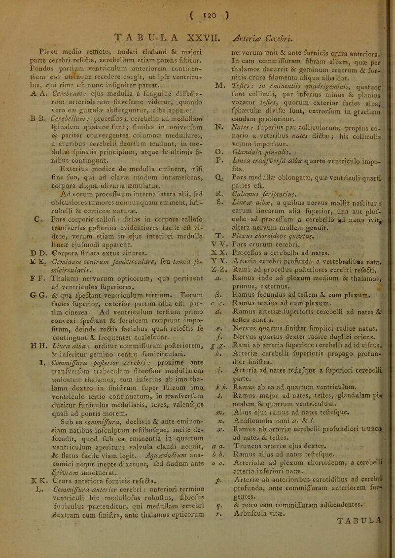 ( 120 ) TABULA XXVII. Plexu medio remoto, nudati thalami & majori parte cerebri refefta, cerebellum etiam patens fiftitur. Pondus partium ventriculum anteriorem continen- tium cos utrinque recedere coeg-t, ut ipic ventricu- Ius, qui rima cft nunc infigniter pateat. M. A A. Cerebrum: ejus medulla a fanguine diffefia- rnm arteriolarum flavefeere videtur, .quando vero e?e guttulaj abflerguntur, alba apparet. B B. Cerebellum : proceflus a cerebello ad medullam fpinalem quatuor funt; fimiles in univerfum N. & pariter convergentes columna; medullares, a cruribus cerebelli deorfum tendunt, mi me- dulla; fpinalis principium, atque fe ultimis fi- O. Ilibus contingunt. P. Exterius modice de medulla eminent, nifi fine fuo, qui ad clava; modum intunielcens, corpora aliqua olivaria aemulatur. Ad eorum proceffuum interna latera alii, fed R. obfcuriores tumores nonnunquain eminent, fub- S. rubelli & corticeae naturae. C. Pars corporis callofi: firias in corpore callofo tranfverlas pofterius evidentiores facile eft vi- dere, verum etiam in ejus interiori medulla T. lineae ejufmodi apparent. V V. D D. Corpora flriata extus cinerea. X X. E E. Geminum centrum Jemlcirculare, feu tecnia fe~ Y Y. micircularis. E F. Thalami nervorum opticorum, qua pertinent a. ad ventriculos fuperiores, G G. & qua fpediant ventriculum te'rtium. Eorum (3. facies fuperior, exterior partim alba eft, par- c c. tim cinerea. Ad ventriculum tertium primo d, convexi fpeftant & fornicem recipiunt impo- fitum, deinde re6lis faciebus quafi refeftis fe e, contingunt & frequenter coalefcunt. f~ H H. Linea alba; orditur commiffuram pofteriorem, g g. Sc inferitur gemino centro femicirculari. /t. I. Commijfura pojierior cerebri: pro^xime ante tranfverfam trabeculam fibrofam medullarem /• unientem thalamos, tum inferius ab imo tha- lamo dextro in finiftrum fuper fulcum imo k k. ventriculo tertio continuatum, in tranfvcrfum /. ducitur funiculus medullaris, teres, valcnfque quafi ad pontis morem. Sub ea commijfura, declivis & ante eminen- «. .tiam natibus infculptam teftibufque, incile de- x. fcendit, quod fub ea eminentia in quartum ventriculum aperitur: valvula claudi nequit, a a. & flatus facile viam legit. AquaduClum ana- b b. tomici neque inepte dixerunt, fed dudum ante o o. Sjluium innotuerat. K K. Crura anteriora fornicis refefta. p- L. Commijfura anterior cerebri : anteriori termino ventriculi hic medullofus robuftus, fibrofus funiculus pra;tenditur, qui medullam cerebri y. jdextram cum finiflra, ante thalamos opticorum r, Arteria Cerebri. nervorum unit & ante fornicis crura anteriora,- In eam commiffuram fibram albam, qu» per thalamos decurrit & geminum centrum & for- nicis crura filamenta aliqua alba'dat. fejles; in eminentiis quadrigeminis, quatuor funt colliculi, par inferius minus & planius vocatur tejles, quorum exterior facies alba,. fpha;rulx divifae funt, extrorfum in gracilem caudam producitur. Nates: fuperius par colliculorum, propius co- nario a veteribus nates di6ta;; his colliculis velum imponitur. Glandula pinealis. ■ Linea tranfverfa alba quarto ventriculo impo- fita. Pars medulla; oblongatae, quae ventriculi quarti paries eft. Calamus fcripxorius. Linea albes, a quibus nervus mollis nafeitur : earum linearum alia fuperior, una aut pluf- culae ad procelfum a cerebello ad nates ivit, altera nervum mollem genuit. Plexus choroideus quartus. Pars crurum cerebri. Proceffus a cerebello ad nates. Arteria cerebri profunda a vertebralibus nata. Rami ad proceffus pofteriores cerebii refefli. Ramus inde ad plexum medium & thalamos, primus, externus. Ramus fecundus ad teftem & eum plexum. Ramus tertius ad eum plexum. .Ramus arteriae fuperioris cerebelli ad nates & teftes euntis. Mervus quartus finifter fimplici radice natus. N.ervus quartus dexter radice duplici oriens. Rami ab a-rteria fuperiore cerebelli ad id vifcus. Arteriae cerebelli fuperioris propago profun- dior finiflra. Arteria ad nates teftefque a fuperiori cerebelli parte. Ramus ab ea ad quartum ventriculum. Ramus major ad nates, teftes, glandulam pi^ nealem & quartum ventriculum. Alius ejus ramus ad nates teftcfc2ue. Anaftomofis rami a. l. Ramus ab artcri.e cerebelli profundiori trunco,j ad nates & teftes. Truncus arteriae ejus dexter. Ramus alius ad nates teftefque. ArteriolcE ad plexum choroideum, a cerebellis arteria inferiori natte. , - ' Arteriae ab anterioribus carotidibus ad cercbi profunda, ante commiffuram anteriorem fur gentes. & retro eam commiffuram adfcendentes. Arbufcula ritre. ; tabula