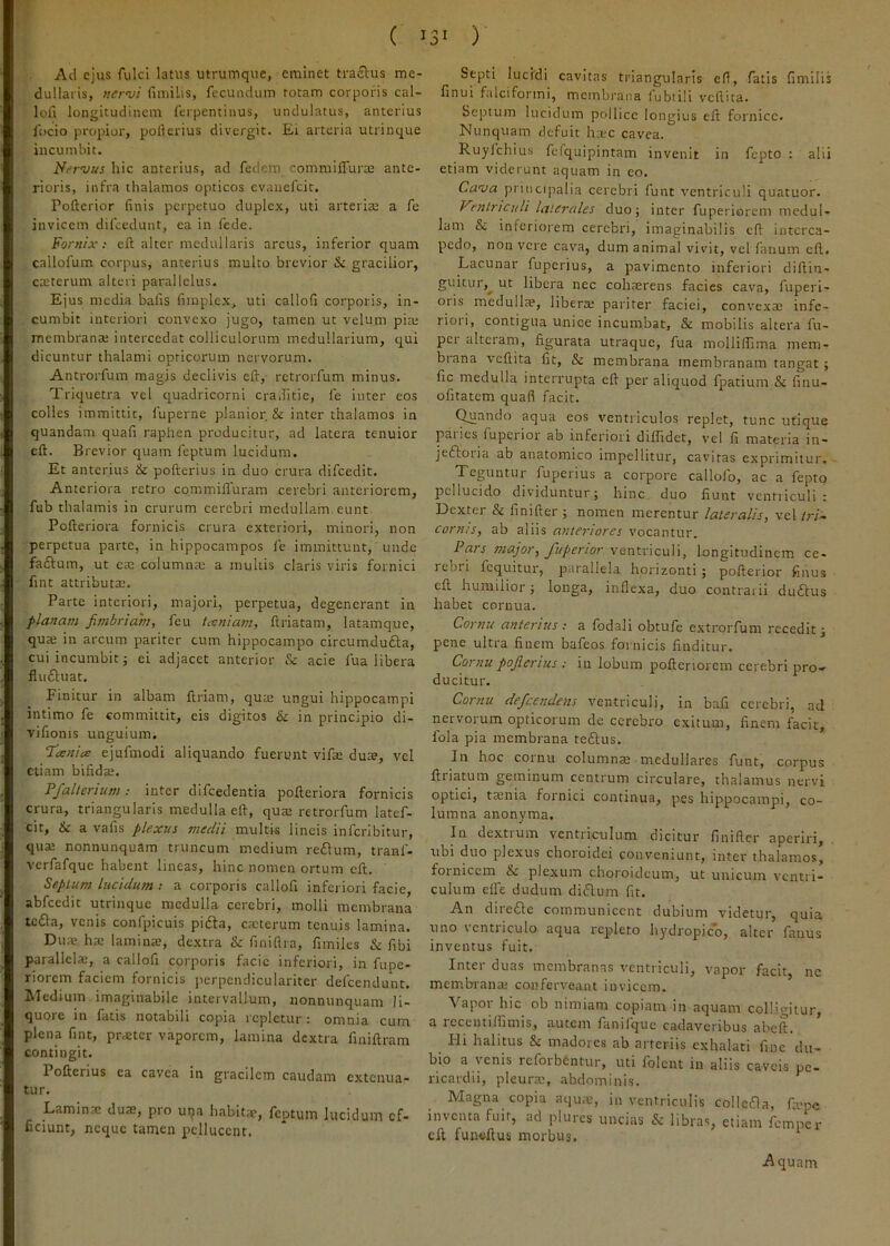 AU ejus fulci latus utrumque, eminet traftus me- dullaris, nervi fimiLis, fecundum totam corporis cal- lofi longitudinem ferpentinus, undulatus, anterius focio propior, poflerius divergit. Ei arteria utrinque incumbit. Nervus hic anterius, ad fedem commilTurm ante- rioris, infra thalamos opticos evauefcit. Pofterior finis perpetuo duplex, uti arterite a fe invicem difcedunt, ea in fede. Fornix: eft alter medullaris arcus, inferior quam callofum corpus, anterius multo brevior & gracilior, cauterum alteri parallelus. Ejus media balis fiinplex, uti callofi corporis, in- cumbit interiori convexo jugo, tamen ut velum pia; membrana; intercedat colliculorum medullarium, qui dicuntur thalami opticorum nervorum. Antrorfum magis declivis eft,- retrorfum minus. Triquetra vel quadricorni cra.fitie, le inter eos colles immittit, fuperne planior. & inter thalamos in quandam quafi raphen producitur, ad latera tenuior eft. Brevior quam feptum lucidum. Et anterius & pofterius in duo crura difcedit. Anteriora retro commilTuram cerebri anteriorem, fub thalamis in crurum cerebri medullam, eunt Pofteriora fornicis crura exteriori, minori, non perpetua parte, in hippocampos fe immittunt, unde faftum, ut eae columna; a mullis claris viris fornici fint attributa;. Parte interiori, majori, perpetua, degenerant in planam fimbriam, feu txniam, ftriatam, latamque, qua; in arcum pariter cum hippocampo circumdufta, cui incumbit; ei adjacet anterior & acie fua libera fludluat. Finitur in albam ftriam, qua; ungui hippocampi intimo fe committit, eis digitos & in principio di- vifionis unguium. Tanies ejufmodi aliquando fuerunt vifae du», vel etiam bifida;. Pfalterium: inter difcedentia pofteriora fornicis crura, triangularis medulla eft, qua; retrorfum latef- cit, & a vafis plexus medii multis lineis infcrlbitur, qua; nonnunquam truncum medium re£\um, tranl- vcrfafque habent lineas, hinc nomen ortum eft. Septum lucidum ; a corporis callofi inferiori facie, abfcedit utrinque medulla cerebri, molli membrana ic£la, venis confpicuis pifta, catterum tenuis lamina. Dute ha; lamina;, dextra & finiflra, fimiles & fibi parallela;, a callofi corporis facie inferiori, in fupe- riorem faciem fornicis perpendiculariter defeendunt. Medium imaginabile intervallum, nonnunquam li- quore in fatis notabili copia repletur: omnia cum plena fint, pratter vaporem, lamina dextra finiftram contingit. Pofterius ea cavea in gracilem caudam extenua- tur. Laminse duae, pro una habitae, feptum lucidum cf- fidunt, neque tamen pclluccnt. Septi lucidi cavitas triangularis efl, fatis fimilis finui falciformi, membrana fubtili vcftita. Septum lucidum pollice longius eft fornice. Nunquam defuit ha;c cavea. Ruylchius felquipintam invenit in fepto : alii etiam viderunt aquam in eo. Cava principalia cerebri funt ventriculi quatuor. Ventriculi laterales duo; inter fuperiorem medul- lam & inferiorem cerebri, imaginabilis eft interca- pedo, non vere cava, dum animal vivit, vel fanum eft. Lacunar fuperius, a pavimento inferiori diftin- guitur,^ ut libera nec cohterens facies cava, fuperi- oris medullae, liberte pariter faciei, convexa; infe- riori, contigua unice incumbat, & mobilis altera fu- per alteram, figurata utraque, fua molliffima mem- brana veftita fit, & membrana membranam tangat; fic medulla interrupta eft per aliquod fpatium & finu- ofitatem quali facit. Quando aqua eos ventriculos replet, tunc utique pai ies fuperior ab inferiori dilfidet, vel fi materia in- jefloria ab anatomico impellitur, cavitas exprimitur. Teguntur fuperius a corpore callofo, ac a fepto pellucido dividuntur; hinc duo fiunt ventriculi : Dexter & finifter ; nomen merentur lateralis, vel /r/- Cornis, ab aliis anteriores vocantur. Pars major, Juperior ventriculi, longitudinem ce- rebri lequitur, parallela horizonti ; pofterior finus eft humilior; longa, inflexa, duo contrarii dudus habet cornua. Cornu anterius: a fodali obtufe extrorfum recedit j pene ultra finem bafeos fornicis finditur. Cornu pofierius ; in lobum poftenorem cerebri pro- ducitur. Cornu defeendens ventriculi, in bafi cerebri, ad nervorum opticorum de cerebro exitum, finem facit, fola pia membrana tedus. In hoc cornu columnte medullares funt, corpus ftriatum geminum centrum circulare, thalamus nervi optici, ttenia fornici continua, pes hippocampi, co- lumna anonyma. In dextium ventriculum dicitur finifter aperiri, tibi duo plexus choroidei conveniunt, inter thalamos, fornicem & plexum choroideum, ut unicum ventri- culum elfe dudum diflum fit. An dire£le communicent dubium videtur, quia uno ventriculo aqua repleto hydropico, alter fauus inventus fuit. Inter duas membranas ventriculi, vapor facit, nc membrana; conferveant invicem. Vapor hic ob nimiam copiam in aquam colligitur, a recentilfimis, autem fanifque cadaveribus abeft. Hi halitus & madores ab arteriis exhalati fine du- bio a \'cnis reforbentur, uti folent in aliis caveis pe- ricardii, pleura;, abdominis. Magna copia aqu;e, in ventriculis coIle£1a, ftepe inventa fuit, ad plures uncias & libras, etiam femper eft funeftus morbus. Aquam