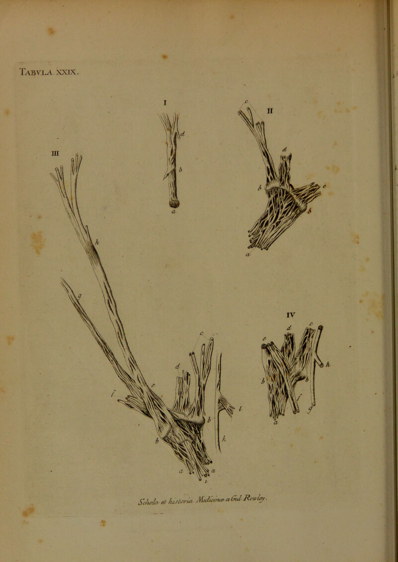 Tabvj^ xxrx. et lustorui Meduinee a-OtJ'Rou h>-■ I i. l t I