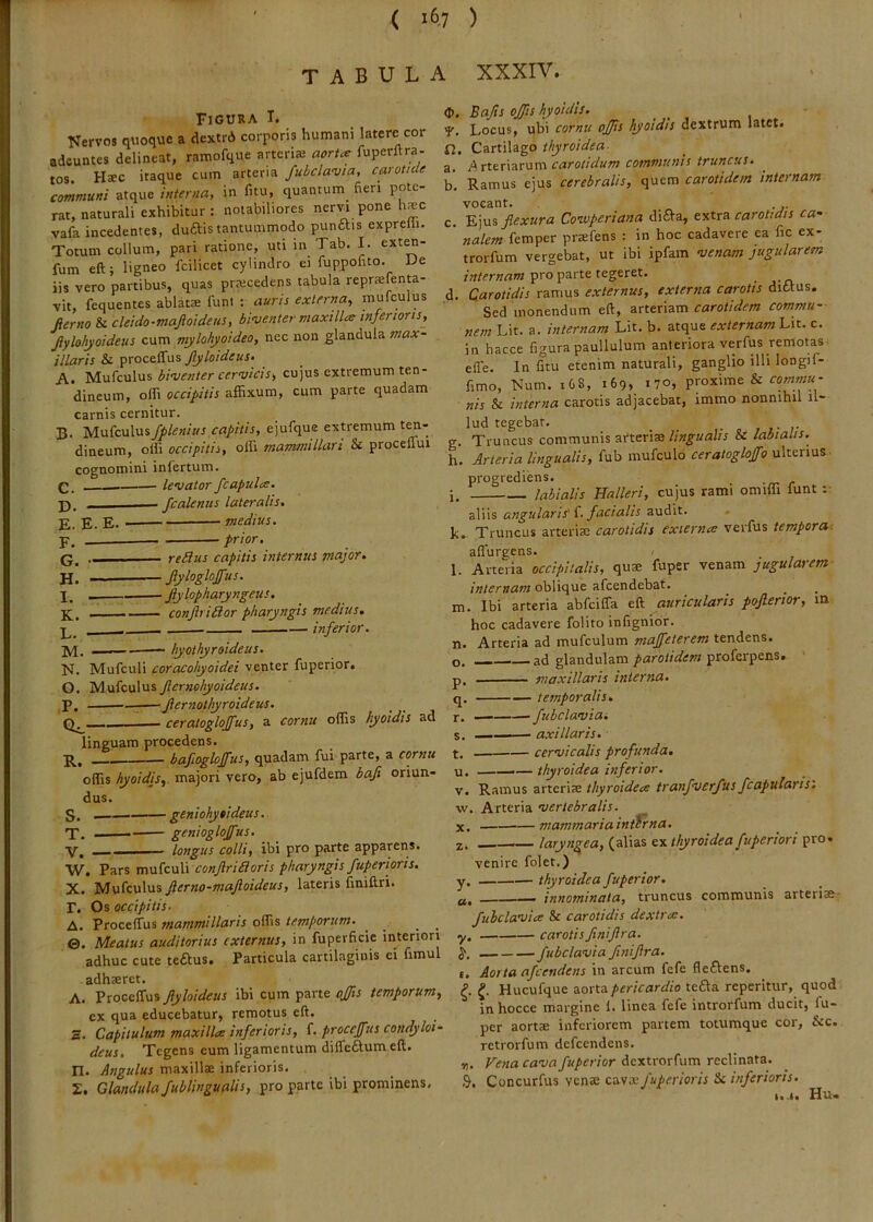 ( >6.7 ) tabula XXXIV. Figura T. Nervos quoque a dextri corporis humani latere cor adeuntes delineat, ramofqne arteris aorta: fuperftra- tos. Hsc itaque cuin arteria fubclavia, catotnle communi atque interna, in fitu, quantum^ fieri pote- rat, naturali exhibitur: notabiliores nervi pone hsc vafa incedentes, duftis tantummodo punftis expreiii. Totum collum, pari ratione, uti in Tab. I. ext^- fum eft j ligneo fcilicet cylindro ei fuppohto. Ue iis vero partibus, quas prscedens tabula reprsfenta- vit, fequentes ablats funt : auris externa, mufculus Jierno & cleido-majioideus, binjentermaxillce inferioris, Jiylohyoideus cum mylohyoideo, nec non glandula max- illaris & procelTus Jiyloideus> A. biuenter cervicis, cujus extremum ten- dineum, oin occipitis affixum, cum parte quadam carnis cernitur. B' Mufculus fpleniiis capitis, ejufque extremum t^- dineum, offi occipitis, offi mammillari & proceflui cognomini infertum. C. - levator fcapula. D. - fcalenus lateralis, E. E. E. medius. p, ___ prior. Q, .. reSlus capitis internus major. H. — JiylogloJfus. X, Jiylopharyngeus. K. .. — conjh iUor pharyngis medius. inferior. .1 ■ hyoihyroideus. N. Mufculi coracohyoidei venter fuperior, O. Jlernehyoideus. P. ;— jlernothyroideus. ceratogloffus, a cornu offis hyoidis ad linguam procedens. — bafioghffus, quadam fui parte, a cornu offis hyoidis, majori vero, ab ejufdem baji oriun- dus. S. geniohyoideus. T. ——— genioglofus. V. longus colli, ibi pro parte apparens III ^ W. Pars mMknW conjiridoris pharyngis fuperioris. X. Mufculus fierno-majloideus, lateris finiftri. r. Os occipitis- A. Proceffus mammillaris offis temporum. ^ ^ _ ©. Meatus auditorius externus, in fuperficie interiori adhuc cute teftus. Particula cartilaginis ei fimul adhsret. A. Proceffus ftyloideus ibi cum parte ojfts temporum, ex qua educebatur, remotus eft. S. Capitulum maxillte inferioris, f. proccjfus condyloi- deus. Tegens eum ligamentum diffeftum eft. n. Angulus maxilla inferioris. £. Glandula fublingualis, pro parte ibi prominens. <I). Bafis ojfis hyoidis. 'p. Locus, ubi cornu ofjfs hyoidis dextrum latet, fi. Cartilago thyroidea- a. ArttT\^r\sm carotidum communis truncus. b. Ramus ejus cerebralis, quem carotidem internam vocant. c. -Kps^fiexura Coivperiana diaa, extra «a/m femper prafens : in hoc cadavere ea fic ex- trorfum vergebat, ut ibi ipfam venam jugularem pro parte tegeret. d. Carotidis ramus externus, externa carotis dittus. Sed monendum eft, carotidem commu- nem Lit. a. internam Lit. b. atque externaml-sx.. c. in hacce figura paullulum anteriora verfus remotas effe. In fitu etenim naturali, ganglio illi longif- fimo, Num. i68, 169, 170, proxime & nis & interna carotis adjacebat, immo nonnihil il- lud tegebar. _ , , • g. Truncus communis arteria& labialis. h. Arteria lingualis, fub mufculo ceratogloffo ulterius- progrediens. i. labialis Halleri, cujus rami omiffi funt ;• aliis angularis' 1. facialis audit. • k. Truncus arteria carotidis exierme verfus tempora: affurgens. , l. Arteria occipitalis, qua fuper venam jugularem internam oblique afeendebat. m. Ibi arteria abfeiffa eft auricularis pofierior, m hoc cadavere folito infignior. Arteria ad mufculum maffeterem tendens. ad glandulam parotidem pxoizrpcxsS. maxillaris interna. temporalis. X. — fubclaviai s. — axillaris. t. — cervicalis profunda. u. ——— thyroidea inferior. v. Ramus zritx\^ thyroidece tranfverfus fcapularis. w. Arteria vertebralis. X. mammariaintTrna. -— laryngea, (alias ztl thyroidea fuperiori pro- n. o. P- q- venire folet.) y, thyroidea fuperior. a, — innominata, truncus communis arteria- fuhclavics & carotidis dextra;. y, carotis finijlra. fubclavia finifira. t. Aorta afeendens in arcum fefe fleftens. Hucufque aorta pericardio tefta reperitur, quod in hocce margine 1. linea fefe introrfum ducit, fu- per aorta inferiorem partem totumque cor, &c. retrorfum defeendens. V,. Vena cava fuperior dextrorfum reclinata. Concurfus vena cava fuperioris & inferioris. t,.t. Hu.