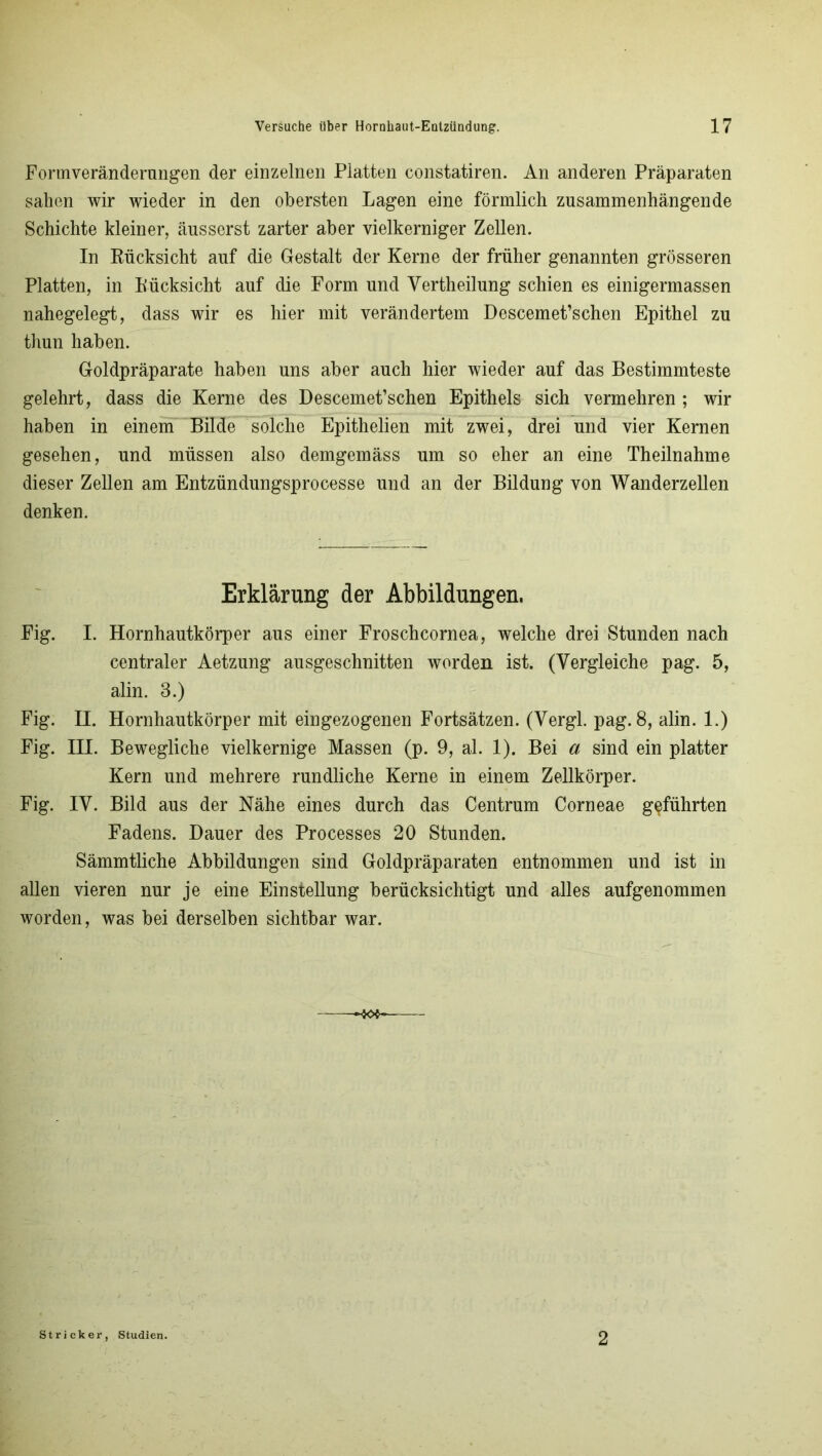 Formveränderungen der einzelnen Platten constatiren. An anderen Präparaten sahen wir wieder in den obersten Lagen eine förmlich zusammenhängende Schichte kleiner, äusserst zarter aber vielkerniger Zellen. In Rücksicht auf die Gestalt der Kerne der früher genannten grösseren Platten, in Rücksicht auf die Form und Yertheilung schien es einigermassen nahegelegt, dass wir es hier mit verändertem Descemet’schen Epithel zu thun haben. Goldpräparate haben uns aber auch hier wieder auf das Bestimmteste gelehrt, dass die Kerne des Descemet’schen Epithels sich vermehren ; wir haben in einem Bilde solche Epithelien mit zwei, drei und vier Kernen gesehen, und müssen also demgemäss um so eher an eine Theilnahme dieser Zellen am Entzündungsprocesse und an der Bildung von Wanderzellen denken. Erklärung der Abbildungen. Fig. I. Hornhautkörper aus einer Froschcornea, welche drei Stunden nach centraler Aetzung ausgeschnitten worden ist. (Vergleiche pag. 5, alin. 3.) Fig. H. Hornhautkörper mit eingezogenen Fortsätzen. (Vergl. pag. 8, alin. 1.) Fig. III. Bewegliche vielkernige Massen (p. 9, al. 1). Bei a sind ein platter Kern und mehrere rundliche Kerne in einem Zellkörper. Fig. IV. Bild aus der Nähe eines durch das Centrum Corneae geführten Fadens. Dauer des Processes 20 Stunden. Sämmtliche Abbildungen sind Goldpräparaten entnommen und ist in allen vieren nur je eine Einstellung berücksichtigt und alles aufgenommen worden, was bei derselben sichtbar war. Stricker, Studien. 2