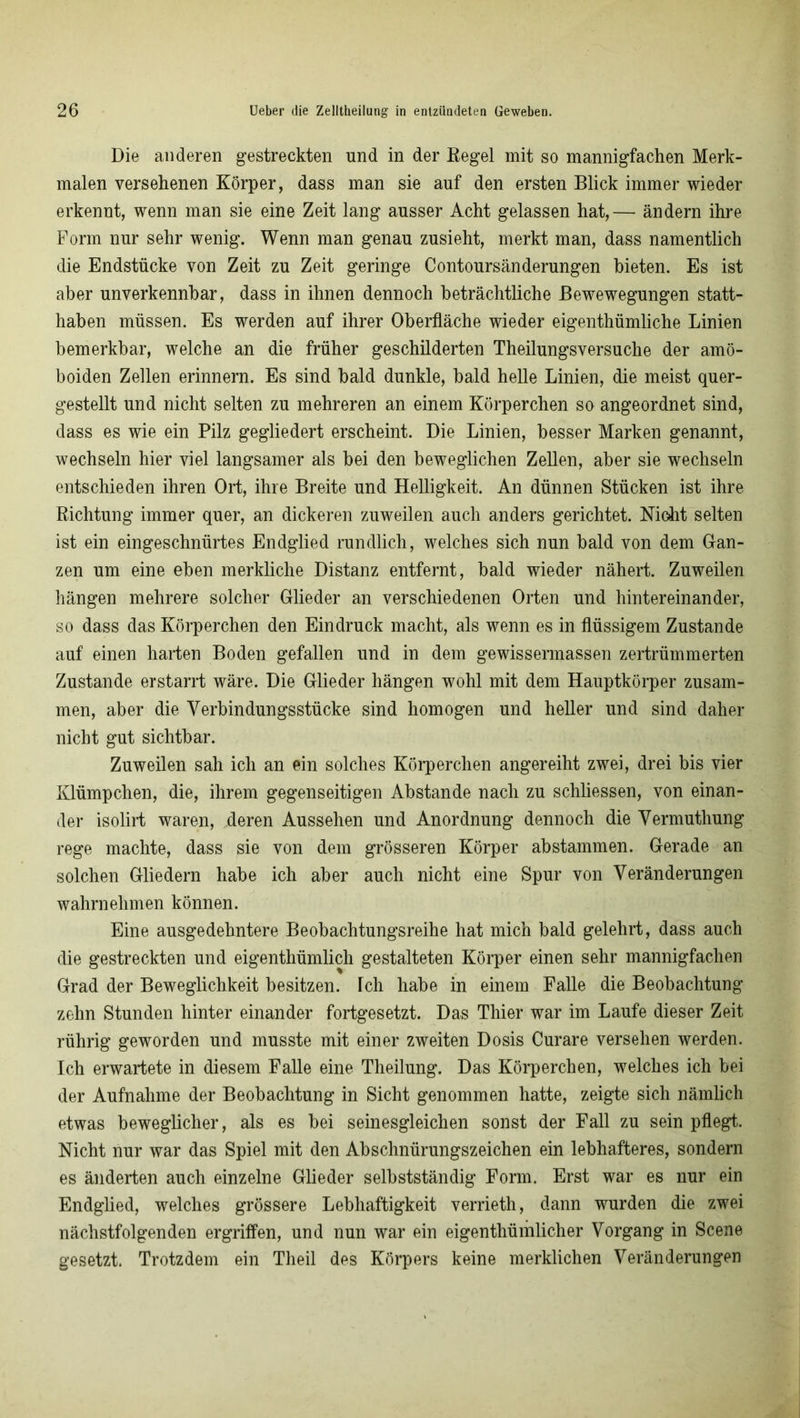 Die anderen gestreckten und in der Regel mit so mannigfachen Merk- malen versehenen Körper, dass man sie auf den ersten Blick immer wieder erkennt, wenn man sie eine Zeit lang ausser Acht gelassen hat,— ändern ihre Form nur sehr wenig. Wenn man genau zusieht, merkt man, dass namentlich die Endstücke von Zeit zu Zeit geringe Contoursänderungen bieten. Es ist aber unverkennbar, dass in ihnen dennoch beträchtliche Bewewegungen statt- haben müssen. Es werden auf ihrer Oberfläche wieder eigentümliche Linien bemerkbar, welche an die früher geschilderten Theilungsversuche der amö- boiden Zellen erinnern. Es sind bald dunkle, bald helle Linien, die meist quer- gestellt und nicht selten zu mehreren an einem Körperchen sg angeordnet sind, dass es wie ein Pilz gegliedert erscheint. Die Linien, besser Marken genannt, wechseln hier viel langsamer als bei den beweglichen Zellen, aber sie wechseln entschieden ihren Ort, ihre Breite und Helligkeit. An dünnen Stücken ist ihre Richtung immer quer, an dickeren zuweilen auch anders gerichtet. Nicht selten ist ein eingeschnürtes Endglied rundlich, welches sich nun bald von dem Gan- zen um eine eben merkliche Distanz entfernt, bald wieder nähert. Zuweilen hängen mehrere solcher Glieder an verschiedenen Orten und hintereinander, so dass das Körperchen den Eindruck macht, als wenn es in flüssigem Zustande auf einen harten Boden gefallen und in dem gewissermassen zertrümmerten Zustande erstarrt wäre. Die Glieder hängen wohl mit dem Hauptkörper zusam- men, aber die Verbindungsstücke sind homogen und heller und sind daher nicht gut sichtbar. Zuweilen sah ich an ein solches Körperchen angereiht zwei, drei bis vier Klümpchen, die, ihrem gegenseitigen Abstande nach zu schliessen, von einan- der isolirt waren, deren Aussehen und Anordnung dennoch die Vermuthung rege machte, dass sie von dem grösseren Körper abstammen. Gerade an solchen Gliedern habe ich aber auch nicht eine Spur von Veränderungen wahrnehmen können. Eine ausgedehntere Beobachtungsreihe hat mich bald gelehrt, dass auch die gestreckten und eigenthümlich gestalteten Körper einen sehr mannigfachen Grad der Beweglichkeit besitzen. Tch habe in einem Falle die Beobachtung zehn Stunden hinter einander fortgesetzt. Das Thier war im Laufe dieser Zeit rührig geworden und musste mit einer zweiten Dosis Curare versehen werden. Ich erwartete in diesem Falle eine Theilung. Das Körperchen, welches ich bei der Aufnahme der Beobachtung in Sicht genommen hatte, zeigte sich nämlich etwas beweglicher, als es bei seinesgleichen sonst der Fall zu sein pflegt. Nicht nur war das Spiel mit den Abschnürungszeichen ein lebhafteres, sondern es änderten auch einzelne Glieder selbstständig Form. Erst war es nur ein Endglied, welches grössere Lebhaftigkeit verrieth, dann wurden die zwei nächstfolgenden ergriffen, und nun war ein eigentümlicher Vorgang in Scene gesetzt. Trotzdem ein Theil des Körpers keine merklichen Veränderungen