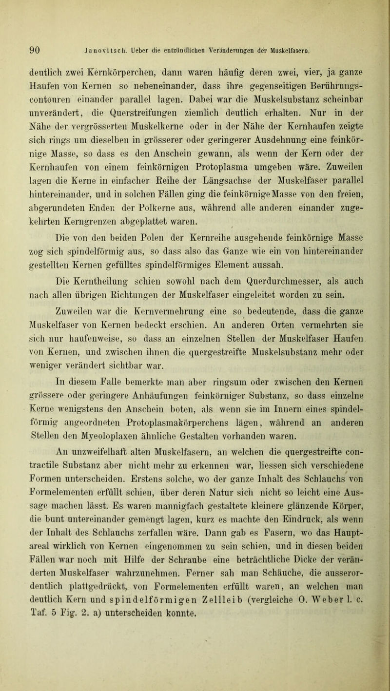 deutlich zwei Kernkörperchen, dann waren häufig deren zwei, vier, ja ganze Haufen von Kernen so nebeneinander, dass ihre gegenseitigen Berührungs- contouren einander parallel lagen. Dabei war die Muskelsubstanz scheinbar unverändert, die Querstreifungen ziemlich deutlich erhalten. Nur in der Nähe der vergrösserten Muskelkerne oder in der Nähe der Kernhaufen zeigte sich rings um dieselben in grösserer oder geringerer Ausdehnung eine feinkör- nige Masse, so dass es den Anschein gewann, als wenn der Kern oder der Kernhaufen von einem feinkörnigen Protoplasma umgeben wäre. Zuweilen lagen die Kerne in einfacher Reihe der Längsachse der Muskelfaser parallel hintereinander, und in solchen Fällen ging die feinkörnige Masse von den freien, abgerundeten Enden der Polkerne aus, während alle anderen einander zuge- kehrten Kerngrenzen abgeplattet waren. Die von den beiden Polen der Kernreihe ausgehende feinkörnige Masse zog sich spindelförmig aus, so dass also das Ganze wie ein von hintereinander gestellten Kernen gefülltes spindelförmiges Element aussah. Die Kerntheilung schien sowohl nach dem Querdurchmesser, als auch nach allen übrigen Richtungen der Muskelfaser eingeleitet worden zu sein. Zuweilen war die Kernvermehrung eine so bedeutende, dass die ganze Muskelfaser von Kernen bedeckt erschien. An anderen Orten vermehrten sie sich nur haufenweise, so dass an einzelnen Stellen der Muskelfaser Haufen von Kernen, und zwischen ihnen die quergestreifte Muskelsubstanz mehr oder weniger verändert sichtbar war. In diesem Falle bemerkte man aber ringsum oder zwischen den Kernen grössere oder geringere Anhäufungen feinkörniger Substanz, so dass einzelne Kerne wenigstens den Anschein boten, als wenn sie im Innern eines spindel- förmig angeordneten Protoplasmakörperchens lägen, während an anderen Stellen den Myeoloplaxen ähnliche Gestalten vorhanden waren. An unzweifelhaft alten Muskelfasern, an welchen die quergestreifte con- tractile Substanz aber nicht mehr zu erkennen war, Hessen sich verschiedene Formen unterscheiden. Erstens solche, wo der ganze Inhalt des Schlauchs von Formelementen erfüllt schien, über deren Natur sich nicht so leicht eine Aus- sage machen lässt. Es waren mannigfach gestaltete kleinere glänzende Körper, die bunt untereinander gemengt lagen, kurz es machte den Eindruck, als wenn der Inhalt des Schlauchs zerfallen wäre. Dann gab es Fasern, wo das Haupt- areal wirklich von Kernen eingenommen zu sein schien, und in diesen beiden Fällen war noch mit Hilfe der Schraube eine beträchtliche Dicke der verän- derten Muskelfaser wahrzunehmen. Ferner sah man Schäuche, die ausseror- dentlich plattgedrückt, von Formelementen erfüllt waren, an welchen man deutlich Kern und spindelförmigen Zellleib (vergleiche 0. Weber 1. c. Taf. 5 Fig. 2. a) unterscheiden konnte.