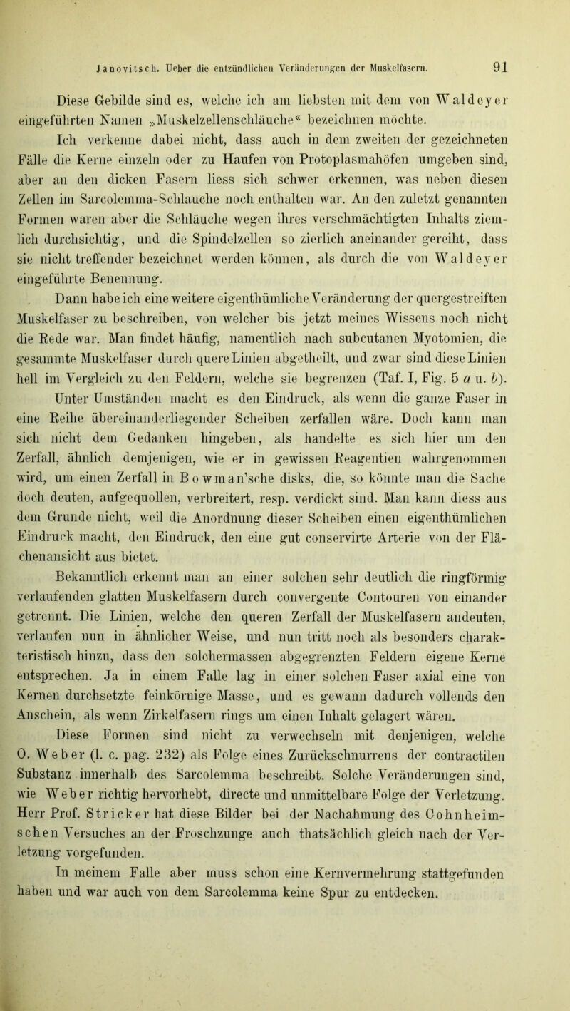 Diese Gebilde sind es, welche ich am liebsten mit dem von Waldeyer eingeführten Namen »Muskelzellenschläuche« bezeichnen möchte. Ich verkenne dabei nicht, dass auch in dem zweiten der gezeichneten Fälle die Kerne einzeln oder zu Haufen von Protoplasmahöfen umgeben sind, aber an den dicken Fasern liess sich schwer erkennen, was neben diesen Zellen im Sarcolemma-Schlauche noch enthalten war. An den zuletzt genannten Formen waren aber die Schläuche wegen ihres verschmächtigten Inhalts ziem- lich durchsichtig, und die Spindelzellen so zierlich aneinander gereiht, dass sie nicht treffender bezeichnet werden können, als durch die von Waldeyer eingeführte Benennung. Dann habe ich eine weitere eigenthümliche Veränderung der quergestreiften Muskelfaser zu beschreiben, von welcher bis jetzt meines Wissens noch nicht die Rede war. Man findet häufig, namentlich nach subcutanen Myotomien, die gesainmte Muskelfaser durch quere Linien abgetheilt, und zwar sind diese Linien hell im Vergleich zu den Feldern, welche sie begrenzen (Taf. I, Fig. 5 a u. b). Unter Umständen macht es den Eindruck, als wenn die ganze Faser in eine Reihe übereinanderliegender Scheiben zerfallen wäre. Doch kann man sich nicht dem Gedanken hingeben, als handelte es sich hier um den Zerfall, ähnlich demjenigen, wie er in gewissen Reagentien wahrgenommen wird, um einen Zerfall in Bo wman’sche disks, die, so könnte man die Sache doch deuten, aufgequollen, verbreitert, resp. verdickt sind. Man kann diess aus dem Grunde nicht, weil die Anordnung dieser Scheiben einen eigenthümlichen Eindruck macht, den Eindruck, den eine gut conservirte Arterie von der Flä- chenansicht aus bietet. Bekanntlich erkennt man an einer solchen sehr deutlich die ringförmig verlaufenden glatten Muskelfasern durch convergente Contouren von einander getrennt. Die Linien, welche den queren Zerfall der Muskelfasern andeuten, verlaufen nun in ähnlicher Weise, und nun tritt noch als besonders charak- teristisch hinzu, dass den solchermassen abgegrenzten Feldern eigene Kerne entsprechen. Ja in einem Falle lag in einer solchen Faser axial eine von Kernen durchsetzte feinkörnige Masse, und es gewann dadurch vollends den Anschein, als wenn Zirkelfasern rings um einen Inhalt gelagert wären. Diese Formen sind nicht zu verwechseln mit denjenigen, welche 0. Weber (1. c. pag. 232) als Folge eines Zurückschnurrens der contractilen Substanz innerhalb des Sarcolemma beschreibt. Solche Veränderungen sind, wie Weber richtig hervorhebt, directe und unmittelbare Folge der Verletzung. Herr Prof. Stricker hat diese Bilder bei der Nachahmung des Cohnheim- schen Versuches an der Froschzunge auch thatsächlich gleich nach der Ver- letzung vorgefunden. In meinem Falle aber muss schon eine Kernvermehrung stattgefunden haben und war auch von dem Sarcolemma keine Spur zu entdecken.