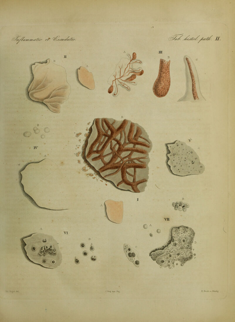 Jul.\fogei dol. C. ßcTPg iffipr. H.Brüdi sc.JJiiriib^