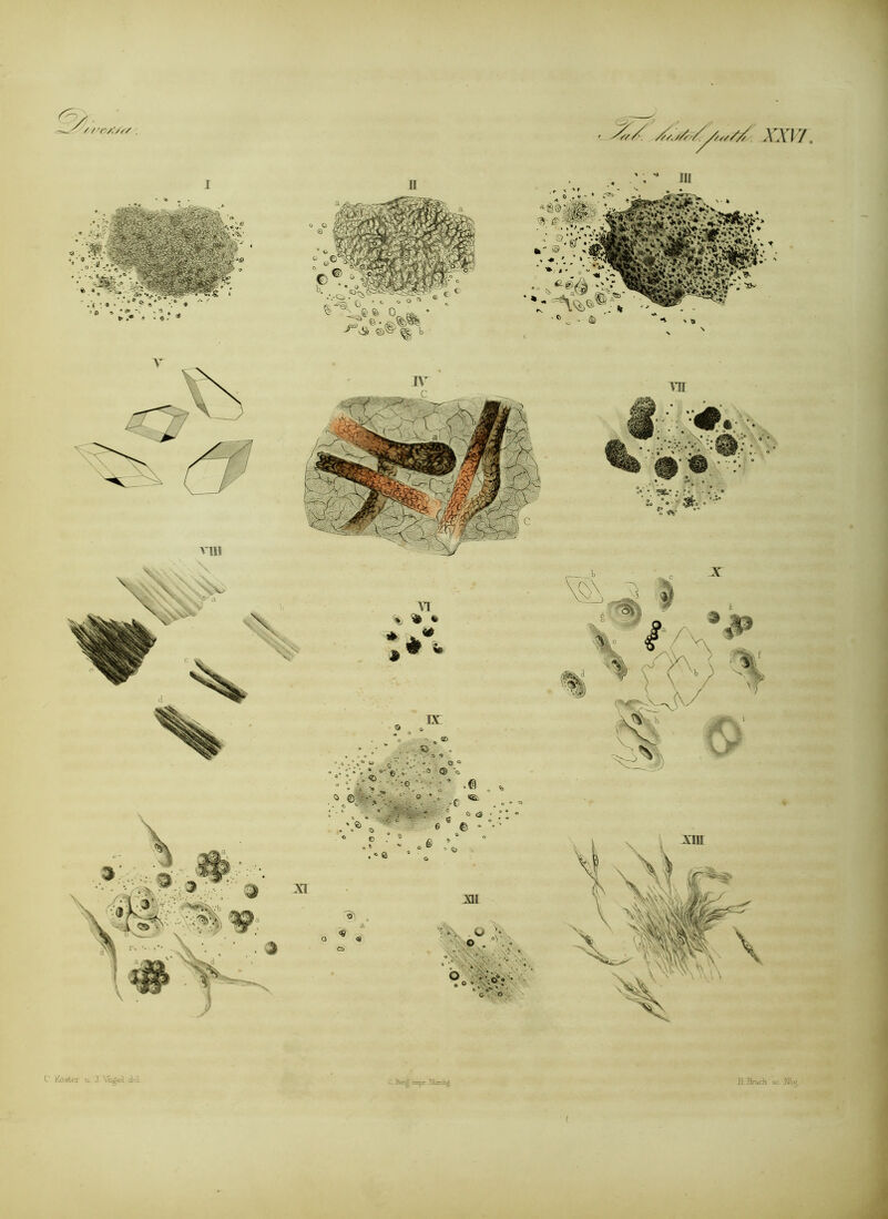 C‘ KosUt u J Vogel d«'i Berg iinpr Vumlig ][ Bruch 8c Nhg r