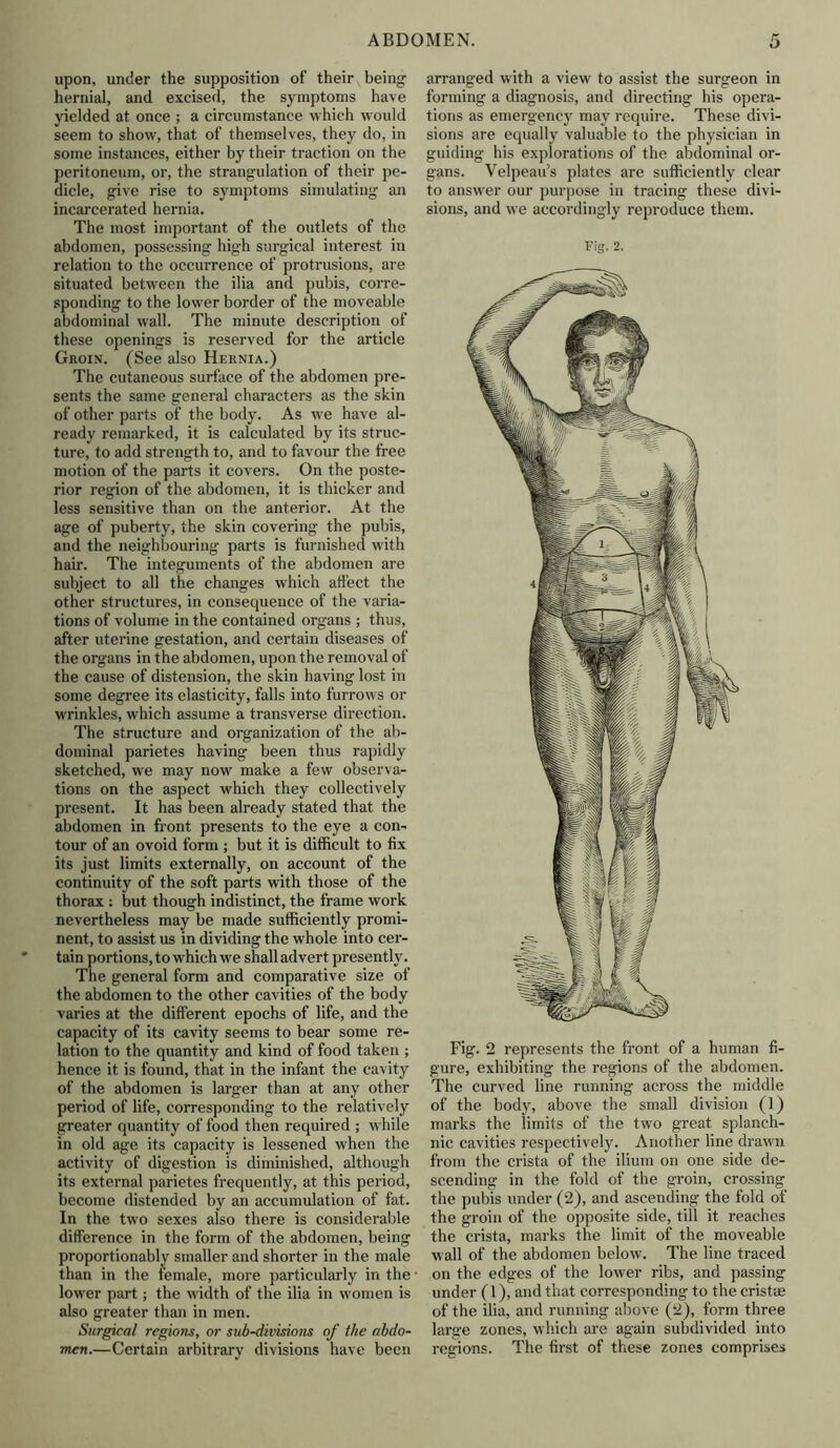 upon, under the supposition of their being hernial, and excised, the symptoms have yielded at once ; a circumstance which would seem to show, that of themselves, they do, in some instances, either by their traction on the peritoneum, or, the strangulation of their pe- dicle, give rise to symptoms simulating an incarcerated hernia. The most important of the outlets of the abdomen, possessing high surgical interest in relation to the occurrence of protrusions, are situated between the ilia and pubis, corre- sponding to the lower border of the moveable abdominal wall. The minute description of these openings is reserved for the article Groin. (See also Hernia.) The cutaneous surface of the abdomen pre- sents the same general characters as the skin of other parts of the body. As we have al- ready remarked, it is calculated by its struc- ture, to add strength to, and to favour the free motion of the parts it covers. On the poste- rior region of the abdomen, it is thicker and less sensitive than on the anterior. At the age of puberty, the skin covering the pubis, and the neighbouring parts is furnished with hair. The integuments of the abdomen are subject to all the changes which affect the other structures, in consequence of the varia- tions of volume in the contained organs ; thus, after uterine gestation, and certain diseases of the organs in the abdomen, upon the removal of the cause of distension, the skin having lost in some degree its elasticity, falls into furrows or wrinkles, which assume a transverse direction. The structure and organization of the ab- dominal parietes having been thus rapidly sketched, we may now' make a few observa- tions on the aspect which they collectively present. It has been already stated that the abdomen in front presents to the eye a con- tour of an ovoid form ; but it is difficult to fix its just limits externally, on account of the continuity of the soft parts with those of the thorax : but though indistinct, the frame work nevertheless may be made sufficiently promi- nent, to assist us in dividing the whole into cer- tain portions, to which we shall advert presently. The general form and comparative size of the abdomen to the other cavities of the body varies at the different epochs of life, and the capacity of its cavity seems to bear some re- lation to the quantity and kind of food taken ; hence it is found, that in the infant the cavity of the abdomen is larger than at any other period of life, corresponding to the relatively greater quantity of food then required ; while in old age its capacity is lessened when the activity of digestion is diminished, although its external parietes frequently, at this period, become distended by an accumulation of fat. In the two sexes also there is considerable difference in the form of the abdomen, being proportionably smaller and shorter in the male than in the female, more particularly in the lower part; the width of the ilia in women is also greater than in men. Surgical regions, or sub-divisions of the abdo- men.—Certain arbitrary divisions have been arranged with a view to assist the surgeon in forming a diagnosis, and directing his opera- tions as emergency may require. These divi- sions are equally valuable to the physician in guiding his explorations of the abdominal or- gans. Velpeau’s plates are sufficiently clear to answer our purpose in tracing these divi- sions, and we accordingly reproduce them. Fig. 2. Fig. 2 represents the front of a human fi- gure, exhibiting the regions of the abdomen. The curved line running across the middle of the body, above the small division (1) marks the limits of the two great splanch- nic cavities respectively. Another line drawn from the crista of the ilium on one side de- scending in the fold of the groin, crossing the pubis under (2), and ascending the fold of the groin of the opposite side, till it reaches the crista, marks the limit of the moveable wall of the abdomen below. The line traced on the edges of the lower ribs, and passing under (1), and that corresponding to the cristee of the ilia, and running above (2), form three large zones, which are again subdivided into regions. The first of these zones comprises