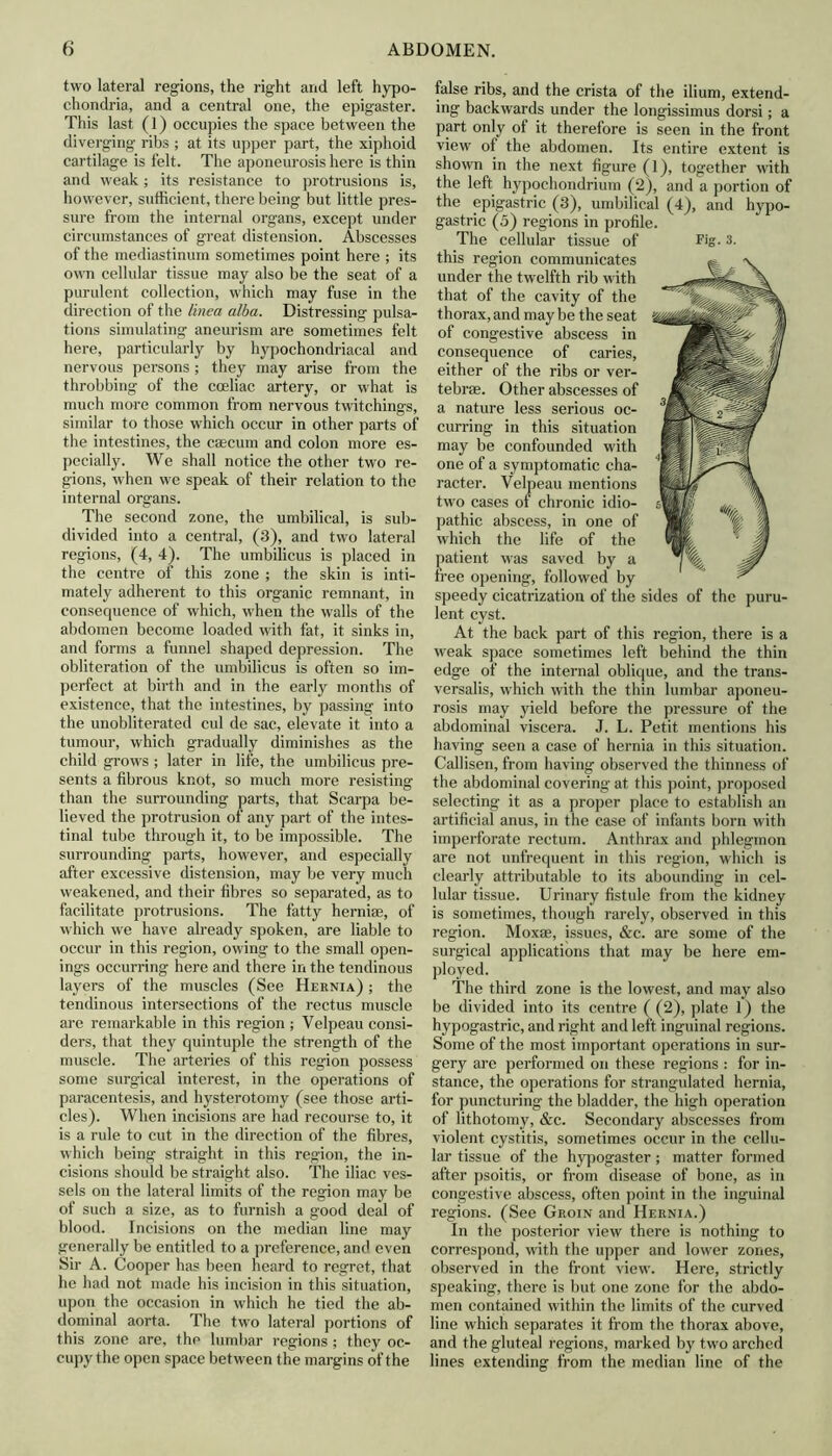 two lateral regions, the right and left hypo- chondria, and a central one, the epigaster. This last (1) occupies the space between the diverging ribs ; at its upper part, the xiphoid cartilage is felt. The aponeurosis here is thin and weak ; its resistance to protrusions is, however, sufficient, there being but little pres- sure from the internal organs, except under circumstances of great distension. Abscesses of the mediastinum sometimes point here ; its own cellular tissue may also be the seat of a purulent collection, which may fuse in the direction of the tinea alba. Distressing pulsa- tions simulating aneurism are sometimes felt here, particularly by hypochondriacal and nervous persons; they may arise from the throbbing of the cceliac artery, or what is much more common from nervous twitchings, similar to those which occur in other parts of the intestines, the caecum and colon more es- pecially. We shall notice the other two re- gions, when we speak of their relation to the internal organs. The second zone, the umbilical, is sub- divided into a central, (3), and two lateral regions, (4, 4). The umbilicus is placed in the centre of this zone ; the skin is inti- mately adherent to this organic remnant, in consequence of which, when the walls of the abdomen become loaded with fat, it sinks in, and forms a funnel shaped depression. The obliteration of the umbilicus is often so im- perfect at birth and in the early months of existence, that the intestines, by passing into the unobliterated cul de sac, elevate it into a tumour, which gradually diminishes as the child grows ; later in life, the umbilicus pre- sents a fibrous knot, so much more resisting than the surrounding parts, that Scarpa be- lieved the protrusion of any part of the intes- tinal tube through it, to be impossible. The surrounding parts, however, and especially after excessive distension, may be very much weakened, and their fibres so separated, as to facilitate protrusions. The fatty herniae, of which we have already spoken, are liable to occur in this region, owing to the small open- ings occurring here and there in the tendinous layers of the muscles (See Hernia) ; the tendinous intersections of the rectus muscle are remarkable in this region ; Velpeau consi- ders, that they quintuple the strength of the muscle. The arteries of this region possess some surgical interest, in the operations of paracentesis, and hysterotomy (see those arti- cles). When incisions are had recourse to, it is a rule to cut in the direction of the fibres, which being straight in this region, the in- cisions should be straight also. The iliac ves- sels on the lateral limits of the region may be of such a size, as to furnish a good deal of blood. Incisions on the median line may generally be entitled to a preference, and even Sir A. Cooper has been heard to regret, that he had not made his incision in this situation, upon the occasion in which he tied the ab- dominal aorta. The two lateral portions of this zone are, the lumbar regions ; they oc- cupy the open space between the margins of the false ribs, and the crista of the ilium, extend- ing backwards under the longissimus dorsi; a part only of it therefore is seen in the front view of the abdomen. Its entire extent is shown in the next figure (1), together with the left hypochondrium (2), and a portion of the epigastric (3), umbilical (4), and hypo- gastric (5) regions in profile. The cellular tissue of this region communicates under the twelfth rib with that of the cavity of the thorax, and may be the seat of congestive abscess in consequence of caries, either of the ribs or ver- tebrae. Other abscesses of a nature less serious oc- curring in this situation may be confounded with one of a symptomatic cha- racter. Velpeau mentions two cases of chronic idio- pathic abscess, in one of which the life of the patient was saved by a free opening, followed by speedy cicatrization of the sides of the puru- lent cyst. At the back part of this region, there is a weak space sometimes left behind the thin edge of the internal oblique, and the trans- versalis, which with the thin lumbar aponeu- rosis may yield before the pressure of the abdominal viscera. J. L. Petit mentions his having seen a case of hernia in this situation. Callisen, from having observed the thinness of the abdominal covering at this point, proposed selecting it as a proper place to establish an artificial anus, in the case of infants born with imperforate rectum. Anthrax and phlegmon are not unfrequent in this region, which is clearly attributable to its abounding in cel- lular tissue. Urinary fistule from the kidney is sometimes, though rarely, observed in this region. Moxae, issues, &c. are some of the surgical applications that may be here em- ployed. The third zone is the lowest, and may also be divided into its centre ( (2), plate 1) the hypogastric, and right and left inguinal regions. Some of the most important operations in sur- gery are performed on these regions : for in- stance, the operations for strangulated hernia, for puncturing the bladder, the high operation of lithotomy, &c. Secondary abscesses from violent cystitis, sometimes occur in the cellu- lar tissue of the hypogaster; matter formed after psoitis, or from disease of bone, as in congestive abscess, often point in the inguinal regions. (See Groin and Hernia.) In the posterior view there is nothing to correspond, with the upper and lower zones, observed in the front view. Here, strictly speaking, there is but one zone for the abdo- men contained within the limits of the curved line which separates it from the thorax above, and the gluteal regions, marked by two arched lines extending from the median line of the
