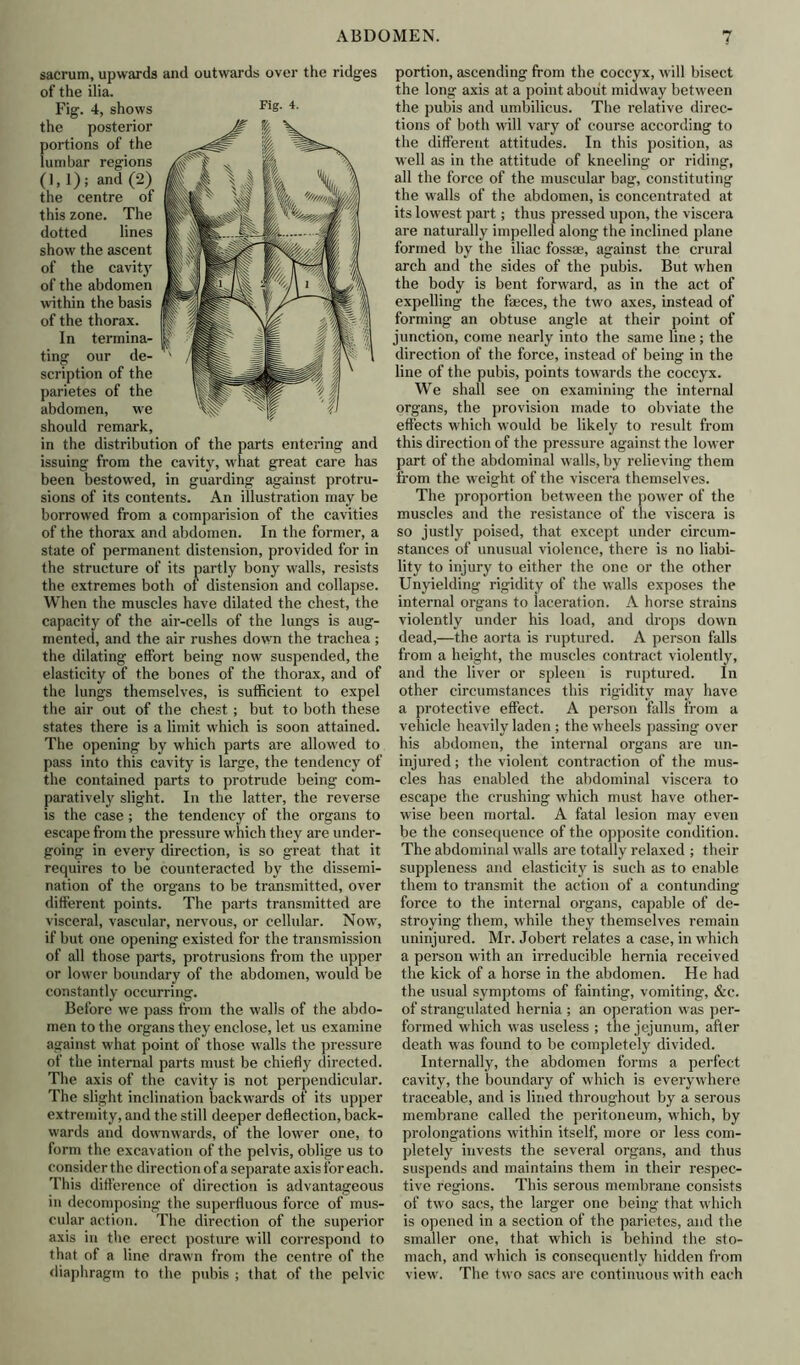 sacrum, upwards and outwards over the ridges of the ilia. Fig. 4, shows FlS- 4- the posterior portions of the lumbar regions (1, 1) ; and (2) the centre of this zone. The dotted lines show the ascent of the cavity of the abdomen within the basis of the thorax. In termina- ting our de- scription of the parietes of the abdomen, we should remark, in the distribution of the parts entering and issuing from the cavity, what great care has been bestowed, in guarding against protru- sions of its contents. An illustration may be borrowed from a comparision of the cavities of the thorax and abdomen. In the former, a state of permanent distension, provided for in the structure of its partly bony walls, resists the extremes both of distension and collapse. When the muscles have dilated the chest, the capacity of the air-cells of the lungs is aug- mented, and the air rushes down the trachea ; the dilating effort being now suspended, the elasticity of the bones of the thorax, and of the lungs themselves, is sufficient to expel the air out of the chest ; but to both these states there is a limit which is soon attained. The opening by which parts are allowed to pass into this cavity is large, the tendency of the contained parts to protrude being com- paratively slight. In the latter, the reverse is the case; the tendency of the organs to escape from the pressure which they are under- going in every direction, is so great that it requires to be counteracted by the dissemi- nation of the organs to be transmitted, over different points. The parts transmitted are visceral, vascular, nervous, or cellular. Now, if but one opening existed for the transmission of all those parts, protrusions from the upper or lower boundary of the abdomen, would be constantly occurring. Before we pass from the walls of the abdo- men to the organs they enclose, let us examine against what point of those walls the pressure of the internal parts must be chiefly directed. The axis of the cavity is not perpendicular. The slight inclination backwards of its upper extremity, and the still deeper deflection, back- wards and downwards, of the lower one, to form the excavation of the pelvis, oblige us to consider the direction of a separate axis for each. This difference of direction is advantageous in decomposing the superfluous force of mus- cular action. The direction of the superior axis in the erect posture will correspond to that of a line drawn from the centre of the diaphragm to the pubis ; that of the pelvic portion, ascending from the coccyx, will bisect the long axis at a point about midway between the pubis and umbilicus. The relative direc- tions of both will vary of course according to the different attitudes. In this position, as well as in the attitude of kneeling or riding, all the force of the muscular bag, constituting the walls of the abdomen, is concentrated at its lowest part; thus pressed upon, the viscera are naturally impelled along the inclined plane formed by the iliac fossae, against the crural arch and the sides of the pubis. But when the body is bent forward, as in the act of expelling the faeces, the two axes, instead of forming an obtuse angle at their point of junction, come nearly into the same line; the direction of the force, instead of being in the line of the pubis, points towards the coccyx. We shall see on examining the internal organs, the provision made to obviate the effects which would be likely to result from this direction of the pressure against the lower part of the abdominal walls, by relieving them from the weight of the viscera themselves. The proportion between the power of the muscles and the resistance of the viscera is so justly poised, that except under circum- stances of unusual violence, there is no liabi- lity to injury to either the one or the other Unyielding rigidity of the walls exposes the internal organs to laceration. A horse strains violently under his load, and drops down dead,—the aorta is ruptured. A person falls from a height, the muscles contract violently, and the liver or spleen is ruptured. In other circumstances this rigidity may have a protective effect. A person falls from a vehicle heavily laden ; the wheels passing over his abdomen, the internal organs are un- injured ; the violent contraction of the mus- cles has enabled the abdominal viscera to escape the crushing which must have other- wise been mortal. A fatal lesion may even be the consequence of the opposite condition. The abdominal walls are totally relaxed ; their suppleness and elasticity is such as to enable them to transmit the action of a contunding force to the internal organs, capable of de- stroying them, while they themselves remain uninjured. Mr. Jobert relates a case, in which a person with an irreducible hernia received the kick of a horse in the abdomen. He had the usual symptoms of fainting, vomiting, &c. of strangulated hernia ; an operation was per- formed which was useless ; the jejunum, after death was found to be completely divided. Internally, the abdomen forms a perfect cavity, the boundary of which is everywhere traceable, and is lined throughout by a serous membrane called the peritoneum, which, by prolongations within itself, more or less com- pletely invests the several organs, and thus suspends and maintains them in their respec- tive regions. This serous membrane consists of two sacs, the larger one being that which is opened in a section of the parietes, and the smaller one, that which is behind the sto- mach, and which is consequently hidden from view. The two sacs are continuous with each