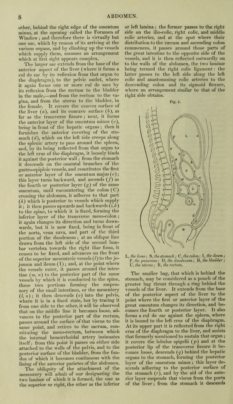 other, behind the right edge of the omentum minus, at the opening called the Foramen of Winslow; and therefore there is virtually but one sac, which by reason of its arriving at the various organs, and by climbing up the vessels which supply them, assumes an arrangement which at first sight appears complex. The larger sac extends from the base of the anterior aspect of the liver (where it forms a cul de sac by its reflexion from that organ to the diaphragm), to the pelvic outlet, where it again forms one or more cul de sacs by its reflexion from the rectum to the bladder in the male,—and from the rectum to the va- gina, and from the uterus to the bladder, in the female. It covers the convex surface of the liver (a), and its concave surface (b), as far as the transverse fissure ; next, it forms the anterior layer of the omentum minus (e), being in front of the hepatic organs ; then it furnishes the anterior covering of the sto- mach (d), which on the left side creeps along the splenic artery to pass around the spleen, and, by its being reflected from that organ to the left crus of the diaphragm, it loosely binds it against the posterior wall; from the stomach it descends on the omental branches of the gastro-epiploic vessels, and constitutes the first or anterior layer of the omentum majus (e) ; this layer turns backward, and ascends (/) as the fourth or posterior layer (g) of the same omentum, until encountering the colon (C) crossing the abdomen, it adheres to that part (/>) which is posterior to vessels which supply it; it then passes upwards and backwards (i,k) to the spine, to which it is fixed, forming the inferior layer of the transverse meso-colon ; it again changes its direction and turns down- wards, but it is now fixed, being in front of the aorta, vena cava, and part of the third portion of the duodenum ; at an oblique line drawn from the left side of the second lum- bar vertebra towards the right iliac fossa, it ceases to be fixed, and advances on the front of the superior mesenteric vessels (/) to the je- junum and ileum (I) ; and, at the point where the vessels enter, it passes around the intes- tine (m, n) to the posterior part of the same vessels by which it is conducted to the spine, these two portions forming the suspen- sory of the small intestines, or the mesentery (l, it) ; it then descends (o) into the pelvis, where it is in a fixed state, but by tracing it from one side to the other, it will be observed that on the middle line it becomes loose, ad- vances to the posterior part of the rectum, passes around the surface of that viscus to the same point, and retires to the sacrum, con- stituting the meso-rectum, between which the internal hemorrhoidal artery insinuates itself; from this point it passes on either side attached to the walls of the pelvis, and to the posterior surface of the bladder, from the fun- dus of which it becomes continuous with the lining of the anterior parietes of the abdomen. The obliquity of the attachment of the mesentery will admit of our designating the two laminae of which it is formed, the one as the superior or right, the other as the inferior or left lamina ; the former passes to the right side on the ilio-colic, right colic, and middle colic arteries, and at the spot where their distribution to the caecum and ascending colon commences, it passes around those parts of the great intestine to the opposite side of the vessels, and it is then reflected outwardly on to the walls of the abdomen, the two laminae being termed the right colic ligament: the latter passes to the left side along the left colic and anastomosing colic arteries to the descending colon and its sigmoid flexure, where an arrangement similar to that of the right side obtains. Fig. 5. The smaller bag, that which is behind the stomach, may be considered as a pouch of the greater bag thrust through a ring behind the vessels of the liver. It extends from the base of the posterior aspect of the liver to the point where the first or anterior layer of the great omentum changes its direction, and be- comes the fourth or posterior layer. It also forms a cul de sac against the spleen, where it is bound to the left crus of the diaphragm. At its upper part it is reflected from the right crus of the diaphragm to the liver, and assists that formerly mentioned to sustain that organ ; it covers the lobulus spigelii (p) and at the posterior lip of the transverse fissure it be- comes loose, descends (q) behind the hepatic organs to the stomach, forming the posterior layer of the omentum minus ; this layer de- scends adhering to the posterior surface of the stomach (r), and by the aid of the ante- rior layer suspends that viscus from the porta of the liver; from the stomach it descends