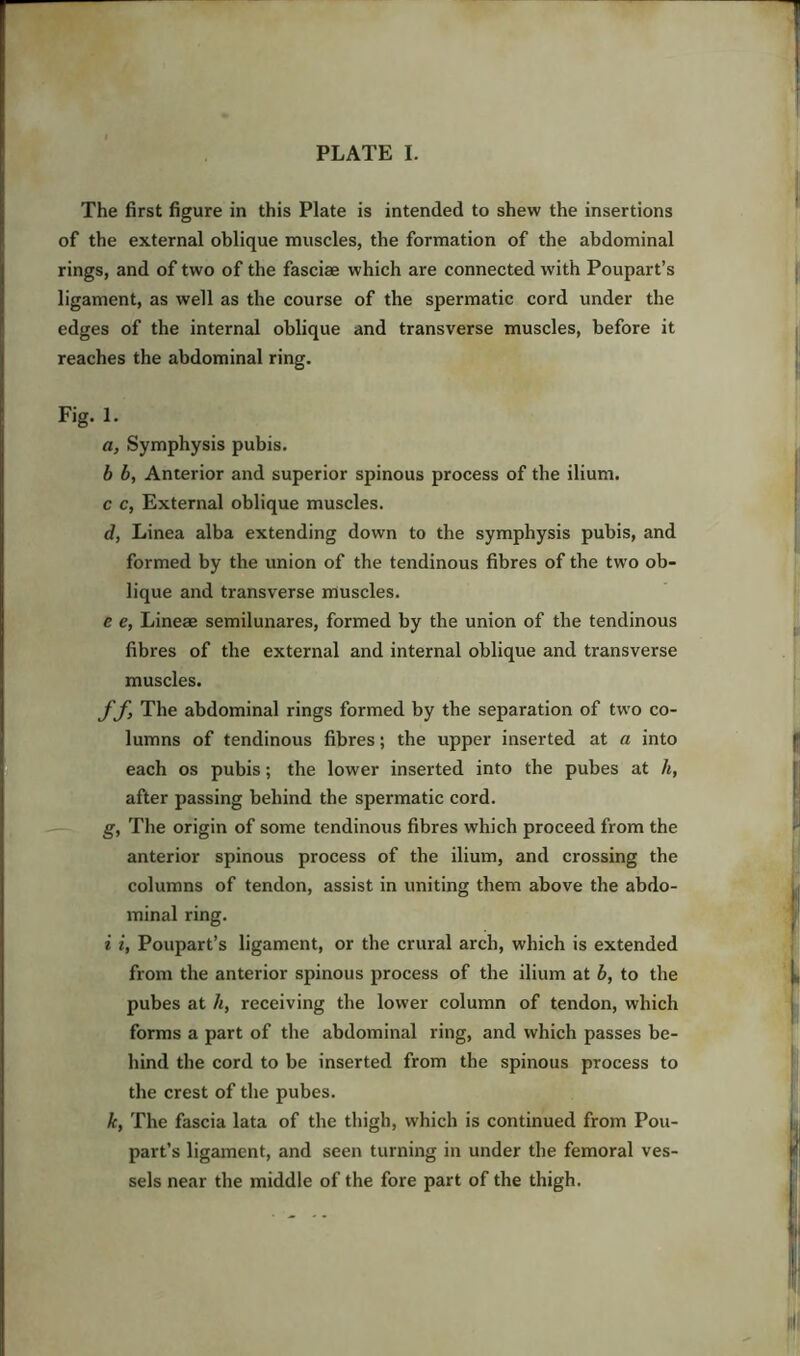 The first figure in this Plate is intended to shew the insertions of the external oblique muscles, the formation of the abdominal rings, and of two of the fasciae which are connected with Poupart’s ligament, as well as the course of the spermatic cord under the edges of the internal oblique and transverse muscles, before it reaches the abdominal ring. Fig. 1. a, Symphysis pubis. b b, Anterior and superior spinous process of the ilium. c c, External oblique muscles. d, Linea alba extending down to the symphysis pubis, and formed by the union of the tendinous fibres of the two ob- lique and transverse muscles. c e, Lineae semilunares, formed by the union of the tendinous fibres of the external and internal oblique and transverse muscles. ff, The abdominal rings formed by the separation of two co- lumns of tendinous fibres; the upper inserted at a into each os pubis; the lower inserted into the pubes at h, after passing behind the spermatic cord. g, The origin of some tendinous fibres which proceed from the anterior spinous process of the ilium, and crossing the columns of tendon, assist in uniting them above the abdo- minal ring. i i, Poupart’s ligament, or the crural arch, which is extended from the anterior spinous process of the ilium at b, to the pubes at h, receiving the lower column of tendon, which forms a part of the abdominal ring, and which passes be- hind the cord to be inserted from the spinous process to the crest of the pubes. k, The fascia lata of the thigh, which is continued from Pou- part’s ligament, and seen turning in under the femoral ves- sels near the middle of the fore part of the thigh.