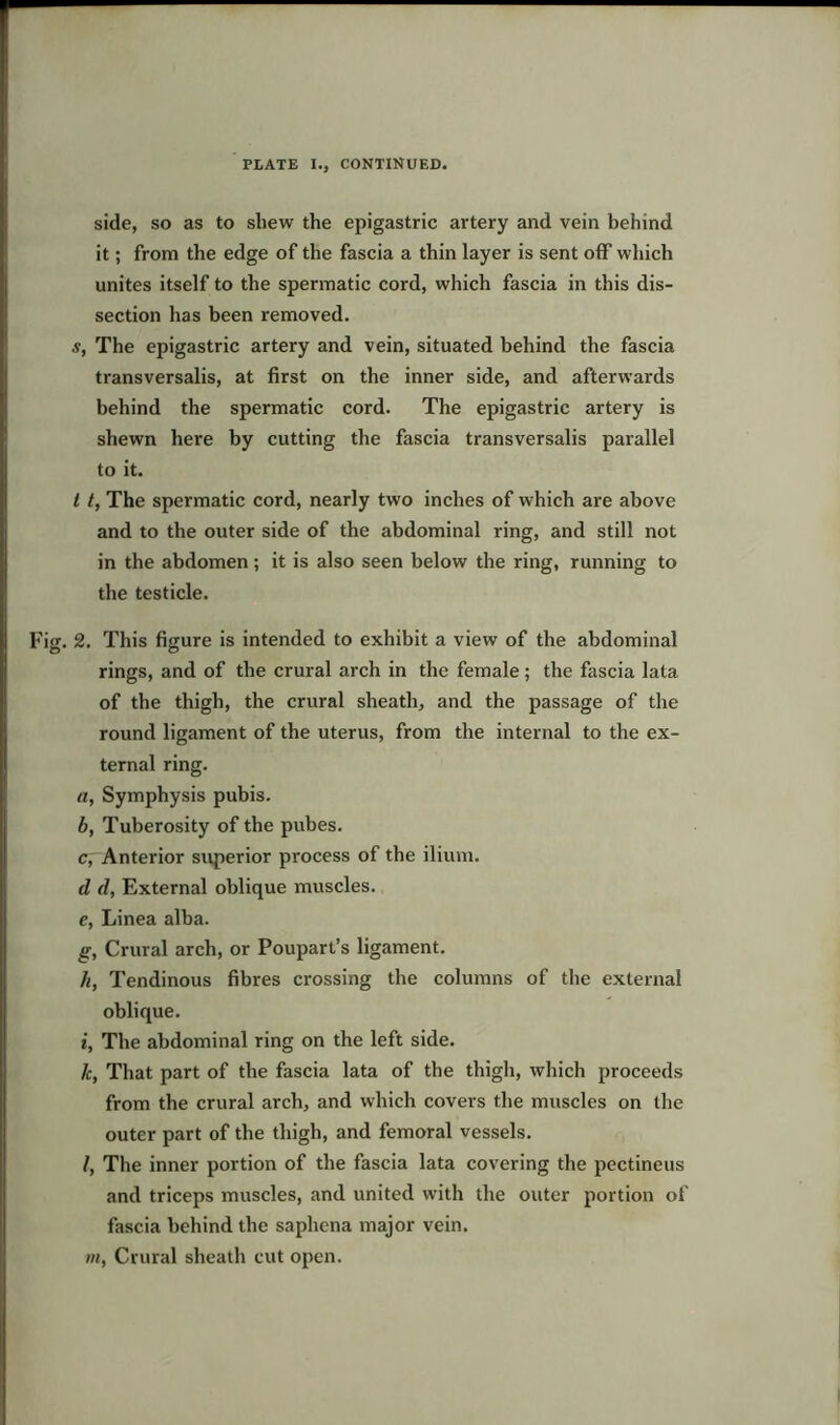 side, so as to shew the epigastric artery and vein behind it; from the edge of the fascia a thin layer is sent off which unites itself to the spermatic cord, which fascia in this dis- section has been removed. s, The epigastric artery and vein, situated behind the fascia transversalis, at first on the inner side, and afterwards behind the spermatic cord. The epigastric artery is shewn here by cutting the fascia transversalis parallel to it. t t, The spermatic cord, nearly two inches of which are above and to the outer side of the abdominal ring, and still not in the abdomen; it is also seen below the ring, running to the testicle. 2. This figure is intended to exhibit a view of the abdominal rings, and of the crural arch in the female; the fascia lata of the thigh, the crural sheath, and the passage of the round ligament of the uterus, from the internal to the ex- ternal ring. a, Symphysis pubis. b, Tuberosity of the pubes. c, Anterior superior process of the ilium. d d, External oblique muscles. e, Linea alba. g, Crural arch, or Poupart’s ligament. li, Tendinous fibres crossing the columns of the external oblique. i, The abdominal ring on the left side. 1c, That part of the fascia lata of the thigh, which proceeds from the crural arch, and which covers the muscles on the outer part of the thigh, and femoral vessels. /, The inner portion of the fascia lata covering the pectineus and triceps muscles, and united with the outer portion of fascia behind the saphena major vein. m, Crural sheath cut open.
