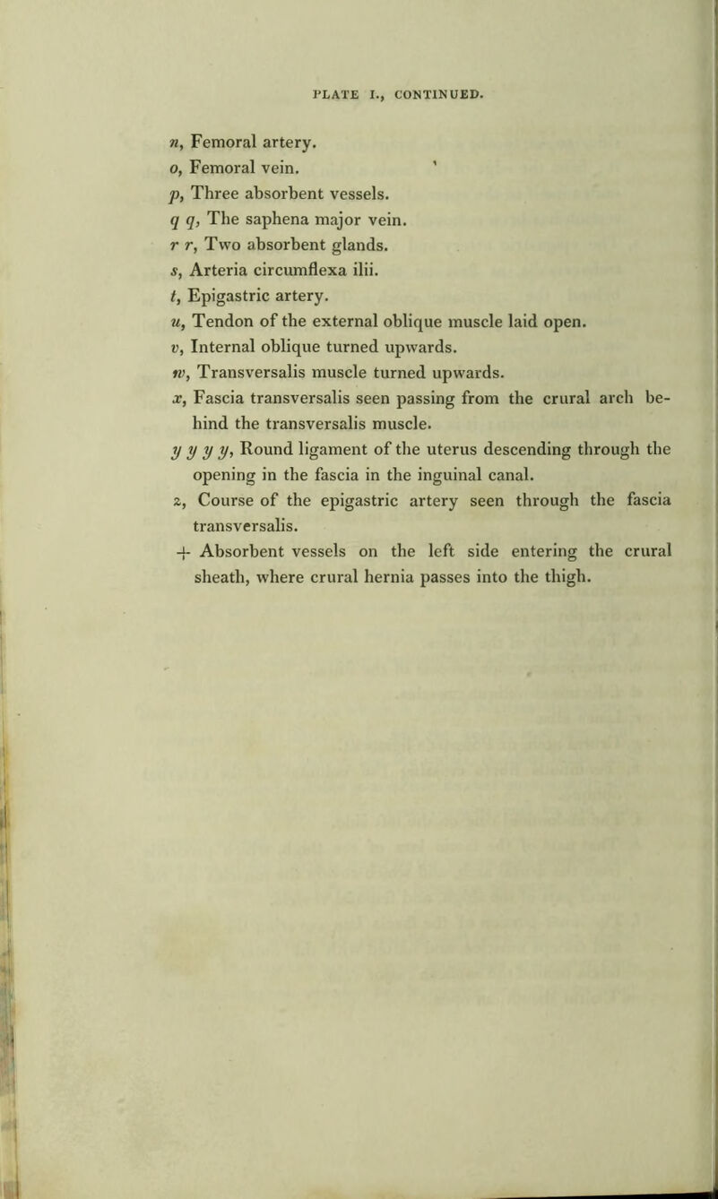 n, Femoral artery. o, Femoral vein. p, Three absorbent vessels. q q, The saphena major vein. r r, Two absorbent glands. s, Arteria circumflexa ilii. t, Epigastric artery. u, Tendon of the external oblique muscle laid open. v, Internal oblique turned upwards. iv, Transversalis muscle turned upwards. x, Fascia transversalis seen passing from the crural arch be- hind the transversalis muscle. y y y y, Round ligament of the uterus descending through the opening in the fascia in the inguinal canal. z, Course of the epigastric artery seen through the fascia transversalis. 4- Absorbent vessels on the left side entering the crural sheath, where crural hernia passes into the thigh.