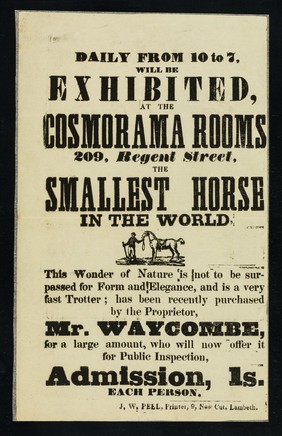 Daily from 10 to 7, will be exhibited at the Cosmorama Rooms 209, Regent Street the smallest horse in the world ...