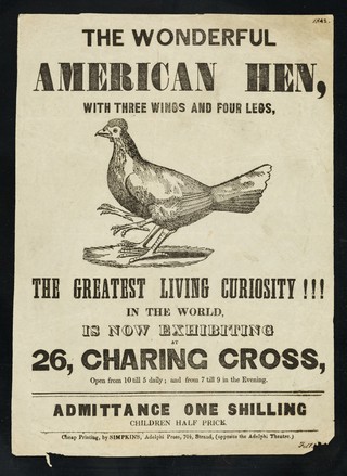 The wonderful American hen, with three wings and four legs : the greatest living curiosity!!! in the world is now exhibiting at 26, Charing Cross ...