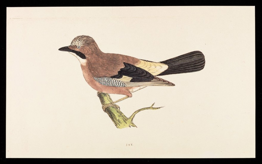 Beconase (beclomethasone dipropionate BP), nasal spray : jay.